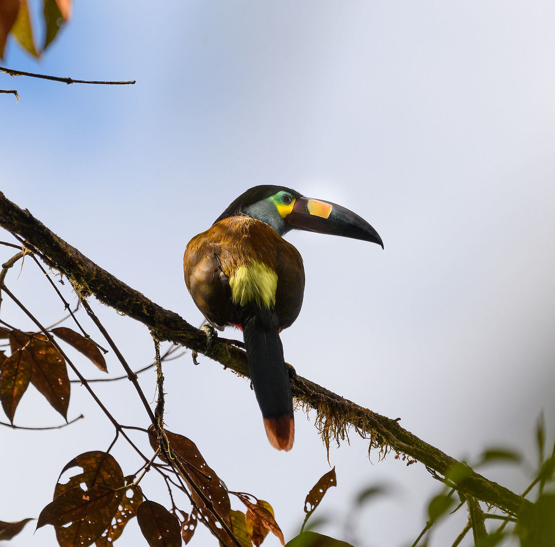 Plate-billed mountain toucan - close perch, La Planada Nature Reserve, Colombia Here it is, the treasure bird of La Planada Nature Reserve, the main reason for birders to visit, and thereby an important source of income.<br />
<br />
Within Colombia, The plate-billed mountain toucan is only found in the extreme south, in a tiny range of very wet cloud forests. <br />
<br />
On our last morning in La Planada Nature Reserve, we had our 3rd attempt of trying to find them. On the two days prior, we did hear them in the distance, but visibility was close to none. They are big, loud birds that move in pairs or even groups. So when in the right place, they aren't the hardest bird to discover. It is typical for them to attend the edge of a forest, moving to feed, and doing so loudly. Getting them in range, however, is harder, and was our main task ahead.<br />
<br />
As luck would have it, something magical happened. The "viewpoint" cleared up. We hadn't seen any sign of the sun in days, only thick white mist, but there it was. What was once plain white now revealed a beautiful deep forested valley several miles across. <br />
<br />
Now we could not only hear them, but also see them in the far distance, using binoculars. We counted six! The following hour was spent strategically luring them into our direction using well-timed playback. Sometimes they flew in the opposite direction, and we had to start all over again. <br />
<br />
Once within the 50 metres range, we tried to be smart and strategically wait out fruit trees we figured might be popular. But the birds aren't that simple minded, it seems. They do as they please. We had a good exercise running up and down hills at length to find small gaps in the canopy giving somewhat of a view.<br />
<br />
Ultimately, we captured 3 individuals, one of which is easy to recognize by its busted bill. Another interesting detail captured that is not always obvious from most photos is that plate-billed is to be taken literally. The "plate" really looks like somebody hammered a piece of wood to the side of the bill. <br />
<br />
I'll be sharing shots generously, including some that are "light-challenged". Simply because they are awesome birds and its a species worth documenting. They are under pressure due to their tiny range being fragmented, another threat is the pet trade. <br />
<br />
<figure class="photo"><a href="https://www.jungledragon.com/image/77510/plate-billed_mountain_toucan_-_first_sight_la_planada_nature_reserve_colombia.html" title="Plate-billed mountain toucan - first sight, La Planada Nature Reserve, Colombia"><img src="https://s3.amazonaws.com/media.jungledragon.com/images/2/77510_thumb.jpg?AWSAccessKeyId=05GMT0V3GWVNE7GGM1R2&Expires=1770854410&Signature=JQC2oQYapudm7ugOwc9zNYVRtJQ%3D" width="200" height="134" alt="Plate-billed mountain toucan - first sight, La Planada Nature Reserve, Colombia Here it is, the treasure bird of La Planada Nature Reserve, the main reason for birders to visit, and thereby an important source of income.<br />
<br />
Within Colombia, The plate-billed mountain toucan is only found in the extreme south, in a tiny range of very wet cloud forests. <br />
<br />
On our last morning in La Planada Nature Reserve, we had our 3rd attempt of trying to find them. On the two days prior, we did hear them in the distance, but visibility was close to none. They are big, loud birds that move in pairs or even groups. So when in the right place, they aren't the hardest bird to discover. It is typical for them to attend the edge of a forest, moving to feed, and doing so loudly. Getting them in range, however, is harder, and was our main task ahead.<br />
<br />
As luck would have it, something magical happened. The "viewpoint" cleared up. We hadn't seen any sign of the sun in days, only thick white mist, but there it was. What was once plain white now revealed a beautiful deep forested valley several miles across. <br />
<br />
Now we could not only hear them, but also see them in the far distance, using binoculars. We counted six! The following hour was spent strategically luring them into our direction using well-timed playback. Sometimes they flew in the opposite direction, and we had to start all over again. <br />
<br />
Once within the 50 metres range, we tried to be smart and strategically wait out fruit trees we figured might be popular. But the birds aren't that simple minded, it seems. They do as they please. We had a good exercise running up and down hills at length to find small gaps in the canopy giving somewhat of a view.<br />
<br />
Ultimately, we captured 3 individuals, one of which is easy to recognize by its busted bill. Another interesting detail captured that is not always obvious from most photos is that plate-billed is to be taken literally. The "plate" really looks like somebody hammered a piece of wood to the side of the bill. <br />
<br />
I'll be sharing shots generously, including some that are "light-challenged". Simply because they are awesome birds and its a species worth documenting. They are under pressure due to their tiny range being fragmented, another threat is the pet trade. <br />
<br />
https://www.jungledragon.com/image/77511/plate-billed_mountain_toucan_-_feeding_la_planada_nature_reserve_colombia.html<br />
https://www.jungledragon.com/image/77512/plate-billed_mountain_toucan_-_cleaning_la_planada_nature_reserve_colombia.html<br />
https://www.jungledragon.com/image/77513/plate-billed_mountain_toucan_-_frontal_la_planada_nature_reserve_colombia.html<br />
https://www.jungledragon.com/image/77514/plate-billed_mountain_toucan_-_canopy_la_planada_nature_reserve_colombia.html<br />
https://www.jungledragon.com/image/77515/plate-billed_mountain_toucan_-_closeup_la_planada_nature_reserve_colombia.html<br />
https://www.jungledragon.com/image/77516/plate-billed_mountain_toucan_-_pre-flight_la_planada_nature_reserve_colombia.html<br />
https://www.jungledragon.com/image/77517/plate-billed_mountain_toucan_-_close_perch_la_planada_nature_reserve_colombia.html<br />
https://www.jungledragon.com/image/77518/plate-billed_mountain_toucan_-_remote_perch_la_planada_nature_reserve_colombia.html<br />
https://www.jungledragon.com/image/77519/plate-billed_mountain_toucan_-_canopy_2_la_planada_nature_reserve_colombia.html<br />
https://www.jungledragon.com/image/77520/plate-billed_mountain_toucan_-_rocket_la_planada_nature_reserve_colombia.html<br />
https://www.jungledragon.com/image/77521/plate-billed_mountain_toucan_-_close_perch_frontal_la_planada_nature_reserve_colombia.html Andigena laminirostris,Colombia,Colombia 2018,Colombia South,Fall,Geotagged,La Planada Nature Reserve,Plate-billed mountain toucan,South America" /></a></figure><br />
<figure class="photo"><a href="https://www.jungledragon.com/image/77511/plate-billed_mountain_toucan_-_feeding_la_planada_nature_reserve_colombia.html" title="Plate-billed mountain toucan - feeding, La Planada Nature Reserve, Colombia"><img src="https://s3.amazonaws.com/media.jungledragon.com/images/2/77511_thumb.jpg?AWSAccessKeyId=05GMT0V3GWVNE7GGM1R2&Expires=1770854410&Signature=PLNO7UEaCybc%2F4AFFTksISTJh0Q%3D" width="200" height="134" alt="Plate-billed mountain toucan - feeding, La Planada Nature Reserve, Colombia Here it is, the treasure bird of La Planada Nature Reserve, the main reason for birders to visit, and thereby an important source of income.<br />
<br />
Within Colombia, The plate-billed mountain toucan is only found in the extreme south, in a tiny range of very wet cloud forests. <br />
<br />
On our last morning in La Planada Nature Reserve, we had our 3rd attempt of trying to find them. On the two days prior, we did hear them in the distance, but visibility was close to none. They are big, loud birds that move in pairs or even groups. So when in the right place, they aren't the hardest bird to discover. It is typical for them to attend the edge of a forest, moving to feed, and doing so loudly. Getting them in range, however, is harder, and was our main task ahead.<br />
<br />
As luck would have it, something magical happened. The "viewpoint" cleared up. We hadn't seen any sign of the sun in days, only thick white mist, but there it was. What was once plain white now revealed a beautiful deep forested valley several miles across. <br />
<br />
Now we could not only hear them, but also see them in the far distance, using binoculars. We counted six! The following hour was spent strategically luring them into our direction using well-timed playback. Sometimes they flew in the opposite direction, and we had to start all over again. <br />
<br />
Once within the 50 metres range, we tried to be smart and strategically wait out fruit trees we figured might be popular. But the birds aren't that simple minded, it seems. They do as they please. We had a good exercise running up and down hills at length to find small gaps in the canopy giving somewhat of a view.<br />
<br />
Ultimately, we captured 3 individuals, one of which is easy to recognize by its busted bill. Another interesting detail captured that is not always obvious from most photos is that plate-billed is to be taken literally. The "plate" really looks like somebody hammered a piece of wood to the side of the bill. <br />
<br />
I'll be sharing shots generously, including some that are "light-challenged". Simply because they are awesome birds and its a species worth documenting. They are under pressure due to their tiny range being fragmented, another threat is the pet trade. <br />
<br />
https://www.jungledragon.com/image/77510/plate-billed_mountain_toucan_-_first_sight_la_planada_nature_reserve_colombia.html<br />
https://www.jungledragon.com/image/77512/plate-billed_mountain_toucan_-_cleaning_la_planada_nature_reserve_colombia.html<br />
https://www.jungledragon.com/image/77513/plate-billed_mountain_toucan_-_frontal_la_planada_nature_reserve_colombia.html<br />
https://www.jungledragon.com/image/77514/plate-billed_mountain_toucan_-_canopy_la_planada_nature_reserve_colombia.html<br />
https://www.jungledragon.com/image/77515/plate-billed_mountain_toucan_-_closeup_la_planada_nature_reserve_colombia.html<br />
https://www.jungledragon.com/image/77516/plate-billed_mountain_toucan_-_pre-flight_la_planada_nature_reserve_colombia.html<br />
https://www.jungledragon.com/image/77517/plate-billed_mountain_toucan_-_close_perch_la_planada_nature_reserve_colombia.html<br />
https://www.jungledragon.com/image/77518/plate-billed_mountain_toucan_-_remote_perch_la_planada_nature_reserve_colombia.html<br />
https://www.jungledragon.com/image/77519/plate-billed_mountain_toucan_-_canopy_2_la_planada_nature_reserve_colombia.html<br />
https://www.jungledragon.com/image/77520/plate-billed_mountain_toucan_-_rocket_la_planada_nature_reserve_colombia.html<br />
https://www.jungledragon.com/image/77521/plate-billed_mountain_toucan_-_close_perch_frontal_la_planada_nature_reserve_colombia.html Andigena laminirostris,Colombia,Colombia 2018,Colombia South,La Planada Nature Reserve,Plate-billed mountain toucan,South America" /></a></figure><br />
<figure class="photo"><a href="https://www.jungledragon.com/image/77512/plate-billed_mountain_toucan_-_cleaning_la_planada_nature_reserve_colombia.html" title="Plate-billed mountain toucan - cleaning, La Planada Nature Reserve, Colombia"><img src="https://s3.amazonaws.com/media.jungledragon.com/images/2/77512_thumb.jpg?AWSAccessKeyId=05GMT0V3GWVNE7GGM1R2&Expires=1770854410&Signature=oQG6zJitTfvWyUf9mO5nPB2cl3Y%3D" width="200" height="134" alt="Plate-billed mountain toucan - cleaning, La Planada Nature Reserve, Colombia Here it is, the treasure bird of La Planada Nature Reserve, the main reason for birders to visit, and thereby an important source of income.<br />
<br />
Within Colombia, The plate-billed mountain toucan is only found in the extreme south, in a tiny range of very wet cloud forests. <br />
<br />
On our last morning in La Planada Nature Reserve, we had our 3rd attempt of trying to find them. On the two days prior, we did hear them in the distance, but visibility was close to none. They are big, loud birds that move in pairs or even groups. So when in the right place, they aren't the hardest bird to discover. It is typical for them to attend the edge of a forest, moving to feed, and doing so loudly. Getting them in range, however, is harder, and was our main task ahead.<br />
<br />
As luck would have it, something magical happened. The "viewpoint" cleared up. We hadn't seen any sign of the sun in days, only thick white mist, but there it was. What was once plain white now revealed a beautiful deep forested valley several miles across. <br />
<br />
Now we could not only hear them, but also see them in the far distance, using binoculars. We counted six! The following hour was spent strategically luring them into our direction using well-timed playback. Sometimes they flew in the opposite direction, and we had to start all over again. <br />
<br />
Once within the 50 metres range, we tried to be smart and strategically wait out fruit trees we figured might be popular. But the birds aren't that simple minded, it seems. They do as they please. We had a good exercise running up and down hills at length to find small gaps in the canopy giving somewhat of a view.<br />
<br />
Ultimately, we captured 3 individuals, one of which is easy to recognize by its busted bill. Another interesting detail captured that is not always obvious from most photos is that plate-billed is to be taken literally. The "plate" really looks like somebody hammered a piece of wood to the side of the bill. <br />
<br />
I'll be sharing shots generously, including some that are "light-challenged". Simply because they are awesome birds and its a species worth documenting. They are under pressure due to their tiny range being fragmented, another threat is the pet trade. <br />
<br />
https://www.jungledragon.com/image/77510/plate-billed_mountain_toucan_-_first_sight_la_planada_nature_reserve_colombia.html<br />
https://www.jungledragon.com/image/77511/plate-billed_mountain_toucan_-_feeding_la_planada_nature_reserve_colombia.html<br />
https://www.jungledragon.com/image/77513/plate-billed_mountain_toucan_-_frontal_la_planada_nature_reserve_colombia.html<br />
https://www.jungledragon.com/image/77514/plate-billed_mountain_toucan_-_canopy_la_planada_nature_reserve_colombia.html<br />
https://www.jungledragon.com/image/77515/plate-billed_mountain_toucan_-_closeup_la_planada_nature_reserve_colombia.html<br />
https://www.jungledragon.com/image/77516/plate-billed_mountain_toucan_-_pre-flight_la_planada_nature_reserve_colombia.html<br />
https://www.jungledragon.com/image/77517/plate-billed_mountain_toucan_-_close_perch_la_planada_nature_reserve_colombia.html<br />
https://www.jungledragon.com/image/77518/plate-billed_mountain_toucan_-_remote_perch_la_planada_nature_reserve_colombia.html<br />
https://www.jungledragon.com/image/77519/plate-billed_mountain_toucan_-_canopy_2_la_planada_nature_reserve_colombia.html<br />
https://www.jungledragon.com/image/77520/plate-billed_mountain_toucan_-_rocket_la_planada_nature_reserve_colombia.html<br />
https://www.jungledragon.com/image/77521/plate-billed_mountain_toucan_-_close_perch_frontal_la_planada_nature_reserve_colombia.html Andigena laminirostris,Colombia,Colombia 2018,Colombia South,Fall,Geotagged,La Planada Nature Reserve,Plate-billed mountain toucan,South America" /></a></figure><br />
<figure class="photo"><a href="https://www.jungledragon.com/image/77513/plate-billed_mountain_toucan_-_frontal_la_planada_nature_reserve_colombia.html" title="Plate-billed mountain toucan - frontal, La Planada Nature Reserve, Colombia"><img src="https://s3.amazonaws.com/media.jungledragon.com/images/2/77513_thumb.jpg?AWSAccessKeyId=05GMT0V3GWVNE7GGM1R2&Expires=1770854410&Signature=C%2BETb6UedFych4V%2BmPgI%2FFoz9TQ%3D" width="102" height="152" alt="Plate-billed mountain toucan - frontal, La Planada Nature Reserve, Colombia Here it is, the treasure bird of La Planada Nature Reserve, the main reason for birders to visit, and thereby an important source of income.<br />
<br />
Within Colombia, The plate-billed mountain toucan is only found in the extreme south, in a tiny range of very wet cloud forests. <br />
<br />
On our last morning in La Planada Nature Reserve, we had our 3rd attempt of trying to find them. On the two days prior, we did hear them in the distance, but visibility was close to none. They are big, loud birds that move in pairs or even groups. So when in the right place, they aren't the hardest bird to discover. It is typical for them to attend the edge of a forest, moving to feed, and doing so loudly. Getting them in range, however, is harder, and was our main task ahead.<br />
<br />
As luck would have it, something magical happened. The "viewpoint" cleared up. We hadn't seen any sign of the sun in days, only thick white mist, but there it was. What was once plain white now revealed a beautiful deep forested valley several miles across. <br />
<br />
Now we could not only hear them, but also see them in the far distance, using binoculars. We counted six! The following hour was spent strategically luring them into our direction using well-timed playback. Sometimes they flew in the opposite direction, and we had to start all over again. <br />
<br />
Once within the 50 metres range, we tried to be smart and strategically wait out fruit trees we figured might be popular. But the birds aren't that simple minded, it seems. They do as they please. We had a good exercise running up and down hills at length to find small gaps in the canopy giving somewhat of a view.<br />
<br />
Ultimately, we captured 3 individuals, one of which is easy to recognize by its busted bill. Another interesting detail captured that is not always obvious from most photos is that plate-billed is to be taken literally. The "plate" really looks like somebody hammered a piece of wood to the side of the bill. <br />
<br />
I'll be sharing shots generously, including some that are "light-challenged". Simply because they are awesome birds and its a species worth documenting. They are under pressure due to their tiny range being fragmented, another threat is the pet trade. <br />
<br />
https://www.jungledragon.com/image/77510/plate-billed_mountain_toucan_-_first_sight_la_planada_nature_reserve_colombia.html<br />
https://www.jungledragon.com/image/77511/plate-billed_mountain_toucan_-_feeding_la_planada_nature_reserve_colombia.html<br />
https://www.jungledragon.com/image/77512/plate-billed_mountain_toucan_-_cleaning_la_planada_nature_reserve_colombia.html<br />
https://www.jungledragon.com/image/77514/plate-billed_mountain_toucan_-_canopy_la_planada_nature_reserve_colombia.html<br />
https://www.jungledragon.com/image/77515/plate-billed_mountain_toucan_-_closeup_la_planada_nature_reserve_colombia.html<br />
https://www.jungledragon.com/image/77516/plate-billed_mountain_toucan_-_pre-flight_la_planada_nature_reserve_colombia.html<br />
https://www.jungledragon.com/image/77517/plate-billed_mountain_toucan_-_close_perch_la_planada_nature_reserve_colombia.html<br />
https://www.jungledragon.com/image/77518/plate-billed_mountain_toucan_-_remote_perch_la_planada_nature_reserve_colombia.html<br />
https://www.jungledragon.com/image/77519/plate-billed_mountain_toucan_-_canopy_2_la_planada_nature_reserve_colombia.html<br />
https://www.jungledragon.com/image/77520/plate-billed_mountain_toucan_-_rocket_la_planada_nature_reserve_colombia.html<br />
https://www.jungledragon.com/image/77521/plate-billed_mountain_toucan_-_close_perch_frontal_la_planada_nature_reserve_colombia.html Andigena laminirostris,Colombia,Colombia 2018,Colombia South,Fall,Geotagged,La Planada Nature Reserve,Plate-billed mountain toucan,South America" /></a></figure><br />
<figure class="photo"><a href="https://www.jungledragon.com/image/77514/plate-billed_mountain_toucan_-_canopy_la_planada_nature_reserve_colombia.html" title="Plate-billed mountain toucan - canopy, La Planada Nature Reserve, Colombia"><img src="https://s3.amazonaws.com/media.jungledragon.com/images/2/77514_thumb.jpg?AWSAccessKeyId=05GMT0V3GWVNE7GGM1R2&Expires=1770854410&Signature=cWkKT68vuqIo96nYVWv3O5gRcos%3D" width="200" height="134" alt="Plate-billed mountain toucan - canopy, La Planada Nature Reserve, Colombia Here it is, the treasure bird of La Planada Nature Reserve, the main reason for birders to visit, and thereby an important source of income.<br />
<br />
Within Colombia, The plate-billed mountain toucan is only found in the extreme south, in a tiny range of very wet cloud forests. <br />
<br />
On our last morning in La Planada Nature Reserve, we had our 3rd attempt of trying to find them. On the two days prior, we did hear them in the distance, but visibility was close to none. They are big, loud birds that move in pairs or even groups. So when in the right place, they aren't the hardest bird to discover. It is typical for them to attend the edge of a forest, moving to feed, and doing so loudly. Getting them in range, however, is harder, and was our main task ahead.<br />
<br />
As luck would have it, something magical happened. The "viewpoint" cleared up. We hadn't seen any sign of the sun in days, only thick white mist, but there it was. What was once plain white now revealed a beautiful deep forested valley several miles across. <br />
<br />
Now we could not only hear them, but also see them in the far distance, using binoculars. We counted six! The following hour was spent strategically luring them into our direction using well-timed playback. Sometimes they flew in the opposite direction, and we had to start all over again. <br />
<br />
Once within the 50 metres range, we tried to be smart and strategically wait out fruit trees we figured might be popular. But the birds aren't that simple minded, it seems. They do as they please. We had a good exercise running up and down hills at length to find small gaps in the canopy giving somewhat of a view.<br />
<br />
Ultimately, we captured 3 individuals, one of which is easy to recognize by its busted bill. Another interesting detail captured that is not always obvious from most photos is that plate-billed is to be taken literally. The "plate" really looks like somebody hammered a piece of wood to the side of the bill. <br />
<br />
I'll be sharing shots generously, including some that are "light-challenged". Simply because they are awesome birds and its a species worth documenting. They are under pressure due to their tiny range being fragmented, another threat is the pet trade. <br />
<br />
https://www.jungledragon.com/image/77510/plate-billed_mountain_toucan_-_first_sight_la_planada_nature_reserve_colombia.html<br />
https://www.jungledragon.com/image/77511/plate-billed_mountain_toucan_-_feeding_la_planada_nature_reserve_colombia.html<br />
https://www.jungledragon.com/image/77512/plate-billed_mountain_toucan_-_cleaning_la_planada_nature_reserve_colombia.html<br />
https://www.jungledragon.com/image/77513/plate-billed_mountain_toucan_-_frontal_la_planada_nature_reserve_colombia.html<br />
https://www.jungledragon.com/image/77515/plate-billed_mountain_toucan_-_closeup_la_planada_nature_reserve_colombia.html<br />
https://www.jungledragon.com/image/77516/plate-billed_mountain_toucan_-_pre-flight_la_planada_nature_reserve_colombia.html<br />
https://www.jungledragon.com/image/77517/plate-billed_mountain_toucan_-_close_perch_la_planada_nature_reserve_colombia.html<br />
https://www.jungledragon.com/image/77518/plate-billed_mountain_toucan_-_remote_perch_la_planada_nature_reserve_colombia.html<br />
https://www.jungledragon.com/image/77519/plate-billed_mountain_toucan_-_canopy_2_la_planada_nature_reserve_colombia.html<br />
https://www.jungledragon.com/image/77520/plate-billed_mountain_toucan_-_rocket_la_planada_nature_reserve_colombia.html<br />
https://www.jungledragon.com/image/77521/plate-billed_mountain_toucan_-_close_perch_frontal_la_planada_nature_reserve_colombia.html Andigena laminirostris,Colombia,Colombia 2018,Colombia South,Fall,Geotagged,La Planada Nature Reserve,Plate-billed mountain toucan,South America" /></a></figure><br />
<figure class="photo"><a href="https://www.jungledragon.com/image/77515/plate-billed_mountain_toucan_-_closeup_la_planada_nature_reserve_colombia.html" title="Plate-billed mountain toucan - closeup, La Planada Nature Reserve, Colombia"><img src="https://s3.amazonaws.com/media.jungledragon.com/images/2/77515_thumb.jpg?AWSAccessKeyId=05GMT0V3GWVNE7GGM1R2&Expires=1770854410&Signature=Tj8ZowrbM2EeWzU9U%2Faf%2FaN7g4Q%3D" width="112" height="152" alt="Plate-billed mountain toucan - closeup, La Planada Nature Reserve, Colombia Here it is, the treasure bird of La Planada Nature Reserve, the main reason for birders to visit, and thereby an important source of income.<br />
<br />
Within Colombia, The plate-billed mountain toucan is only found in the extreme south, in a tiny range of very wet cloud forests. <br />
<br />
On our last morning in La Planada Nature Reserve, we had our 3rd attempt of trying to find them. On the two days prior, we did hear them in the distance, but visibility was close to none. They are big, loud birds that move in pairs or even groups. So when in the right place, they aren't the hardest bird to discover. It is typical for them to attend the edge of a forest, moving to feed, and doing so loudly. Getting them in range, however, is harder, and was our main task ahead.<br />
<br />
As luck would have it, something magical happened. The "viewpoint" cleared up. We hadn't seen any sign of the sun in days, only thick white mist, but there it was. What was once plain white now revealed a beautiful deep forested valley several miles across. <br />
<br />
Now we could not only hear them, but also see them in the far distance, using binoculars. We counted six! The following hour was spent strategically luring them into our direction using well-timed playback. Sometimes they flew in the opposite direction, and we had to start all over again. <br />
<br />
Once within the 50 metres range, we tried to be smart and strategically wait out fruit trees we figured might be popular. But the birds aren't that simple minded, it seems. They do as they please. We had a good exercise running up and down hills at length to find small gaps in the canopy giving somewhat of a view.<br />
<br />
Ultimately, we captured 3 individuals, one of which is easy to recognize by its busted bill. Another interesting detail captured that is not always obvious from most photos is that plate-billed is to be taken literally. The "plate" really looks like somebody hammered a piece of wood to the side of the bill. <br />
<br />
I'll be sharing shots generously, including some that are "light-challenged". Simply because they are awesome birds and its a species worth documenting. They are under pressure due to their tiny range being fragmented, another threat is the pet trade. <br />
<br />
https://www.jungledragon.com/image/77510/plate-billed_mountain_toucan_-_first_sight_la_planada_nature_reserve_colombia.html<br />
https://www.jungledragon.com/image/77511/plate-billed_mountain_toucan_-_feeding_la_planada_nature_reserve_colombia.html<br />
https://www.jungledragon.com/image/77512/plate-billed_mountain_toucan_-_cleaning_la_planada_nature_reserve_colombia.html<br />
https://www.jungledragon.com/image/77513/plate-billed_mountain_toucan_-_frontal_la_planada_nature_reserve_colombia.html<br />
https://www.jungledragon.com/image/77514/plate-billed_mountain_toucan_-_canopy_la_planada_nature_reserve_colombia.html<br />
https://www.jungledragon.com/image/77516/plate-billed_mountain_toucan_-_pre-flight_la_planada_nature_reserve_colombia.html<br />
https://www.jungledragon.com/image/77517/plate-billed_mountain_toucan_-_close_perch_la_planada_nature_reserve_colombia.html<br />
https://www.jungledragon.com/image/77518/plate-billed_mountain_toucan_-_remote_perch_la_planada_nature_reserve_colombia.html<br />
https://www.jungledragon.com/image/77519/plate-billed_mountain_toucan_-_canopy_2_la_planada_nature_reserve_colombia.html<br />
https://www.jungledragon.com/image/77520/plate-billed_mountain_toucan_-_rocket_la_planada_nature_reserve_colombia.html<br />
https://www.jungledragon.com/image/77521/plate-billed_mountain_toucan_-_close_perch_frontal_la_planada_nature_reserve_colombia.html Andigena laminirostris,Colombia,Colombia 2018,Colombia South,Fall,Geotagged,La Planada Nature Reserve,Plate-billed mountain toucan,South America" /></a></figure><br />
<figure class="photo"><a href="https://www.jungledragon.com/image/77516/plate-billed_mountain_toucan_-_pre-flight_la_planada_nature_reserve_colombia.html" title="Plate-billed mountain toucan - pre-flight, La Planada Nature Reserve, Colombia"><img src="https://s3.amazonaws.com/media.jungledragon.com/images/2/77516_thumb.jpg?AWSAccessKeyId=05GMT0V3GWVNE7GGM1R2&Expires=1770854410&Signature=p98X257Oln%2FhHkZ%2FtU7C4fCdqbE%3D" width="200" height="134" alt="Plate-billed mountain toucan - pre-flight, La Planada Nature Reserve, Colombia Here it is, the treasure bird of La Planada Nature Reserve, the main reason for birders to visit, and thereby an important source of income.<br />
<br />
Within Colombia, The plate-billed mountain toucan is only found in the extreme south, in a tiny range of very wet cloud forests. <br />
<br />
On our last morning in La Planada Nature Reserve, we had our 3rd attempt of trying to find them. On the two days prior, we did hear them in the distance, but visibility was close to none. They are big, loud birds that move in pairs or even groups. So when in the right place, they aren't the hardest bird to discover. It is typical for them to attend the edge of a forest, moving to feed, and doing so loudly. Getting them in range, however, is harder, and was our main task ahead.<br />
<br />
As luck would have it, something magical happened. The "viewpoint" cleared up. We hadn't seen any sign of the sun in days, only thick white mist, but there it was. What was once plain white now revealed a beautiful deep forested valley several miles across. <br />
<br />
Now we could not only hear them, but also see them in the far distance, using binoculars. We counted six! The following hour was spent strategically luring them into our direction using well-timed playback. Sometimes they flew in the opposite direction, and we had to start all over again. <br />
<br />
Once within the 50 metres range, we tried to be smart and strategically wait out fruit trees we figured might be popular. But the birds aren't that simple minded, it seems. They do as they please. We had a good exercise running up and down hills at length to find small gaps in the canopy giving somewhat of a view.<br />
<br />
Ultimately, we captured 3 individuals, one of which is easy to recognize by its busted bill. Another interesting detail captured that is not always obvious from most photos is that plate-billed is to be taken literally. The "plate" really looks like somebody hammered a piece of wood to the side of the bill. <br />
<br />
I'll be sharing shots generously, including some that are "light-challenged". Simply because they are awesome birds and its a species worth documenting. They are under pressure due to their tiny range being fragmented, another threat is the pet trade. <br />
<br />
https://www.jungledragon.com/image/77510/plate-billed_mountain_toucan_-_first_sight_la_planada_nature_reserve_colombia.html<br />
https://www.jungledragon.com/image/77511/plate-billed_mountain_toucan_-_feeding_la_planada_nature_reserve_colombia.html<br />
https://www.jungledragon.com/image/77512/plate-billed_mountain_toucan_-_cleaning_la_planada_nature_reserve_colombia.html<br />
https://www.jungledragon.com/image/77513/plate-billed_mountain_toucan_-_frontal_la_planada_nature_reserve_colombia.html<br />
https://www.jungledragon.com/image/77514/plate-billed_mountain_toucan_-_canopy_la_planada_nature_reserve_colombia.html<br />
https://www.jungledragon.com/image/77515/plate-billed_mountain_toucan_-_closeup_la_planada_nature_reserve_colombia.html<br />
https://www.jungledragon.com/image/77517/plate-billed_mountain_toucan_-_close_perch_la_planada_nature_reserve_colombia.html<br />
https://www.jungledragon.com/image/77518/plate-billed_mountain_toucan_-_remote_perch_la_planada_nature_reserve_colombia.html<br />
https://www.jungledragon.com/image/77519/plate-billed_mountain_toucan_-_canopy_2_la_planada_nature_reserve_colombia.html<br />
https://www.jungledragon.com/image/77520/plate-billed_mountain_toucan_-_rocket_la_planada_nature_reserve_colombia.html<br />
https://www.jungledragon.com/image/77521/plate-billed_mountain_toucan_-_close_perch_frontal_la_planada_nature_reserve_colombia.html Andigena laminirostris,Colombia,Colombia 2018,Colombia South,Fall,Geotagged,La Planada Nature Reserve,Plate-billed mountain toucan,South America" /></a></figure><br />
<figure class="photo"><a href="https://www.jungledragon.com/image/77518/plate-billed_mountain_toucan_-_remote_perch_la_planada_nature_reserve_colombia.html" title="Plate-billed mountain toucan - remote perch, La Planada Nature Reserve, Colombia"><img src="https://s3.amazonaws.com/media.jungledragon.com/images/2/77518_thumb.jpg?AWSAccessKeyId=05GMT0V3GWVNE7GGM1R2&Expires=1770854410&Signature=YvnmAMix6Z6Vc65td97gyQo4wRE%3D" width="200" height="134" alt="Plate-billed mountain toucan - remote perch, La Planada Nature Reserve, Colombia Here it is, the treasure bird of La Planada Nature Reserve, the main reason for birders to visit, and thereby an important source of income.<br />
<br />
Within Colombia, The plate-billed mountain toucan is only found in the extreme south, in a tiny range of very wet cloud forests. <br />
<br />
On our last morning in La Planada Nature Reserve, we had our 3rd attempt of trying to find them. On the two days prior, we did hear them in the distance, but visibility was close to none. They are big, loud birds that move in pairs or even groups. So when in the right place, they aren't the hardest bird to discover. It is typical for them to attend the edge of a forest, moving to feed, and doing so loudly. Getting them in range, however, is harder, and was our main task ahead.<br />
<br />
As luck would have it, something magical happened. The "viewpoint" cleared up. We hadn't seen any sign of the sun in days, only thick white mist, but there it was. What was once plain white now revealed a beautiful deep forested valley several miles across. <br />
<br />
Now we could not only hear them, but also see them in the far distance, using binoculars. We counted six! The following hour was spent strategically luring them into our direction using well-timed playback. Sometimes they flew in the opposite direction, and we had to start all over again. <br />
<br />
Once within the 50 metres range, we tried to be smart and strategically wait out fruit trees we figured might be popular. But the birds aren't that simple minded, it seems. They do as they please. We had a good exercise running up and down hills at length to find small gaps in the canopy giving somewhat of a view.<br />
<br />
Ultimately, we captured 3 individuals, one of which is easy to recognize by its busted bill. Another interesting detail captured that is not always obvious from most photos is that plate-billed is to be taken literally. The "plate" really looks like somebody hammered a piece of wood to the side of the bill. <br />
<br />
I'll be sharing shots generously, including some that are "light-challenged". Simply because they are awesome birds and its a species worth documenting. They are under pressure due to their tiny range being fragmented, another threat is the pet trade. <br />
<br />
https://www.jungledragon.com/image/77510/plate-billed_mountain_toucan_-_first_sight_la_planada_nature_reserve_colombia.html<br />
https://www.jungledragon.com/image/77511/plate-billed_mountain_toucan_-_feeding_la_planada_nature_reserve_colombia.html<br />
https://www.jungledragon.com/image/77512/plate-billed_mountain_toucan_-_cleaning_la_planada_nature_reserve_colombia.html<br />
https://www.jungledragon.com/image/77513/plate-billed_mountain_toucan_-_frontal_la_planada_nature_reserve_colombia.html<br />
https://www.jungledragon.com/image/77514/plate-billed_mountain_toucan_-_canopy_la_planada_nature_reserve_colombia.html<br />
https://www.jungledragon.com/image/77515/plate-billed_mountain_toucan_-_closeup_la_planada_nature_reserve_colombia.html<br />
https://www.jungledragon.com/image/77516/plate-billed_mountain_toucan_-_pre-flight_la_planada_nature_reserve_colombia.html<br />
https://www.jungledragon.com/image/77517/plate-billed_mountain_toucan_-_close_perch_la_planada_nature_reserve_colombia.html<br />
https://www.jungledragon.com/image/77519/plate-billed_mountain_toucan_-_canopy_2_la_planada_nature_reserve_colombia.html<br />
https://www.jungledragon.com/image/77520/plate-billed_mountain_toucan_-_rocket_la_planada_nature_reserve_colombia.html<br />
https://www.jungledragon.com/image/77521/plate-billed_mountain_toucan_-_close_perch_frontal_la_planada_nature_reserve_colombia.html Andigena laminirostris,Colombia,Colombia 2018,Colombia South,Fall,Geotagged,La Planada Nature Reserve,Plate-billed mountain toucan,South America" /></a></figure><br />
<figure class="photo"><a href="https://www.jungledragon.com/image/77519/plate-billed_mountain_toucan_-_canopy_2_la_planada_nature_reserve_colombia.html" title="Plate-billed mountain toucan - canopy 2, La Planada Nature Reserve, Colombia"><img src="https://s3.amazonaws.com/media.jungledragon.com/images/2/77519_thumb.jpg?AWSAccessKeyId=05GMT0V3GWVNE7GGM1R2&Expires=1770854410&Signature=YPVC340VIdX3ziufcigUnJ7BDL4%3D" width="200" height="134" alt="Plate-billed mountain toucan - canopy 2, La Planada Nature Reserve, Colombia Here it is, the treasure bird of La Planada Nature Reserve, the main reason for birders to visit, and thereby an important source of income.<br />
<br />
Within Colombia, The plate-billed mountain toucan is only found in the extreme south, in a tiny range of very wet cloud forests. <br />
<br />
On our last morning in La Planada Nature Reserve, we had our 3rd attempt of trying to find them. On the two days prior, we did hear them in the distance, but visibility was close to none. They are big, loud birds that move in pairs or even groups. So when in the right place, they aren't the hardest bird to discover. It is typical for them to attend the edge of a forest, moving to feed, and doing so loudly. Getting them in range, however, is harder, and was our main task ahead.<br />
<br />
As luck would have it, something magical happened. The "viewpoint" cleared up. We hadn't seen any sign of the sun in days, only thick white mist, but there it was. What was once plain white now revealed a beautiful deep forested valley several miles across. <br />
<br />
Now we could not only hear them, but also see them in the far distance, using binoculars. We counted six! The following hour was spent strategically luring them into our direction using well-timed playback. Sometimes they flew in the opposite direction, and we had to start all over again. <br />
<br />
Once within the 50 metres range, we tried to be smart and strategically wait out fruit trees we figured might be popular. But the birds aren't that simple minded, it seems. They do as they please. We had a good exercise running up and down hills at length to find small gaps in the canopy giving somewhat of a view.<br />
<br />
Ultimately, we captured 3 individuals, one of which is easy to recognize by its busted bill. Another interesting detail captured that is not always obvious from most photos is that plate-billed is to be taken literally. The "plate" really looks like somebody hammered a piece of wood to the side of the bill. <br />
<br />
I'll be sharing shots generously, including some that are "light-challenged". Simply because they are awesome birds and its a species worth documenting. They are under pressure due to their tiny range being fragmented, another threat is the pet trade. <br />
<br />
https://www.jungledragon.com/image/77510/plate-billed_mountain_toucan_-_first_sight_la_planada_nature_reserve_colombia.html<br />
https://www.jungledragon.com/image/77511/plate-billed_mountain_toucan_-_feeding_la_planada_nature_reserve_colombia.html<br />
https://www.jungledragon.com/image/77512/plate-billed_mountain_toucan_-_cleaning_la_planada_nature_reserve_colombia.html<br />
https://www.jungledragon.com/image/77513/plate-billed_mountain_toucan_-_frontal_la_planada_nature_reserve_colombia.html<br />
https://www.jungledragon.com/image/77514/plate-billed_mountain_toucan_-_canopy_la_planada_nature_reserve_colombia.html<br />
https://www.jungledragon.com/image/77515/plate-billed_mountain_toucan_-_closeup_la_planada_nature_reserve_colombia.html<br />
https://www.jungledragon.com/image/77516/plate-billed_mountain_toucan_-_pre-flight_la_planada_nature_reserve_colombia.html<br />
https://www.jungledragon.com/image/77517/plate-billed_mountain_toucan_-_close_perch_la_planada_nature_reserve_colombia.html<br />
https://www.jungledragon.com/image/77518/plate-billed_mountain_toucan_-_remote_perch_la_planada_nature_reserve_colombia.html<br />
https://www.jungledragon.com/image/77520/plate-billed_mountain_toucan_-_rocket_la_planada_nature_reserve_colombia.html<br />
https://www.jungledragon.com/image/77521/plate-billed_mountain_toucan_-_close_perch_frontal_la_planada_nature_reserve_colombia.html Andigena laminirostris,Colombia,Colombia 2018,Colombia South,Fall,Geotagged,La Planada Nature Reserve,Plate-billed mountain toucan,South America" /></a></figure><br />
<figure class="photo"><a href="https://www.jungledragon.com/image/77520/plate-billed_mountain_toucan_-_rocket_la_planada_nature_reserve_colombia.html" title="Plate-billed mountain toucan - rocket, La Planada Nature Reserve, Colombia"><img src="https://s3.amazonaws.com/media.jungledragon.com/images/2/77520_thumb.jpg?AWSAccessKeyId=05GMT0V3GWVNE7GGM1R2&Expires=1770854410&Signature=ip3Rry%2FX1HrAdX%2FVUb5LDoj1qjw%3D" width="200" height="134" alt="Plate-billed mountain toucan - rocket, La Planada Nature Reserve, Colombia Here it is, the treasure bird of La Planada Nature Reserve, the main reason for birders to visit, and thereby an important source of income.<br />
<br />
Within Colombia, The plate-billed mountain toucan is only found in the extreme south, in a tiny range of very wet cloud forests. <br />
<br />
On our last morning in La Planada Nature Reserve, we had our 3rd attempt of trying to find them. On the two days prior, we did hear them in the distance, but visibility was close to none. They are big, loud birds that move in pairs or even groups. So when in the right place, they aren't the hardest bird to discover. It is typical for them to attend the edge of a forest, moving to feed, and doing so loudly. Getting them in range, however, is harder, and was our main task ahead.<br />
<br />
As luck would have it, something magical happened. The "viewpoint" cleared up. We hadn't seen any sign of the sun in days, only thick white mist, but there it was. What was once plain white now revealed a beautiful deep forested valley several miles across. <br />
<br />
Now we could not only hear them, but also see them in the far distance, using binoculars. We counted six! The following hour was spent strategically luring them into our direction using well-timed playback. Sometimes they flew in the opposite direction, and we had to start all over again. <br />
<br />
Once within the 50 metres range, we tried to be smart and strategically wait out fruit trees we figured might be popular. But the birds aren't that simple minded, it seems. They do as they please. We had a good exercise running up and down hills at length to find small gaps in the canopy giving somewhat of a view.<br />
<br />
Ultimately, we captured 3 individuals, one of which is easy to recognize by its busted bill. Another interesting detail captured that is not always obvious from most photos is that plate-billed is to be taken literally. The "plate" really looks like somebody hammered a piece of wood to the side of the bill. <br />
<br />
I'll be sharing shots generously, including some that are "light-challenged". Simply because they are awesome birds and its a species worth documenting. They are under pressure due to their tiny range being fragmented, another threat is the pet trade. <br />
<br />
https://www.jungledragon.com/image/77510/plate-billed_mountain_toucan_-_first_sight_la_planada_nature_reserve_colombia.html<br />
https://www.jungledragon.com/image/77511/plate-billed_mountain_toucan_-_feeding_la_planada_nature_reserve_colombia.html<br />
https://www.jungledragon.com/image/77512/plate-billed_mountain_toucan_-_cleaning_la_planada_nature_reserve_colombia.html<br />
https://www.jungledragon.com/image/77513/plate-billed_mountain_toucan_-_frontal_la_planada_nature_reserve_colombia.html<br />
https://www.jungledragon.com/image/77514/plate-billed_mountain_toucan_-_canopy_la_planada_nature_reserve_colombia.html<br />
https://www.jungledragon.com/image/77515/plate-billed_mountain_toucan_-_closeup_la_planada_nature_reserve_colombia.html<br />
https://www.jungledragon.com/image/77516/plate-billed_mountain_toucan_-_pre-flight_la_planada_nature_reserve_colombia.html<br />
https://www.jungledragon.com/image/77517/plate-billed_mountain_toucan_-_close_perch_la_planada_nature_reserve_colombia.html<br />
https://www.jungledragon.com/image/77518/plate-billed_mountain_toucan_-_remote_perch_la_planada_nature_reserve_colombia.html<br />
https://www.jungledragon.com/image/77519/plate-billed_mountain_toucan_-_canopy_2_la_planada_nature_reserve_colombia.html<br />
https://www.jungledragon.com/image/77521/plate-billed_mountain_toucan_-_close_perch_frontal_la_planada_nature_reserve_colombia.html Andigena laminirostris,Colombia,Colombia 2018,Colombia South,Fall,Geotagged,La Planada Nature Reserve,Plate-billed mountain toucan,South America" /></a></figure><br />
<figure class="photo"><a href="https://www.jungledragon.com/image/77521/plate-billed_mountain_toucan_-_close_perch_frontal_la_planada_nature_reserve_colombia.html" title="Plate-billed mountain toucan - close perch frontal, La Planada Nature Reserve, Colombia"><img src="https://s3.amazonaws.com/media.jungledragon.com/images/2/77521_thumb.jpg?AWSAccessKeyId=05GMT0V3GWVNE7GGM1R2&Expires=1770854410&Signature=1CVRusRcIfar%2F73PMEaPxZldR2I%3D" width="150" height="152" alt="Plate-billed mountain toucan - close perch frontal, La Planada Nature Reserve, Colombia Here it is, the treasure bird of La Planada Nature Reserve, the main reason for birders to visit, and thereby an important source of income.<br />
<br />
Within Colombia, The plate-billed mountain toucan is only found in the extreme south, in a tiny range of very wet cloud forests. <br />
<br />
On our last morning in La Planada Nature Reserve, we had our 3rd attempt of trying to find them. On the two days prior, we did hear them in the distance, but visibility was close to none. They are big, loud birds that move in pairs or even groups. So when in the right place, they aren't the hardest bird to discover. It is typical for them to attend the edge of a forest, moving to feed, and doing so loudly. Getting them in range, however, is harder, and was our main task ahead.<br />
<br />
As luck would have it, something magical happened. The "viewpoint" cleared up. We hadn't seen any sign of the sun in days, only thick white mist, but there it was. What was once plain white now revealed a beautiful deep forested valley several miles across. <br />
<br />
Now we could not only hear them, but also see them in the far distance, using binoculars. We counted six! The following hour was spent strategically luring them into our direction using well-timed playback. Sometimes they flew in the opposite direction, and we had to start all over again. <br />
<br />
Once within the 50 metres range, we tried to be smart and strategically wait out fruit trees we figured might be popular. But the birds aren't that simple minded, it seems. They do as they please. We had a good exercise running up and down hills at length to find small gaps in the canopy giving somewhat of a view.<br />
<br />
Ultimately, we captured 3 individuals, one of which is easy to recognize by its busted bill. Another interesting detail captured that is not always obvious from most photos is that plate-billed is to be taken literally. The "plate" really looks like somebody hammered a piece of wood to the side of the bill. <br />
<br />
I'll be sharing shots generously, including some that are "light-challenged". Simply because they are awesome birds and its a species worth documenting. They are under pressure due to their tiny range being fragmented, another threat is the pet trade. <br />
<br />
https://www.jungledragon.com/image/77510/plate-billed_mountain_toucan_-_first_sight_la_planada_nature_reserve_colombia.html<br />
https://www.jungledragon.com/image/77511/plate-billed_mountain_toucan_-_feeding_la_planada_nature_reserve_colombia.html<br />
https://www.jungledragon.com/image/77512/plate-billed_mountain_toucan_-_cleaning_la_planada_nature_reserve_colombia.html<br />
https://www.jungledragon.com/image/77513/plate-billed_mountain_toucan_-_frontal_la_planada_nature_reserve_colombia.html<br />
https://www.jungledragon.com/image/77514/plate-billed_mountain_toucan_-_canopy_la_planada_nature_reserve_colombia.html<br />
https://www.jungledragon.com/image/77515/plate-billed_mountain_toucan_-_closeup_la_planada_nature_reserve_colombia.html<br />
https://www.jungledragon.com/image/77516/plate-billed_mountain_toucan_-_pre-flight_la_planada_nature_reserve_colombia.html<br />
https://www.jungledragon.com/image/77517/plate-billed_mountain_toucan_-_close_perch_la_planada_nature_reserve_colombia.html<br />
https://www.jungledragon.com/image/77518/plate-billed_mountain_toucan_-_remote_perch_la_planada_nature_reserve_colombia.html<br />
https://www.jungledragon.com/image/77519/plate-billed_mountain_toucan_-_canopy_2_la_planada_nature_reserve_colombia.html<br />
https://www.jungledragon.com/image/77520/plate-billed_mountain_toucan_-_rocket_la_planada_nature_reserve_colombia.html Andigena laminirostris,Colombia,Colombia 2018,Colombia South,Fall,Geotagged,La Planada Nature Reserve,Plate-billed mountain toucan,South America" /></a></figure> Andigena laminirostris,Colombia,Colombia 2018,Colombia South,Fall,Geotagged,La Planada Nature Reserve,Plate-billed mountain toucan,South America