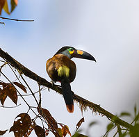 Plate-billed mountain toucan - close perch, La Planada Nature Reserve, Colombia Here it is, the treasure bird of La Planada Nature Reserve, the main reason for birders to visit, and thereby an important source of income.<br />
<br />
Within Colombia, The plate-billed mountain toucan is only found in the extreme south, in a tiny range of very wet cloud forests. <br />
<br />
On our last morning in La Planada Nature Reserve, we had our 3rd attempt of trying to find them. On the two days prior, we did hear them in the distance, but visibility was close to none. They are big, loud birds that move in pairs or even groups. So when in the right place, they aren't the hardest bird to discover. It is typical for them to attend the edge of a forest, moving to feed, and doing so loudly. Getting them in range, however, is harder, and was our main task ahead.<br />
<br />
As luck would have it, something magical happened. The "viewpoint" cleared up. We hadn't seen any sign of the sun in days, only thick white mist, but there it was. What was once plain white now revealed a beautiful deep forested valley several miles across. <br />
<br />
Now we could not only hear them, but also see them in the far distance, using binoculars. We counted six! The following hour was spent strategically luring them into our direction using well-timed playback. Sometimes they flew in the opposite direction, and we had to start all over again. <br />
<br />
Once within the 50 metres range, we tried to be smart and strategically wait out fruit trees we figured might be popular. But the birds aren't that simple minded, it seems. They do as they please. We had a good exercise running up and down hills at length to find small gaps in the canopy giving somewhat of a view.<br />
<br />
Ultimately, we captured 3 individuals, one of which is easy to recognize by its busted bill. Another interesting detail captured that is not always obvious from most photos is that plate-billed is to be taken literally. The "plate" really looks like somebody hammered a piece of wood to the side of the bill. <br />
<br />
I'll be sharing shots generously, including some that are "light-challenged". Simply because they are awesome birds and its a species worth documenting. They are under pressure due to their tiny range being fragmented, another threat is the pet trade. <br />
<br />
https://www.jungledragon.com/image/77510/plate-billed_mountain_toucan_-_first_sight_la_planada_nature_reserve_colombia.html<br />
https://www.jungledragon.com/image/77511/plate-billed_mountain_toucan_-_feeding_la_planada_nature_reserve_colombia.html<br />
https://www.jungledragon.com/image/77512/plate-billed_mountain_toucan_-_cleaning_la_planada_nature_reserve_colombia.html<br />
https://www.jungledragon.com/image/77513/plate-billed_mountain_toucan_-_frontal_la_planada_nature_reserve_colombia.html<br />
https://www.jungledragon.com/image/77514/plate-billed_mountain_toucan_-_canopy_la_planada_nature_reserve_colombia.html<br />
https://www.jungledragon.com/image/77515/plate-billed_mountain_toucan_-_closeup_la_planada_nature_reserve_colombia.html<br />
https://www.jungledragon.com/image/77516/plate-billed_mountain_toucan_-_pre-flight_la_planada_nature_reserve_colombia.html<br />
https://www.jungledragon.com/image/77518/plate-billed_mountain_toucan_-_remote_perch_la_planada_nature_reserve_colombia.html<br />
https://www.jungledragon.com/image/77519/plate-billed_mountain_toucan_-_canopy_2_la_planada_nature_reserve_colombia.html<br />
https://www.jungledragon.com/image/77520/plate-billed_mountain_toucan_-_rocket_la_planada_nature_reserve_colombia.html<br />
https://www.jungledragon.com/image/77521/plate-billed_mountain_toucan_-_close_perch_frontal_la_planada_nature_reserve_colombia.html Andigena laminirostris,Colombia,Colombia 2018,Colombia South,Fall,Geotagged,La Planada Nature Reserve,Plate-billed mountain toucan,South America