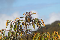 Plate-billed mountain toucan - remote perch, La Planada Nature Reserve, Colombia Here it is, the treasure bird of La Planada Nature Reserve, the main reason for birders to visit, and thereby an important source of income.<br />
<br />
Within Colombia, The plate-billed mountain toucan is only found in the extreme south, in a tiny range of very wet cloud forests. <br />
<br />
On our last morning in La Planada Nature Reserve, we had our 3rd attempt of trying to find them. On the two days prior, we did hear them in the distance, but visibility was close to none. They are big, loud birds that move in pairs or even groups. So when in the right place, they aren't the hardest bird to discover. It is typical for them to attend the edge of a forest, moving to feed, and doing so loudly. Getting them in range, however, is harder, and was our main task ahead.<br />
<br />
As luck would have it, something magical happened. The "viewpoint" cleared up. We hadn't seen any sign of the sun in days, only thick white mist, but there it was. What was once plain white now revealed a beautiful deep forested valley several miles across. <br />
<br />
Now we could not only hear them, but also see them in the far distance, using binoculars. We counted six! The following hour was spent strategically luring them into our direction using well-timed playback. Sometimes they flew in the opposite direction, and we had to start all over again. <br />
<br />
Once within the 50 metres range, we tried to be smart and strategically wait out fruit trees we figured might be popular. But the birds aren't that simple minded, it seems. They do as they please. We had a good exercise running up and down hills at length to find small gaps in the canopy giving somewhat of a view.<br />
<br />
Ultimately, we captured 3 individuals, one of which is easy to recognize by its busted bill. Another interesting detail captured that is not always obvious from most photos is that plate-billed is to be taken literally. The "plate" really looks like somebody hammered a piece of wood to the side of the bill. <br />
<br />
I'll be sharing shots generously, including some that are "light-challenged". Simply because they are awesome birds and its a species worth documenting. They are under pressure due to their tiny range being fragmented, another threat is the pet trade. <br />
<br />
https://www.jungledragon.com/image/77510/plate-billed_mountain_toucan_-_first_sight_la_planada_nature_reserve_colombia.html<br />
https://www.jungledragon.com/image/77511/plate-billed_mountain_toucan_-_feeding_la_planada_nature_reserve_colombia.html<br />
https://www.jungledragon.com/image/77512/plate-billed_mountain_toucan_-_cleaning_la_planada_nature_reserve_colombia.html<br />
https://www.jungledragon.com/image/77513/plate-billed_mountain_toucan_-_frontal_la_planada_nature_reserve_colombia.html<br />
https://www.jungledragon.com/image/77514/plate-billed_mountain_toucan_-_canopy_la_planada_nature_reserve_colombia.html<br />
https://www.jungledragon.com/image/77515/plate-billed_mountain_toucan_-_closeup_la_planada_nature_reserve_colombia.html<br />
https://www.jungledragon.com/image/77516/plate-billed_mountain_toucan_-_pre-flight_la_planada_nature_reserve_colombia.html<br />
https://www.jungledragon.com/image/77517/plate-billed_mountain_toucan_-_close_perch_la_planada_nature_reserve_colombia.html<br />
https://www.jungledragon.com/image/77519/plate-billed_mountain_toucan_-_canopy_2_la_planada_nature_reserve_colombia.html<br />
https://www.jungledragon.com/image/77520/plate-billed_mountain_toucan_-_rocket_la_planada_nature_reserve_colombia.html<br />
https://www.jungledragon.com/image/77521/plate-billed_mountain_toucan_-_close_perch_frontal_la_planada_nature_reserve_colombia.html Andigena laminirostris,Colombia,Colombia 2018,Colombia South,Fall,Geotagged,La Planada Nature Reserve,Plate-billed mountain toucan,South America