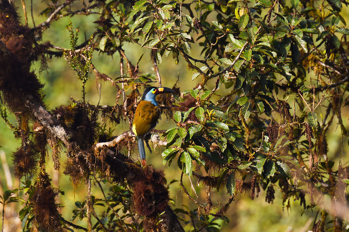 Plate-billed mountain toucan - canopy 2, La Planada Nature Reserve, Colombia Here it is, the treasure bird of La Planada Nature Reserve, the main reason for birders to visit, and thereby an important source of income.<br />
<br />
Within Colombia, The plate-billed mountain toucan is only found in the extreme south, in a tiny range of very wet cloud forests. <br />
<br />
On our last morning in La Planada Nature Reserve, we had our 3rd attempt of trying to find them. On the two days prior, we did hear them in the distance, but visibility was close to none. They are big, loud birds that move in pairs or even groups. So when in the right place, they aren't the hardest bird to discover. It is typical for them to attend the edge of a forest, moving to feed, and doing so loudly. Getting them in range, however, is harder, and was our main task ahead.<br />
<br />
As luck would have it, something magical happened. The "viewpoint" cleared up. We hadn't seen any sign of the sun in days, only thick white mist, but there it was. What was once plain white now revealed a beautiful deep forested valley several miles across. <br />
<br />
Now we could not only hear them, but also see them in the far distance, using binoculars. We counted six! The following hour was spent strategically luring them into our direction using well-timed playback. Sometimes they flew in the opposite direction, and we had to start all over again. <br />
<br />
Once within the 50 metres range, we tried to be smart and strategically wait out fruit trees we figured might be popular. But the birds aren't that simple minded, it seems. They do as they please. We had a good exercise running up and down hills at length to find small gaps in the canopy giving somewhat of a view.<br />
<br />
Ultimately, we captured 3 individuals, one of which is easy to recognize by its busted bill. Another interesting detail captured that is not always obvious from most photos is that plate-billed is to be taken literally. The "plate" really looks like somebody hammered a piece of wood to the side of the bill. <br />
<br />
I'll be sharing shots generously, including some that are "light-challenged". Simply because they are awesome birds and its a species worth documenting. They are under pressure due to their tiny range being fragmented, another threat is the pet trade. <br />
<br />
<figure class="photo"><a href="https://www.jungledragon.com/image/77510/plate-billed_mountain_toucan_-_first_sight_la_planada_nature_reserve_colombia.html" title="Plate-billed mountain toucan - first sight, La Planada Nature Reserve, Colombia"><img src="https://s3.amazonaws.com/media.jungledragon.com/images/2/77510_thumb.jpg?AWSAccessKeyId=05GMT0V3GWVNE7GGM1R2&Expires=1770854410&Signature=JQC2oQYapudm7ugOwc9zNYVRtJQ%3D" width="200" height="134" alt="Plate-billed mountain toucan - first sight, La Planada Nature Reserve, Colombia Here it is, the treasure bird of La Planada Nature Reserve, the main reason for birders to visit, and thereby an important source of income.<br />
<br />
Within Colombia, The plate-billed mountain toucan is only found in the extreme south, in a tiny range of very wet cloud forests. <br />
<br />
On our last morning in La Planada Nature Reserve, we had our 3rd attempt of trying to find them. On the two days prior, we did hear them in the distance, but visibility was close to none. They are big, loud birds that move in pairs or even groups. So when in the right place, they aren't the hardest bird to discover. It is typical for them to attend the edge of a forest, moving to feed, and doing so loudly. Getting them in range, however, is harder, and was our main task ahead.<br />
<br />
As luck would have it, something magical happened. The "viewpoint" cleared up. We hadn't seen any sign of the sun in days, only thick white mist, but there it was. What was once plain white now revealed a beautiful deep forested valley several miles across. <br />
<br />
Now we could not only hear them, but also see them in the far distance, using binoculars. We counted six! The following hour was spent strategically luring them into our direction using well-timed playback. Sometimes they flew in the opposite direction, and we had to start all over again. <br />
<br />
Once within the 50 metres range, we tried to be smart and strategically wait out fruit trees we figured might be popular. But the birds aren't that simple minded, it seems. They do as they please. We had a good exercise running up and down hills at length to find small gaps in the canopy giving somewhat of a view.<br />
<br />
Ultimately, we captured 3 individuals, one of which is easy to recognize by its busted bill. Another interesting detail captured that is not always obvious from most photos is that plate-billed is to be taken literally. The "plate" really looks like somebody hammered a piece of wood to the side of the bill. <br />
<br />
I'll be sharing shots generously, including some that are "light-challenged". Simply because they are awesome birds and its a species worth documenting. They are under pressure due to their tiny range being fragmented, another threat is the pet trade. <br />
<br />
https://www.jungledragon.com/image/77511/plate-billed_mountain_toucan_-_feeding_la_planada_nature_reserve_colombia.html<br />
https://www.jungledragon.com/image/77512/plate-billed_mountain_toucan_-_cleaning_la_planada_nature_reserve_colombia.html<br />
https://www.jungledragon.com/image/77513/plate-billed_mountain_toucan_-_frontal_la_planada_nature_reserve_colombia.html<br />
https://www.jungledragon.com/image/77514/plate-billed_mountain_toucan_-_canopy_la_planada_nature_reserve_colombia.html<br />
https://www.jungledragon.com/image/77515/plate-billed_mountain_toucan_-_closeup_la_planada_nature_reserve_colombia.html<br />
https://www.jungledragon.com/image/77516/plate-billed_mountain_toucan_-_pre-flight_la_planada_nature_reserve_colombia.html<br />
https://www.jungledragon.com/image/77517/plate-billed_mountain_toucan_-_close_perch_la_planada_nature_reserve_colombia.html<br />
https://www.jungledragon.com/image/77518/plate-billed_mountain_toucan_-_remote_perch_la_planada_nature_reserve_colombia.html<br />
https://www.jungledragon.com/image/77519/plate-billed_mountain_toucan_-_canopy_2_la_planada_nature_reserve_colombia.html<br />
https://www.jungledragon.com/image/77520/plate-billed_mountain_toucan_-_rocket_la_planada_nature_reserve_colombia.html<br />
https://www.jungledragon.com/image/77521/plate-billed_mountain_toucan_-_close_perch_frontal_la_planada_nature_reserve_colombia.html Andigena laminirostris,Colombia,Colombia 2018,Colombia South,Fall,Geotagged,La Planada Nature Reserve,Plate-billed mountain toucan,South America" /></a></figure><br />
<figure class="photo"><a href="https://www.jungledragon.com/image/77511/plate-billed_mountain_toucan_-_feeding_la_planada_nature_reserve_colombia.html" title="Plate-billed mountain toucan - feeding, La Planada Nature Reserve, Colombia"><img src="https://s3.amazonaws.com/media.jungledragon.com/images/2/77511_thumb.jpg?AWSAccessKeyId=05GMT0V3GWVNE7GGM1R2&Expires=1770854410&Signature=PLNO7UEaCybc%2F4AFFTksISTJh0Q%3D" width="200" height="134" alt="Plate-billed mountain toucan - feeding, La Planada Nature Reserve, Colombia Here it is, the treasure bird of La Planada Nature Reserve, the main reason for birders to visit, and thereby an important source of income.<br />
<br />
Within Colombia, The plate-billed mountain toucan is only found in the extreme south, in a tiny range of very wet cloud forests. <br />
<br />
On our last morning in La Planada Nature Reserve, we had our 3rd attempt of trying to find them. On the two days prior, we did hear them in the distance, but visibility was close to none. They are big, loud birds that move in pairs or even groups. So when in the right place, they aren't the hardest bird to discover. It is typical for them to attend the edge of a forest, moving to feed, and doing so loudly. Getting them in range, however, is harder, and was our main task ahead.<br />
<br />
As luck would have it, something magical happened. The "viewpoint" cleared up. We hadn't seen any sign of the sun in days, only thick white mist, but there it was. What was once plain white now revealed a beautiful deep forested valley several miles across. <br />
<br />
Now we could not only hear them, but also see them in the far distance, using binoculars. We counted six! The following hour was spent strategically luring them into our direction using well-timed playback. Sometimes they flew in the opposite direction, and we had to start all over again. <br />
<br />
Once within the 50 metres range, we tried to be smart and strategically wait out fruit trees we figured might be popular. But the birds aren't that simple minded, it seems. They do as they please. We had a good exercise running up and down hills at length to find small gaps in the canopy giving somewhat of a view.<br />
<br />
Ultimately, we captured 3 individuals, one of which is easy to recognize by its busted bill. Another interesting detail captured that is not always obvious from most photos is that plate-billed is to be taken literally. The "plate" really looks like somebody hammered a piece of wood to the side of the bill. <br />
<br />
I'll be sharing shots generously, including some that are "light-challenged". Simply because they are awesome birds and its a species worth documenting. They are under pressure due to their tiny range being fragmented, another threat is the pet trade. <br />
<br />
https://www.jungledragon.com/image/77510/plate-billed_mountain_toucan_-_first_sight_la_planada_nature_reserve_colombia.html<br />
https://www.jungledragon.com/image/77512/plate-billed_mountain_toucan_-_cleaning_la_planada_nature_reserve_colombia.html<br />
https://www.jungledragon.com/image/77513/plate-billed_mountain_toucan_-_frontal_la_planada_nature_reserve_colombia.html<br />
https://www.jungledragon.com/image/77514/plate-billed_mountain_toucan_-_canopy_la_planada_nature_reserve_colombia.html<br />
https://www.jungledragon.com/image/77515/plate-billed_mountain_toucan_-_closeup_la_planada_nature_reserve_colombia.html<br />
https://www.jungledragon.com/image/77516/plate-billed_mountain_toucan_-_pre-flight_la_planada_nature_reserve_colombia.html<br />
https://www.jungledragon.com/image/77517/plate-billed_mountain_toucan_-_close_perch_la_planada_nature_reserve_colombia.html<br />
https://www.jungledragon.com/image/77518/plate-billed_mountain_toucan_-_remote_perch_la_planada_nature_reserve_colombia.html<br />
https://www.jungledragon.com/image/77519/plate-billed_mountain_toucan_-_canopy_2_la_planada_nature_reserve_colombia.html<br />
https://www.jungledragon.com/image/77520/plate-billed_mountain_toucan_-_rocket_la_planada_nature_reserve_colombia.html<br />
https://www.jungledragon.com/image/77521/plate-billed_mountain_toucan_-_close_perch_frontal_la_planada_nature_reserve_colombia.html Andigena laminirostris,Colombia,Colombia 2018,Colombia South,La Planada Nature Reserve,Plate-billed mountain toucan,South America" /></a></figure><br />
<figure class="photo"><a href="https://www.jungledragon.com/image/77512/plate-billed_mountain_toucan_-_cleaning_la_planada_nature_reserve_colombia.html" title="Plate-billed mountain toucan - cleaning, La Planada Nature Reserve, Colombia"><img src="https://s3.amazonaws.com/media.jungledragon.com/images/2/77512_thumb.jpg?AWSAccessKeyId=05GMT0V3GWVNE7GGM1R2&Expires=1770854410&Signature=oQG6zJitTfvWyUf9mO5nPB2cl3Y%3D" width="200" height="134" alt="Plate-billed mountain toucan - cleaning, La Planada Nature Reserve, Colombia Here it is, the treasure bird of La Planada Nature Reserve, the main reason for birders to visit, and thereby an important source of income.<br />
<br />
Within Colombia, The plate-billed mountain toucan is only found in the extreme south, in a tiny range of very wet cloud forests. <br />
<br />
On our last morning in La Planada Nature Reserve, we had our 3rd attempt of trying to find them. On the two days prior, we did hear them in the distance, but visibility was close to none. They are big, loud birds that move in pairs or even groups. So when in the right place, they aren't the hardest bird to discover. It is typical for them to attend the edge of a forest, moving to feed, and doing so loudly. Getting them in range, however, is harder, and was our main task ahead.<br />
<br />
As luck would have it, something magical happened. The "viewpoint" cleared up. We hadn't seen any sign of the sun in days, only thick white mist, but there it was. What was once plain white now revealed a beautiful deep forested valley several miles across. <br />
<br />
Now we could not only hear them, but also see them in the far distance, using binoculars. We counted six! The following hour was spent strategically luring them into our direction using well-timed playback. Sometimes they flew in the opposite direction, and we had to start all over again. <br />
<br />
Once within the 50 metres range, we tried to be smart and strategically wait out fruit trees we figured might be popular. But the birds aren't that simple minded, it seems. They do as they please. We had a good exercise running up and down hills at length to find small gaps in the canopy giving somewhat of a view.<br />
<br />
Ultimately, we captured 3 individuals, one of which is easy to recognize by its busted bill. Another interesting detail captured that is not always obvious from most photos is that plate-billed is to be taken literally. The "plate" really looks like somebody hammered a piece of wood to the side of the bill. <br />
<br />
I'll be sharing shots generously, including some that are "light-challenged". Simply because they are awesome birds and its a species worth documenting. They are under pressure due to their tiny range being fragmented, another threat is the pet trade. <br />
<br />
https://www.jungledragon.com/image/77510/plate-billed_mountain_toucan_-_first_sight_la_planada_nature_reserve_colombia.html<br />
https://www.jungledragon.com/image/77511/plate-billed_mountain_toucan_-_feeding_la_planada_nature_reserve_colombia.html<br />
https://www.jungledragon.com/image/77513/plate-billed_mountain_toucan_-_frontal_la_planada_nature_reserve_colombia.html<br />
https://www.jungledragon.com/image/77514/plate-billed_mountain_toucan_-_canopy_la_planada_nature_reserve_colombia.html<br />
https://www.jungledragon.com/image/77515/plate-billed_mountain_toucan_-_closeup_la_planada_nature_reserve_colombia.html<br />
https://www.jungledragon.com/image/77516/plate-billed_mountain_toucan_-_pre-flight_la_planada_nature_reserve_colombia.html<br />
https://www.jungledragon.com/image/77517/plate-billed_mountain_toucan_-_close_perch_la_planada_nature_reserve_colombia.html<br />
https://www.jungledragon.com/image/77518/plate-billed_mountain_toucan_-_remote_perch_la_planada_nature_reserve_colombia.html<br />
https://www.jungledragon.com/image/77519/plate-billed_mountain_toucan_-_canopy_2_la_planada_nature_reserve_colombia.html<br />
https://www.jungledragon.com/image/77520/plate-billed_mountain_toucan_-_rocket_la_planada_nature_reserve_colombia.html<br />
https://www.jungledragon.com/image/77521/plate-billed_mountain_toucan_-_close_perch_frontal_la_planada_nature_reserve_colombia.html Andigena laminirostris,Colombia,Colombia 2018,Colombia South,Fall,Geotagged,La Planada Nature Reserve,Plate-billed mountain toucan,South America" /></a></figure><br />
<figure class="photo"><a href="https://www.jungledragon.com/image/77513/plate-billed_mountain_toucan_-_frontal_la_planada_nature_reserve_colombia.html" title="Plate-billed mountain toucan - frontal, La Planada Nature Reserve, Colombia"><img src="https://s3.amazonaws.com/media.jungledragon.com/images/2/77513_thumb.jpg?AWSAccessKeyId=05GMT0V3GWVNE7GGM1R2&Expires=1770854410&Signature=C%2BETb6UedFych4V%2BmPgI%2FFoz9TQ%3D" width="102" height="152" alt="Plate-billed mountain toucan - frontal, La Planada Nature Reserve, Colombia Here it is, the treasure bird of La Planada Nature Reserve, the main reason for birders to visit, and thereby an important source of income.<br />
<br />
Within Colombia, The plate-billed mountain toucan is only found in the extreme south, in a tiny range of very wet cloud forests. <br />
<br />
On our last morning in La Planada Nature Reserve, we had our 3rd attempt of trying to find them. On the two days prior, we did hear them in the distance, but visibility was close to none. They are big, loud birds that move in pairs or even groups. So when in the right place, they aren't the hardest bird to discover. It is typical for them to attend the edge of a forest, moving to feed, and doing so loudly. Getting them in range, however, is harder, and was our main task ahead.<br />
<br />
As luck would have it, something magical happened. The "viewpoint" cleared up. We hadn't seen any sign of the sun in days, only thick white mist, but there it was. What was once plain white now revealed a beautiful deep forested valley several miles across. <br />
<br />
Now we could not only hear them, but also see them in the far distance, using binoculars. We counted six! The following hour was spent strategically luring them into our direction using well-timed playback. Sometimes they flew in the opposite direction, and we had to start all over again. <br />
<br />
Once within the 50 metres range, we tried to be smart and strategically wait out fruit trees we figured might be popular. But the birds aren't that simple minded, it seems. They do as they please. We had a good exercise running up and down hills at length to find small gaps in the canopy giving somewhat of a view.<br />
<br />
Ultimately, we captured 3 individuals, one of which is easy to recognize by its busted bill. Another interesting detail captured that is not always obvious from most photos is that plate-billed is to be taken literally. The "plate" really looks like somebody hammered a piece of wood to the side of the bill. <br />
<br />
I'll be sharing shots generously, including some that are "light-challenged". Simply because they are awesome birds and its a species worth documenting. They are under pressure due to their tiny range being fragmented, another threat is the pet trade. <br />
<br />
https://www.jungledragon.com/image/77510/plate-billed_mountain_toucan_-_first_sight_la_planada_nature_reserve_colombia.html<br />
https://www.jungledragon.com/image/77511/plate-billed_mountain_toucan_-_feeding_la_planada_nature_reserve_colombia.html<br />
https://www.jungledragon.com/image/77512/plate-billed_mountain_toucan_-_cleaning_la_planada_nature_reserve_colombia.html<br />
https://www.jungledragon.com/image/77514/plate-billed_mountain_toucan_-_canopy_la_planada_nature_reserve_colombia.html<br />
https://www.jungledragon.com/image/77515/plate-billed_mountain_toucan_-_closeup_la_planada_nature_reserve_colombia.html<br />
https://www.jungledragon.com/image/77516/plate-billed_mountain_toucan_-_pre-flight_la_planada_nature_reserve_colombia.html<br />
https://www.jungledragon.com/image/77517/plate-billed_mountain_toucan_-_close_perch_la_planada_nature_reserve_colombia.html<br />
https://www.jungledragon.com/image/77518/plate-billed_mountain_toucan_-_remote_perch_la_planada_nature_reserve_colombia.html<br />
https://www.jungledragon.com/image/77519/plate-billed_mountain_toucan_-_canopy_2_la_planada_nature_reserve_colombia.html<br />
https://www.jungledragon.com/image/77520/plate-billed_mountain_toucan_-_rocket_la_planada_nature_reserve_colombia.html<br />
https://www.jungledragon.com/image/77521/plate-billed_mountain_toucan_-_close_perch_frontal_la_planada_nature_reserve_colombia.html Andigena laminirostris,Colombia,Colombia 2018,Colombia South,Fall,Geotagged,La Planada Nature Reserve,Plate-billed mountain toucan,South America" /></a></figure><br />
<figure class="photo"><a href="https://www.jungledragon.com/image/77514/plate-billed_mountain_toucan_-_canopy_la_planada_nature_reserve_colombia.html" title="Plate-billed mountain toucan - canopy, La Planada Nature Reserve, Colombia"><img src="https://s3.amazonaws.com/media.jungledragon.com/images/2/77514_thumb.jpg?AWSAccessKeyId=05GMT0V3GWVNE7GGM1R2&Expires=1770854410&Signature=cWkKT68vuqIo96nYVWv3O5gRcos%3D" width="200" height="134" alt="Plate-billed mountain toucan - canopy, La Planada Nature Reserve, Colombia Here it is, the treasure bird of La Planada Nature Reserve, the main reason for birders to visit, and thereby an important source of income.<br />
<br />
Within Colombia, The plate-billed mountain toucan is only found in the extreme south, in a tiny range of very wet cloud forests. <br />
<br />
On our last morning in La Planada Nature Reserve, we had our 3rd attempt of trying to find them. On the two days prior, we did hear them in the distance, but visibility was close to none. They are big, loud birds that move in pairs or even groups. So when in the right place, they aren't the hardest bird to discover. It is typical for them to attend the edge of a forest, moving to feed, and doing so loudly. Getting them in range, however, is harder, and was our main task ahead.<br />
<br />
As luck would have it, something magical happened. The "viewpoint" cleared up. We hadn't seen any sign of the sun in days, only thick white mist, but there it was. What was once plain white now revealed a beautiful deep forested valley several miles across. <br />
<br />
Now we could not only hear them, but also see them in the far distance, using binoculars. We counted six! The following hour was spent strategically luring them into our direction using well-timed playback. Sometimes they flew in the opposite direction, and we had to start all over again. <br />
<br />
Once within the 50 metres range, we tried to be smart and strategically wait out fruit trees we figured might be popular. But the birds aren't that simple minded, it seems. They do as they please. We had a good exercise running up and down hills at length to find small gaps in the canopy giving somewhat of a view.<br />
<br />
Ultimately, we captured 3 individuals, one of which is easy to recognize by its busted bill. Another interesting detail captured that is not always obvious from most photos is that plate-billed is to be taken literally. The "plate" really looks like somebody hammered a piece of wood to the side of the bill. <br />
<br />
I'll be sharing shots generously, including some that are "light-challenged". Simply because they are awesome birds and its a species worth documenting. They are under pressure due to their tiny range being fragmented, another threat is the pet trade. <br />
<br />
https://www.jungledragon.com/image/77510/plate-billed_mountain_toucan_-_first_sight_la_planada_nature_reserve_colombia.html<br />
https://www.jungledragon.com/image/77511/plate-billed_mountain_toucan_-_feeding_la_planada_nature_reserve_colombia.html<br />
https://www.jungledragon.com/image/77512/plate-billed_mountain_toucan_-_cleaning_la_planada_nature_reserve_colombia.html<br />
https://www.jungledragon.com/image/77513/plate-billed_mountain_toucan_-_frontal_la_planada_nature_reserve_colombia.html<br />
https://www.jungledragon.com/image/77515/plate-billed_mountain_toucan_-_closeup_la_planada_nature_reserve_colombia.html<br />
https://www.jungledragon.com/image/77516/plate-billed_mountain_toucan_-_pre-flight_la_planada_nature_reserve_colombia.html<br />
https://www.jungledragon.com/image/77517/plate-billed_mountain_toucan_-_close_perch_la_planada_nature_reserve_colombia.html<br />
https://www.jungledragon.com/image/77518/plate-billed_mountain_toucan_-_remote_perch_la_planada_nature_reserve_colombia.html<br />
https://www.jungledragon.com/image/77519/plate-billed_mountain_toucan_-_canopy_2_la_planada_nature_reserve_colombia.html<br />
https://www.jungledragon.com/image/77520/plate-billed_mountain_toucan_-_rocket_la_planada_nature_reserve_colombia.html<br />
https://www.jungledragon.com/image/77521/plate-billed_mountain_toucan_-_close_perch_frontal_la_planada_nature_reserve_colombia.html Andigena laminirostris,Colombia,Colombia 2018,Colombia South,Fall,Geotagged,La Planada Nature Reserve,Plate-billed mountain toucan,South America" /></a></figure><br />
<figure class="photo"><a href="https://www.jungledragon.com/image/77515/plate-billed_mountain_toucan_-_closeup_la_planada_nature_reserve_colombia.html" title="Plate-billed mountain toucan - closeup, La Planada Nature Reserve, Colombia"><img src="https://s3.amazonaws.com/media.jungledragon.com/images/2/77515_thumb.jpg?AWSAccessKeyId=05GMT0V3GWVNE7GGM1R2&Expires=1770854410&Signature=Tj8ZowrbM2EeWzU9U%2Faf%2FaN7g4Q%3D" width="112" height="152" alt="Plate-billed mountain toucan - closeup, La Planada Nature Reserve, Colombia Here it is, the treasure bird of La Planada Nature Reserve, the main reason for birders to visit, and thereby an important source of income.<br />
<br />
Within Colombia, The plate-billed mountain toucan is only found in the extreme south, in a tiny range of very wet cloud forests. <br />
<br />
On our last morning in La Planada Nature Reserve, we had our 3rd attempt of trying to find them. On the two days prior, we did hear them in the distance, but visibility was close to none. They are big, loud birds that move in pairs or even groups. So when in the right place, they aren't the hardest bird to discover. It is typical for them to attend the edge of a forest, moving to feed, and doing so loudly. Getting them in range, however, is harder, and was our main task ahead.<br />
<br />
As luck would have it, something magical happened. The "viewpoint" cleared up. We hadn't seen any sign of the sun in days, only thick white mist, but there it was. What was once plain white now revealed a beautiful deep forested valley several miles across. <br />
<br />
Now we could not only hear them, but also see them in the far distance, using binoculars. We counted six! The following hour was spent strategically luring them into our direction using well-timed playback. Sometimes they flew in the opposite direction, and we had to start all over again. <br />
<br />
Once within the 50 metres range, we tried to be smart and strategically wait out fruit trees we figured might be popular. But the birds aren't that simple minded, it seems. They do as they please. We had a good exercise running up and down hills at length to find small gaps in the canopy giving somewhat of a view.<br />
<br />
Ultimately, we captured 3 individuals, one of which is easy to recognize by its busted bill. Another interesting detail captured that is not always obvious from most photos is that plate-billed is to be taken literally. The "plate" really looks like somebody hammered a piece of wood to the side of the bill. <br />
<br />
I'll be sharing shots generously, including some that are "light-challenged". Simply because they are awesome birds and its a species worth documenting. They are under pressure due to their tiny range being fragmented, another threat is the pet trade. <br />
<br />
https://www.jungledragon.com/image/77510/plate-billed_mountain_toucan_-_first_sight_la_planada_nature_reserve_colombia.html<br />
https://www.jungledragon.com/image/77511/plate-billed_mountain_toucan_-_feeding_la_planada_nature_reserve_colombia.html<br />
https://www.jungledragon.com/image/77512/plate-billed_mountain_toucan_-_cleaning_la_planada_nature_reserve_colombia.html<br />
https://www.jungledragon.com/image/77513/plate-billed_mountain_toucan_-_frontal_la_planada_nature_reserve_colombia.html<br />
https://www.jungledragon.com/image/77514/plate-billed_mountain_toucan_-_canopy_la_planada_nature_reserve_colombia.html<br />
https://www.jungledragon.com/image/77516/plate-billed_mountain_toucan_-_pre-flight_la_planada_nature_reserve_colombia.html<br />
https://www.jungledragon.com/image/77517/plate-billed_mountain_toucan_-_close_perch_la_planada_nature_reserve_colombia.html<br />
https://www.jungledragon.com/image/77518/plate-billed_mountain_toucan_-_remote_perch_la_planada_nature_reserve_colombia.html<br />
https://www.jungledragon.com/image/77519/plate-billed_mountain_toucan_-_canopy_2_la_planada_nature_reserve_colombia.html<br />
https://www.jungledragon.com/image/77520/plate-billed_mountain_toucan_-_rocket_la_planada_nature_reserve_colombia.html<br />
https://www.jungledragon.com/image/77521/plate-billed_mountain_toucan_-_close_perch_frontal_la_planada_nature_reserve_colombia.html Andigena laminirostris,Colombia,Colombia 2018,Colombia South,Fall,Geotagged,La Planada Nature Reserve,Plate-billed mountain toucan,South America" /></a></figure><br />
<figure class="photo"><a href="https://www.jungledragon.com/image/77516/plate-billed_mountain_toucan_-_pre-flight_la_planada_nature_reserve_colombia.html" title="Plate-billed mountain toucan - pre-flight, La Planada Nature Reserve, Colombia"><img src="https://s3.amazonaws.com/media.jungledragon.com/images/2/77516_thumb.jpg?AWSAccessKeyId=05GMT0V3GWVNE7GGM1R2&Expires=1770854410&Signature=p98X257Oln%2FhHkZ%2FtU7C4fCdqbE%3D" width="200" height="134" alt="Plate-billed mountain toucan - pre-flight, La Planada Nature Reserve, Colombia Here it is, the treasure bird of La Planada Nature Reserve, the main reason for birders to visit, and thereby an important source of income.<br />
<br />
Within Colombia, The plate-billed mountain toucan is only found in the extreme south, in a tiny range of very wet cloud forests. <br />
<br />
On our last morning in La Planada Nature Reserve, we had our 3rd attempt of trying to find them. On the two days prior, we did hear them in the distance, but visibility was close to none. They are big, loud birds that move in pairs or even groups. So when in the right place, they aren't the hardest bird to discover. It is typical for them to attend the edge of a forest, moving to feed, and doing so loudly. Getting them in range, however, is harder, and was our main task ahead.<br />
<br />
As luck would have it, something magical happened. The "viewpoint" cleared up. We hadn't seen any sign of the sun in days, only thick white mist, but there it was. What was once plain white now revealed a beautiful deep forested valley several miles across. <br />
<br />
Now we could not only hear them, but also see them in the far distance, using binoculars. We counted six! The following hour was spent strategically luring them into our direction using well-timed playback. Sometimes they flew in the opposite direction, and we had to start all over again. <br />
<br />
Once within the 50 metres range, we tried to be smart and strategically wait out fruit trees we figured might be popular. But the birds aren't that simple minded, it seems. They do as they please. We had a good exercise running up and down hills at length to find small gaps in the canopy giving somewhat of a view.<br />
<br />
Ultimately, we captured 3 individuals, one of which is easy to recognize by its busted bill. Another interesting detail captured that is not always obvious from most photos is that plate-billed is to be taken literally. The "plate" really looks like somebody hammered a piece of wood to the side of the bill. <br />
<br />
I'll be sharing shots generously, including some that are "light-challenged". Simply because they are awesome birds and its a species worth documenting. They are under pressure due to their tiny range being fragmented, another threat is the pet trade. <br />
<br />
https://www.jungledragon.com/image/77510/plate-billed_mountain_toucan_-_first_sight_la_planada_nature_reserve_colombia.html<br />
https://www.jungledragon.com/image/77511/plate-billed_mountain_toucan_-_feeding_la_planada_nature_reserve_colombia.html<br />
https://www.jungledragon.com/image/77512/plate-billed_mountain_toucan_-_cleaning_la_planada_nature_reserve_colombia.html<br />
https://www.jungledragon.com/image/77513/plate-billed_mountain_toucan_-_frontal_la_planada_nature_reserve_colombia.html<br />
https://www.jungledragon.com/image/77514/plate-billed_mountain_toucan_-_canopy_la_planada_nature_reserve_colombia.html<br />
https://www.jungledragon.com/image/77515/plate-billed_mountain_toucan_-_closeup_la_planada_nature_reserve_colombia.html<br />
https://www.jungledragon.com/image/77517/plate-billed_mountain_toucan_-_close_perch_la_planada_nature_reserve_colombia.html<br />
https://www.jungledragon.com/image/77518/plate-billed_mountain_toucan_-_remote_perch_la_planada_nature_reserve_colombia.html<br />
https://www.jungledragon.com/image/77519/plate-billed_mountain_toucan_-_canopy_2_la_planada_nature_reserve_colombia.html<br />
https://www.jungledragon.com/image/77520/plate-billed_mountain_toucan_-_rocket_la_planada_nature_reserve_colombia.html<br />
https://www.jungledragon.com/image/77521/plate-billed_mountain_toucan_-_close_perch_frontal_la_planada_nature_reserve_colombia.html Andigena laminirostris,Colombia,Colombia 2018,Colombia South,Fall,Geotagged,La Planada Nature Reserve,Plate-billed mountain toucan,South America" /></a></figure><br />
<figure class="photo"><a href="https://www.jungledragon.com/image/77517/plate-billed_mountain_toucan_-_close_perch_la_planada_nature_reserve_colombia.html" title="Plate-billed mountain toucan - close perch, La Planada Nature Reserve, Colombia"><img src="https://s3.amazonaws.com/media.jungledragon.com/images/2/77517_thumb.jpg?AWSAccessKeyId=05GMT0V3GWVNE7GGM1R2&Expires=1770854410&Signature=cs4dQWD7fo83uKHR8aWbzleGdxE%3D" width="200" height="198" alt="Plate-billed mountain toucan - close perch, La Planada Nature Reserve, Colombia Here it is, the treasure bird of La Planada Nature Reserve, the main reason for birders to visit, and thereby an important source of income.<br />
<br />
Within Colombia, The plate-billed mountain toucan is only found in the extreme south, in a tiny range of very wet cloud forests. <br />
<br />
On our last morning in La Planada Nature Reserve, we had our 3rd attempt of trying to find them. On the two days prior, we did hear them in the distance, but visibility was close to none. They are big, loud birds that move in pairs or even groups. So when in the right place, they aren't the hardest bird to discover. It is typical for them to attend the edge of a forest, moving to feed, and doing so loudly. Getting them in range, however, is harder, and was our main task ahead.<br />
<br />
As luck would have it, something magical happened. The "viewpoint" cleared up. We hadn't seen any sign of the sun in days, only thick white mist, but there it was. What was once plain white now revealed a beautiful deep forested valley several miles across. <br />
<br />
Now we could not only hear them, but also see them in the far distance, using binoculars. We counted six! The following hour was spent strategically luring them into our direction using well-timed playback. Sometimes they flew in the opposite direction, and we had to start all over again. <br />
<br />
Once within the 50 metres range, we tried to be smart and strategically wait out fruit trees we figured might be popular. But the birds aren't that simple minded, it seems. They do as they please. We had a good exercise running up and down hills at length to find small gaps in the canopy giving somewhat of a view.<br />
<br />
Ultimately, we captured 3 individuals, one of which is easy to recognize by its busted bill. Another interesting detail captured that is not always obvious from most photos is that plate-billed is to be taken literally. The "plate" really looks like somebody hammered a piece of wood to the side of the bill. <br />
<br />
I'll be sharing shots generously, including some that are "light-challenged". Simply because they are awesome birds and its a species worth documenting. They are under pressure due to their tiny range being fragmented, another threat is the pet trade. <br />
<br />
https://www.jungledragon.com/image/77510/plate-billed_mountain_toucan_-_first_sight_la_planada_nature_reserve_colombia.html<br />
https://www.jungledragon.com/image/77511/plate-billed_mountain_toucan_-_feeding_la_planada_nature_reserve_colombia.html<br />
https://www.jungledragon.com/image/77512/plate-billed_mountain_toucan_-_cleaning_la_planada_nature_reserve_colombia.html<br />
https://www.jungledragon.com/image/77513/plate-billed_mountain_toucan_-_frontal_la_planada_nature_reserve_colombia.html<br />
https://www.jungledragon.com/image/77514/plate-billed_mountain_toucan_-_canopy_la_planada_nature_reserve_colombia.html<br />
https://www.jungledragon.com/image/77515/plate-billed_mountain_toucan_-_closeup_la_planada_nature_reserve_colombia.html<br />
https://www.jungledragon.com/image/77516/plate-billed_mountain_toucan_-_pre-flight_la_planada_nature_reserve_colombia.html<br />
https://www.jungledragon.com/image/77518/plate-billed_mountain_toucan_-_remote_perch_la_planada_nature_reserve_colombia.html<br />
https://www.jungledragon.com/image/77519/plate-billed_mountain_toucan_-_canopy_2_la_planada_nature_reserve_colombia.html<br />
https://www.jungledragon.com/image/77520/plate-billed_mountain_toucan_-_rocket_la_planada_nature_reserve_colombia.html<br />
https://www.jungledragon.com/image/77521/plate-billed_mountain_toucan_-_close_perch_frontal_la_planada_nature_reserve_colombia.html Andigena laminirostris,Colombia,Colombia 2018,Colombia South,Fall,Geotagged,La Planada Nature Reserve,Plate-billed mountain toucan,South America" /></a></figure><br />
<figure class="photo"><a href="https://www.jungledragon.com/image/77518/plate-billed_mountain_toucan_-_remote_perch_la_planada_nature_reserve_colombia.html" title="Plate-billed mountain toucan - remote perch, La Planada Nature Reserve, Colombia"><img src="https://s3.amazonaws.com/media.jungledragon.com/images/2/77518_thumb.jpg?AWSAccessKeyId=05GMT0V3GWVNE7GGM1R2&Expires=1770854410&Signature=YvnmAMix6Z6Vc65td97gyQo4wRE%3D" width="200" height="134" alt="Plate-billed mountain toucan - remote perch, La Planada Nature Reserve, Colombia Here it is, the treasure bird of La Planada Nature Reserve, the main reason for birders to visit, and thereby an important source of income.<br />
<br />
Within Colombia, The plate-billed mountain toucan is only found in the extreme south, in a tiny range of very wet cloud forests. <br />
<br />
On our last morning in La Planada Nature Reserve, we had our 3rd attempt of trying to find them. On the two days prior, we did hear them in the distance, but visibility was close to none. They are big, loud birds that move in pairs or even groups. So when in the right place, they aren't the hardest bird to discover. It is typical for them to attend the edge of a forest, moving to feed, and doing so loudly. Getting them in range, however, is harder, and was our main task ahead.<br />
<br />
As luck would have it, something magical happened. The "viewpoint" cleared up. We hadn't seen any sign of the sun in days, only thick white mist, but there it was. What was once plain white now revealed a beautiful deep forested valley several miles across. <br />
<br />
Now we could not only hear them, but also see them in the far distance, using binoculars. We counted six! The following hour was spent strategically luring them into our direction using well-timed playback. Sometimes they flew in the opposite direction, and we had to start all over again. <br />
<br />
Once within the 50 metres range, we tried to be smart and strategically wait out fruit trees we figured might be popular. But the birds aren't that simple minded, it seems. They do as they please. We had a good exercise running up and down hills at length to find small gaps in the canopy giving somewhat of a view.<br />
<br />
Ultimately, we captured 3 individuals, one of which is easy to recognize by its busted bill. Another interesting detail captured that is not always obvious from most photos is that plate-billed is to be taken literally. The "plate" really looks like somebody hammered a piece of wood to the side of the bill. <br />
<br />
I'll be sharing shots generously, including some that are "light-challenged". Simply because they are awesome birds and its a species worth documenting. They are under pressure due to their tiny range being fragmented, another threat is the pet trade. <br />
<br />
https://www.jungledragon.com/image/77510/plate-billed_mountain_toucan_-_first_sight_la_planada_nature_reserve_colombia.html<br />
https://www.jungledragon.com/image/77511/plate-billed_mountain_toucan_-_feeding_la_planada_nature_reserve_colombia.html<br />
https://www.jungledragon.com/image/77512/plate-billed_mountain_toucan_-_cleaning_la_planada_nature_reserve_colombia.html<br />
https://www.jungledragon.com/image/77513/plate-billed_mountain_toucan_-_frontal_la_planada_nature_reserve_colombia.html<br />
https://www.jungledragon.com/image/77514/plate-billed_mountain_toucan_-_canopy_la_planada_nature_reserve_colombia.html<br />
https://www.jungledragon.com/image/77515/plate-billed_mountain_toucan_-_closeup_la_planada_nature_reserve_colombia.html<br />
https://www.jungledragon.com/image/77516/plate-billed_mountain_toucan_-_pre-flight_la_planada_nature_reserve_colombia.html<br />
https://www.jungledragon.com/image/77517/plate-billed_mountain_toucan_-_close_perch_la_planada_nature_reserve_colombia.html<br />
https://www.jungledragon.com/image/77519/plate-billed_mountain_toucan_-_canopy_2_la_planada_nature_reserve_colombia.html<br />
https://www.jungledragon.com/image/77520/plate-billed_mountain_toucan_-_rocket_la_planada_nature_reserve_colombia.html<br />
https://www.jungledragon.com/image/77521/plate-billed_mountain_toucan_-_close_perch_frontal_la_planada_nature_reserve_colombia.html Andigena laminirostris,Colombia,Colombia 2018,Colombia South,Fall,Geotagged,La Planada Nature Reserve,Plate-billed mountain toucan,South America" /></a></figure><br />
<figure class="photo"><a href="https://www.jungledragon.com/image/77520/plate-billed_mountain_toucan_-_rocket_la_planada_nature_reserve_colombia.html" title="Plate-billed mountain toucan - rocket, La Planada Nature Reserve, Colombia"><img src="https://s3.amazonaws.com/media.jungledragon.com/images/2/77520_thumb.jpg?AWSAccessKeyId=05GMT0V3GWVNE7GGM1R2&Expires=1770854410&Signature=ip3Rry%2FX1HrAdX%2FVUb5LDoj1qjw%3D" width="200" height="134" alt="Plate-billed mountain toucan - rocket, La Planada Nature Reserve, Colombia Here it is, the treasure bird of La Planada Nature Reserve, the main reason for birders to visit, and thereby an important source of income.<br />
<br />
Within Colombia, The plate-billed mountain toucan is only found in the extreme south, in a tiny range of very wet cloud forests. <br />
<br />
On our last morning in La Planada Nature Reserve, we had our 3rd attempt of trying to find them. On the two days prior, we did hear them in the distance, but visibility was close to none. They are big, loud birds that move in pairs or even groups. So when in the right place, they aren't the hardest bird to discover. It is typical for them to attend the edge of a forest, moving to feed, and doing so loudly. Getting them in range, however, is harder, and was our main task ahead.<br />
<br />
As luck would have it, something magical happened. The "viewpoint" cleared up. We hadn't seen any sign of the sun in days, only thick white mist, but there it was. What was once plain white now revealed a beautiful deep forested valley several miles across. <br />
<br />
Now we could not only hear them, but also see them in the far distance, using binoculars. We counted six! The following hour was spent strategically luring them into our direction using well-timed playback. Sometimes they flew in the opposite direction, and we had to start all over again. <br />
<br />
Once within the 50 metres range, we tried to be smart and strategically wait out fruit trees we figured might be popular. But the birds aren't that simple minded, it seems. They do as they please. We had a good exercise running up and down hills at length to find small gaps in the canopy giving somewhat of a view.<br />
<br />
Ultimately, we captured 3 individuals, one of which is easy to recognize by its busted bill. Another interesting detail captured that is not always obvious from most photos is that plate-billed is to be taken literally. The "plate" really looks like somebody hammered a piece of wood to the side of the bill. <br />
<br />
I'll be sharing shots generously, including some that are "light-challenged". Simply because they are awesome birds and its a species worth documenting. They are under pressure due to their tiny range being fragmented, another threat is the pet trade. <br />
<br />
https://www.jungledragon.com/image/77510/plate-billed_mountain_toucan_-_first_sight_la_planada_nature_reserve_colombia.html<br />
https://www.jungledragon.com/image/77511/plate-billed_mountain_toucan_-_feeding_la_planada_nature_reserve_colombia.html<br />
https://www.jungledragon.com/image/77512/plate-billed_mountain_toucan_-_cleaning_la_planada_nature_reserve_colombia.html<br />
https://www.jungledragon.com/image/77513/plate-billed_mountain_toucan_-_frontal_la_planada_nature_reserve_colombia.html<br />
https://www.jungledragon.com/image/77514/plate-billed_mountain_toucan_-_canopy_la_planada_nature_reserve_colombia.html<br />
https://www.jungledragon.com/image/77515/plate-billed_mountain_toucan_-_closeup_la_planada_nature_reserve_colombia.html<br />
https://www.jungledragon.com/image/77516/plate-billed_mountain_toucan_-_pre-flight_la_planada_nature_reserve_colombia.html<br />
https://www.jungledragon.com/image/77517/plate-billed_mountain_toucan_-_close_perch_la_planada_nature_reserve_colombia.html<br />
https://www.jungledragon.com/image/77518/plate-billed_mountain_toucan_-_remote_perch_la_planada_nature_reserve_colombia.html<br />
https://www.jungledragon.com/image/77519/plate-billed_mountain_toucan_-_canopy_2_la_planada_nature_reserve_colombia.html<br />
https://www.jungledragon.com/image/77521/plate-billed_mountain_toucan_-_close_perch_frontal_la_planada_nature_reserve_colombia.html Andigena laminirostris,Colombia,Colombia 2018,Colombia South,Fall,Geotagged,La Planada Nature Reserve,Plate-billed mountain toucan,South America" /></a></figure><br />
<figure class="photo"><a href="https://www.jungledragon.com/image/77521/plate-billed_mountain_toucan_-_close_perch_frontal_la_planada_nature_reserve_colombia.html" title="Plate-billed mountain toucan - close perch frontal, La Planada Nature Reserve, Colombia"><img src="https://s3.amazonaws.com/media.jungledragon.com/images/2/77521_thumb.jpg?AWSAccessKeyId=05GMT0V3GWVNE7GGM1R2&Expires=1770854410&Signature=1CVRusRcIfar%2F73PMEaPxZldR2I%3D" width="150" height="152" alt="Plate-billed mountain toucan - close perch frontal, La Planada Nature Reserve, Colombia Here it is, the treasure bird of La Planada Nature Reserve, the main reason for birders to visit, and thereby an important source of income.<br />
<br />
Within Colombia, The plate-billed mountain toucan is only found in the extreme south, in a tiny range of very wet cloud forests. <br />
<br />
On our last morning in La Planada Nature Reserve, we had our 3rd attempt of trying to find them. On the two days prior, we did hear them in the distance, but visibility was close to none. They are big, loud birds that move in pairs or even groups. So when in the right place, they aren't the hardest bird to discover. It is typical for them to attend the edge of a forest, moving to feed, and doing so loudly. Getting them in range, however, is harder, and was our main task ahead.<br />
<br />
As luck would have it, something magical happened. The "viewpoint" cleared up. We hadn't seen any sign of the sun in days, only thick white mist, but there it was. What was once plain white now revealed a beautiful deep forested valley several miles across. <br />
<br />
Now we could not only hear them, but also see them in the far distance, using binoculars. We counted six! The following hour was spent strategically luring them into our direction using well-timed playback. Sometimes they flew in the opposite direction, and we had to start all over again. <br />
<br />
Once within the 50 metres range, we tried to be smart and strategically wait out fruit trees we figured might be popular. But the birds aren't that simple minded, it seems. They do as they please. We had a good exercise running up and down hills at length to find small gaps in the canopy giving somewhat of a view.<br />
<br />
Ultimately, we captured 3 individuals, one of which is easy to recognize by its busted bill. Another interesting detail captured that is not always obvious from most photos is that plate-billed is to be taken literally. The "plate" really looks like somebody hammered a piece of wood to the side of the bill. <br />
<br />
I'll be sharing shots generously, including some that are "light-challenged". Simply because they are awesome birds and its a species worth documenting. They are under pressure due to their tiny range being fragmented, another threat is the pet trade. <br />
<br />
https://www.jungledragon.com/image/77510/plate-billed_mountain_toucan_-_first_sight_la_planada_nature_reserve_colombia.html<br />
https://www.jungledragon.com/image/77511/plate-billed_mountain_toucan_-_feeding_la_planada_nature_reserve_colombia.html<br />
https://www.jungledragon.com/image/77512/plate-billed_mountain_toucan_-_cleaning_la_planada_nature_reserve_colombia.html<br />
https://www.jungledragon.com/image/77513/plate-billed_mountain_toucan_-_frontal_la_planada_nature_reserve_colombia.html<br />
https://www.jungledragon.com/image/77514/plate-billed_mountain_toucan_-_canopy_la_planada_nature_reserve_colombia.html<br />
https://www.jungledragon.com/image/77515/plate-billed_mountain_toucan_-_closeup_la_planada_nature_reserve_colombia.html<br />
https://www.jungledragon.com/image/77516/plate-billed_mountain_toucan_-_pre-flight_la_planada_nature_reserve_colombia.html<br />
https://www.jungledragon.com/image/77517/plate-billed_mountain_toucan_-_close_perch_la_planada_nature_reserve_colombia.html<br />
https://www.jungledragon.com/image/77518/plate-billed_mountain_toucan_-_remote_perch_la_planada_nature_reserve_colombia.html<br />
https://www.jungledragon.com/image/77519/plate-billed_mountain_toucan_-_canopy_2_la_planada_nature_reserve_colombia.html<br />
https://www.jungledragon.com/image/77520/plate-billed_mountain_toucan_-_rocket_la_planada_nature_reserve_colombia.html Andigena laminirostris,Colombia,Colombia 2018,Colombia South,Fall,Geotagged,La Planada Nature Reserve,Plate-billed mountain toucan,South America" /></a></figure> Andigena laminirostris,Colombia,Colombia 2018,Colombia South,Fall,Geotagged,La Planada Nature Reserve,Plate-billed mountain toucan,South America