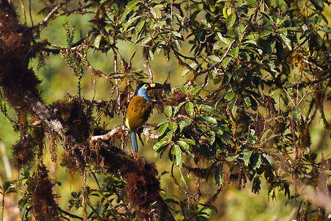 Plate-billed mountain toucan - canopy 2, La Planada Nature Reserve, Colombia Here it is, the treasure bird of La Planada Nature Reserve, the main reason for birders to visit, and thereby an important source of income.

Within Colombia, The plate-billed mountain toucan is only found in the extreme south, in a tiny range of very wet cloud forests. 

On our last morning in La Planada Nature Reserve, we had our 3rd attempt of trying to find them. On the two days prior, we did hear them in the distance, but visibility was close to none. They are big, loud birds that move in pairs or even groups. So when in the right place, they aren't the hardest bird to discover. It is typical for them to attend the edge of a forest, moving to feed, and doing so loudly. Getting them in range, however, is harder, and was our main task ahead.

As luck would have it, something magical happened. The "viewpoint" cleared up. We hadn't seen any sign of the sun in days, only thick white mist, but there it was. What was once plain white now revealed a beautiful deep forested valley several miles across. 

Now we could not only hear them, but also see them in the far distance, using binoculars. We counted six! The following hour was spent strategically luring them into our direction using well-timed playback. Sometimes they flew in the opposite direction, and we had to start all over again. 

Once within the 50 metres range, we tried to be smart and strategically wait out fruit trees we figured might be popular. But the birds aren't that simple minded, it seems. They do as they please. We had a good exercise running up and down hills at length to find small gaps in the canopy giving somewhat of a view.

Ultimately, we captured 3 individuals, one of which is easy to recognize by its busted bill. Another interesting detail captured that is not always obvious from most photos is that plate-billed is to be taken literally. The "plate" really looks like somebody hammered a piece of wood to the side of the bill. 

I'll be sharing shots generously, including some that are "light-challenged". Simply because they are awesome birds and its a species worth documenting. They are under pressure due to their tiny range being fragmented, another threat is the pet trade. 

https://www.jungledragon.com/image/77510/plate-billed_mountain_toucan_-_first_sight_la_planada_nature_reserve_colombia.html
https://www.jungledragon.com/image/77511/plate-billed_mountain_toucan_-_feeding_la_planada_nature_reserve_colombia.html
https://www.jungledragon.com/image/77512/plate-billed_mountain_toucan_-_cleaning_la_planada_nature_reserve_colombia.html
https://www.jungledragon.com/image/77513/plate-billed_mountain_toucan_-_frontal_la_planada_nature_reserve_colombia.html
https://www.jungledragon.com/image/77514/plate-billed_mountain_toucan_-_canopy_la_planada_nature_reserve_colombia.html
https://www.jungledragon.com/image/77515/plate-billed_mountain_toucan_-_closeup_la_planada_nature_reserve_colombia.html
https://www.jungledragon.com/image/77516/plate-billed_mountain_toucan_-_pre-flight_la_planada_nature_reserve_colombia.html
https://www.jungledragon.com/image/77517/plate-billed_mountain_toucan_-_close_perch_la_planada_nature_reserve_colombia.html
https://www.jungledragon.com/image/77518/plate-billed_mountain_toucan_-_remote_perch_la_planada_nature_reserve_colombia.html
https://www.jungledragon.com/image/77520/plate-billed_mountain_toucan_-_rocket_la_planada_nature_reserve_colombia.html
https://www.jungledragon.com/image/77521/plate-billed_mountain_toucan_-_close_perch_frontal_la_planada_nature_reserve_colombia.html Andigena laminirostris,Colombia,Colombia 2018,Colombia South,Fall,Geotagged,La Planada Nature Reserve,Plate-billed mountain toucan,South America