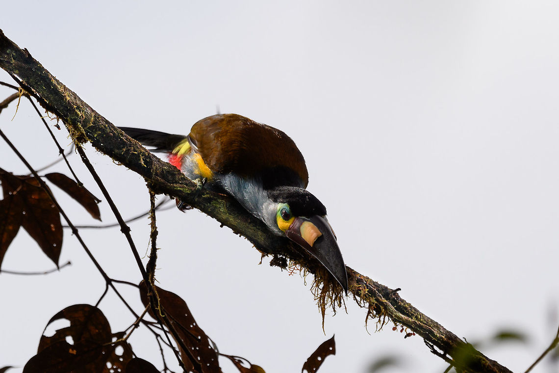 Plate-billed mountain toucan - rocket, La Planada Nature Reserve, Colombia Here it is, the treasure bird of La Planada Nature Reserve, the main reason for birders to visit, and thereby an important source of income.<br />
<br />
Within Colombia, The plate-billed mountain toucan is only found in the extreme south, in a tiny range of very wet cloud forests. <br />
<br />
On our last morning in La Planada Nature Reserve, we had our 3rd attempt of trying to find them. On the two days prior, we did hear them in the distance, but visibility was close to none. They are big, loud birds that move in pairs or even groups. So when in the right place, they aren't the hardest bird to discover. It is typical for them to attend the edge of a forest, moving to feed, and doing so loudly. Getting them in range, however, is harder, and was our main task ahead.<br />
<br />
As luck would have it, something magical happened. The "viewpoint" cleared up. We hadn't seen any sign of the sun in days, only thick white mist, but there it was. What was once plain white now revealed a beautiful deep forested valley several miles across. <br />
<br />
Now we could not only hear them, but also see them in the far distance, using binoculars. We counted six! The following hour was spent strategically luring them into our direction using well-timed playback. Sometimes they flew in the opposite direction, and we had to start all over again. <br />
<br />
Once within the 50 metres range, we tried to be smart and strategically wait out fruit trees we figured might be popular. But the birds aren't that simple minded, it seems. They do as they please. We had a good exercise running up and down hills at length to find small gaps in the canopy giving somewhat of a view.<br />
<br />
Ultimately, we captured 3 individuals, one of which is easy to recognize by its busted bill. Another interesting detail captured that is not always obvious from most photos is that plate-billed is to be taken literally. The "plate" really looks like somebody hammered a piece of wood to the side of the bill. <br />
<br />
I'll be sharing shots generously, including some that are "light-challenged". Simply because they are awesome birds and its a species worth documenting. They are under pressure due to their tiny range being fragmented, another threat is the pet trade. <br />
<br />
<figure class="photo"><a href="https://www.jungledragon.com/image/77510/plate-billed_mountain_toucan_-_first_sight_la_planada_nature_reserve_colombia.html" title="Plate-billed mountain toucan - first sight, La Planada Nature Reserve, Colombia"><img src="https://s3.amazonaws.com/media.jungledragon.com/images/2/77510_thumb.jpg?AWSAccessKeyId=05GMT0V3GWVNE7GGM1R2&Expires=1770854410&Signature=JQC2oQYapudm7ugOwc9zNYVRtJQ%3D" width="200" height="134" alt="Plate-billed mountain toucan - first sight, La Planada Nature Reserve, Colombia Here it is, the treasure bird of La Planada Nature Reserve, the main reason for birders to visit, and thereby an important source of income.<br />
<br />
Within Colombia, The plate-billed mountain toucan is only found in the extreme south, in a tiny range of very wet cloud forests. <br />
<br />
On our last morning in La Planada Nature Reserve, we had our 3rd attempt of trying to find them. On the two days prior, we did hear them in the distance, but visibility was close to none. They are big, loud birds that move in pairs or even groups. So when in the right place, they aren't the hardest bird to discover. It is typical for them to attend the edge of a forest, moving to feed, and doing so loudly. Getting them in range, however, is harder, and was our main task ahead.<br />
<br />
As luck would have it, something magical happened. The "viewpoint" cleared up. We hadn't seen any sign of the sun in days, only thick white mist, but there it was. What was once plain white now revealed a beautiful deep forested valley several miles across. <br />
<br />
Now we could not only hear them, but also see them in the far distance, using binoculars. We counted six! The following hour was spent strategically luring them into our direction using well-timed playback. Sometimes they flew in the opposite direction, and we had to start all over again. <br />
<br />
Once within the 50 metres range, we tried to be smart and strategically wait out fruit trees we figured might be popular. But the birds aren't that simple minded, it seems. They do as they please. We had a good exercise running up and down hills at length to find small gaps in the canopy giving somewhat of a view.<br />
<br />
Ultimately, we captured 3 individuals, one of which is easy to recognize by its busted bill. Another interesting detail captured that is not always obvious from most photos is that plate-billed is to be taken literally. The "plate" really looks like somebody hammered a piece of wood to the side of the bill. <br />
<br />
I'll be sharing shots generously, including some that are "light-challenged". Simply because they are awesome birds and its a species worth documenting. They are under pressure due to their tiny range being fragmented, another threat is the pet trade. <br />
<br />
https://www.jungledragon.com/image/77511/plate-billed_mountain_toucan_-_feeding_la_planada_nature_reserve_colombia.html<br />
https://www.jungledragon.com/image/77512/plate-billed_mountain_toucan_-_cleaning_la_planada_nature_reserve_colombia.html<br />
https://www.jungledragon.com/image/77513/plate-billed_mountain_toucan_-_frontal_la_planada_nature_reserve_colombia.html<br />
https://www.jungledragon.com/image/77514/plate-billed_mountain_toucan_-_canopy_la_planada_nature_reserve_colombia.html<br />
https://www.jungledragon.com/image/77515/plate-billed_mountain_toucan_-_closeup_la_planada_nature_reserve_colombia.html<br />
https://www.jungledragon.com/image/77516/plate-billed_mountain_toucan_-_pre-flight_la_planada_nature_reserve_colombia.html<br />
https://www.jungledragon.com/image/77517/plate-billed_mountain_toucan_-_close_perch_la_planada_nature_reserve_colombia.html<br />
https://www.jungledragon.com/image/77518/plate-billed_mountain_toucan_-_remote_perch_la_planada_nature_reserve_colombia.html<br />
https://www.jungledragon.com/image/77519/plate-billed_mountain_toucan_-_canopy_2_la_planada_nature_reserve_colombia.html<br />
https://www.jungledragon.com/image/77520/plate-billed_mountain_toucan_-_rocket_la_planada_nature_reserve_colombia.html<br />
https://www.jungledragon.com/image/77521/plate-billed_mountain_toucan_-_close_perch_frontal_la_planada_nature_reserve_colombia.html Andigena laminirostris,Colombia,Colombia 2018,Colombia South,Fall,Geotagged,La Planada Nature Reserve,Plate-billed mountain toucan,South America" /></a></figure><br />
<figure class="photo"><a href="https://www.jungledragon.com/image/77511/plate-billed_mountain_toucan_-_feeding_la_planada_nature_reserve_colombia.html" title="Plate-billed mountain toucan - feeding, La Planada Nature Reserve, Colombia"><img src="https://s3.amazonaws.com/media.jungledragon.com/images/2/77511_thumb.jpg?AWSAccessKeyId=05GMT0V3GWVNE7GGM1R2&Expires=1770854410&Signature=PLNO7UEaCybc%2F4AFFTksISTJh0Q%3D" width="200" height="134" alt="Plate-billed mountain toucan - feeding, La Planada Nature Reserve, Colombia Here it is, the treasure bird of La Planada Nature Reserve, the main reason for birders to visit, and thereby an important source of income.<br />
<br />
Within Colombia, The plate-billed mountain toucan is only found in the extreme south, in a tiny range of very wet cloud forests. <br />
<br />
On our last morning in La Planada Nature Reserve, we had our 3rd attempt of trying to find them. On the two days prior, we did hear them in the distance, but visibility was close to none. They are big, loud birds that move in pairs or even groups. So when in the right place, they aren't the hardest bird to discover. It is typical for them to attend the edge of a forest, moving to feed, and doing so loudly. Getting them in range, however, is harder, and was our main task ahead.<br />
<br />
As luck would have it, something magical happened. The "viewpoint" cleared up. We hadn't seen any sign of the sun in days, only thick white mist, but there it was. What was once plain white now revealed a beautiful deep forested valley several miles across. <br />
<br />
Now we could not only hear them, but also see them in the far distance, using binoculars. We counted six! The following hour was spent strategically luring them into our direction using well-timed playback. Sometimes they flew in the opposite direction, and we had to start all over again. <br />
<br />
Once within the 50 metres range, we tried to be smart and strategically wait out fruit trees we figured might be popular. But the birds aren't that simple minded, it seems. They do as they please. We had a good exercise running up and down hills at length to find small gaps in the canopy giving somewhat of a view.<br />
<br />
Ultimately, we captured 3 individuals, one of which is easy to recognize by its busted bill. Another interesting detail captured that is not always obvious from most photos is that plate-billed is to be taken literally. The "plate" really looks like somebody hammered a piece of wood to the side of the bill. <br />
<br />
I'll be sharing shots generously, including some that are "light-challenged". Simply because they are awesome birds and its a species worth documenting. They are under pressure due to their tiny range being fragmented, another threat is the pet trade. <br />
<br />
https://www.jungledragon.com/image/77510/plate-billed_mountain_toucan_-_first_sight_la_planada_nature_reserve_colombia.html<br />
https://www.jungledragon.com/image/77512/plate-billed_mountain_toucan_-_cleaning_la_planada_nature_reserve_colombia.html<br />
https://www.jungledragon.com/image/77513/plate-billed_mountain_toucan_-_frontal_la_planada_nature_reserve_colombia.html<br />
https://www.jungledragon.com/image/77514/plate-billed_mountain_toucan_-_canopy_la_planada_nature_reserve_colombia.html<br />
https://www.jungledragon.com/image/77515/plate-billed_mountain_toucan_-_closeup_la_planada_nature_reserve_colombia.html<br />
https://www.jungledragon.com/image/77516/plate-billed_mountain_toucan_-_pre-flight_la_planada_nature_reserve_colombia.html<br />
https://www.jungledragon.com/image/77517/plate-billed_mountain_toucan_-_close_perch_la_planada_nature_reserve_colombia.html<br />
https://www.jungledragon.com/image/77518/plate-billed_mountain_toucan_-_remote_perch_la_planada_nature_reserve_colombia.html<br />
https://www.jungledragon.com/image/77519/plate-billed_mountain_toucan_-_canopy_2_la_planada_nature_reserve_colombia.html<br />
https://www.jungledragon.com/image/77520/plate-billed_mountain_toucan_-_rocket_la_planada_nature_reserve_colombia.html<br />
https://www.jungledragon.com/image/77521/plate-billed_mountain_toucan_-_close_perch_frontal_la_planada_nature_reserve_colombia.html Andigena laminirostris,Colombia,Colombia 2018,Colombia South,La Planada Nature Reserve,Plate-billed mountain toucan,South America" /></a></figure><br />
<figure class="photo"><a href="https://www.jungledragon.com/image/77512/plate-billed_mountain_toucan_-_cleaning_la_planada_nature_reserve_colombia.html" title="Plate-billed mountain toucan - cleaning, La Planada Nature Reserve, Colombia"><img src="https://s3.amazonaws.com/media.jungledragon.com/images/2/77512_thumb.jpg?AWSAccessKeyId=05GMT0V3GWVNE7GGM1R2&Expires=1770854410&Signature=oQG6zJitTfvWyUf9mO5nPB2cl3Y%3D" width="200" height="134" alt="Plate-billed mountain toucan - cleaning, La Planada Nature Reserve, Colombia Here it is, the treasure bird of La Planada Nature Reserve, the main reason for birders to visit, and thereby an important source of income.<br />
<br />
Within Colombia, The plate-billed mountain toucan is only found in the extreme south, in a tiny range of very wet cloud forests. <br />
<br />
On our last morning in La Planada Nature Reserve, we had our 3rd attempt of trying to find them. On the two days prior, we did hear them in the distance, but visibility was close to none. They are big, loud birds that move in pairs or even groups. So when in the right place, they aren't the hardest bird to discover. It is typical for them to attend the edge of a forest, moving to feed, and doing so loudly. Getting them in range, however, is harder, and was our main task ahead.<br />
<br />
As luck would have it, something magical happened. The "viewpoint" cleared up. We hadn't seen any sign of the sun in days, only thick white mist, but there it was. What was once plain white now revealed a beautiful deep forested valley several miles across. <br />
<br />
Now we could not only hear them, but also see them in the far distance, using binoculars. We counted six! The following hour was spent strategically luring them into our direction using well-timed playback. Sometimes they flew in the opposite direction, and we had to start all over again. <br />
<br />
Once within the 50 metres range, we tried to be smart and strategically wait out fruit trees we figured might be popular. But the birds aren't that simple minded, it seems. They do as they please. We had a good exercise running up and down hills at length to find small gaps in the canopy giving somewhat of a view.<br />
<br />
Ultimately, we captured 3 individuals, one of which is easy to recognize by its busted bill. Another interesting detail captured that is not always obvious from most photos is that plate-billed is to be taken literally. The "plate" really looks like somebody hammered a piece of wood to the side of the bill. <br />
<br />
I'll be sharing shots generously, including some that are "light-challenged". Simply because they are awesome birds and its a species worth documenting. They are under pressure due to their tiny range being fragmented, another threat is the pet trade. <br />
<br />
https://www.jungledragon.com/image/77510/plate-billed_mountain_toucan_-_first_sight_la_planada_nature_reserve_colombia.html<br />
https://www.jungledragon.com/image/77511/plate-billed_mountain_toucan_-_feeding_la_planada_nature_reserve_colombia.html<br />
https://www.jungledragon.com/image/77513/plate-billed_mountain_toucan_-_frontal_la_planada_nature_reserve_colombia.html<br />
https://www.jungledragon.com/image/77514/plate-billed_mountain_toucan_-_canopy_la_planada_nature_reserve_colombia.html<br />
https://www.jungledragon.com/image/77515/plate-billed_mountain_toucan_-_closeup_la_planada_nature_reserve_colombia.html<br />
https://www.jungledragon.com/image/77516/plate-billed_mountain_toucan_-_pre-flight_la_planada_nature_reserve_colombia.html<br />
https://www.jungledragon.com/image/77517/plate-billed_mountain_toucan_-_close_perch_la_planada_nature_reserve_colombia.html<br />
https://www.jungledragon.com/image/77518/plate-billed_mountain_toucan_-_remote_perch_la_planada_nature_reserve_colombia.html<br />
https://www.jungledragon.com/image/77519/plate-billed_mountain_toucan_-_canopy_2_la_planada_nature_reserve_colombia.html<br />
https://www.jungledragon.com/image/77520/plate-billed_mountain_toucan_-_rocket_la_planada_nature_reserve_colombia.html<br />
https://www.jungledragon.com/image/77521/plate-billed_mountain_toucan_-_close_perch_frontal_la_planada_nature_reserve_colombia.html Andigena laminirostris,Colombia,Colombia 2018,Colombia South,Fall,Geotagged,La Planada Nature Reserve,Plate-billed mountain toucan,South America" /></a></figure><br />
<figure class="photo"><a href="https://www.jungledragon.com/image/77513/plate-billed_mountain_toucan_-_frontal_la_planada_nature_reserve_colombia.html" title="Plate-billed mountain toucan - frontal, La Planada Nature Reserve, Colombia"><img src="https://s3.amazonaws.com/media.jungledragon.com/images/2/77513_thumb.jpg?AWSAccessKeyId=05GMT0V3GWVNE7GGM1R2&Expires=1770854410&Signature=C%2BETb6UedFych4V%2BmPgI%2FFoz9TQ%3D" width="102" height="152" alt="Plate-billed mountain toucan - frontal, La Planada Nature Reserve, Colombia Here it is, the treasure bird of La Planada Nature Reserve, the main reason for birders to visit, and thereby an important source of income.<br />
<br />
Within Colombia, The plate-billed mountain toucan is only found in the extreme south, in a tiny range of very wet cloud forests. <br />
<br />
On our last morning in La Planada Nature Reserve, we had our 3rd attempt of trying to find them. On the two days prior, we did hear them in the distance, but visibility was close to none. They are big, loud birds that move in pairs or even groups. So when in the right place, they aren't the hardest bird to discover. It is typical for them to attend the edge of a forest, moving to feed, and doing so loudly. Getting them in range, however, is harder, and was our main task ahead.<br />
<br />
As luck would have it, something magical happened. The "viewpoint" cleared up. We hadn't seen any sign of the sun in days, only thick white mist, but there it was. What was once plain white now revealed a beautiful deep forested valley several miles across. <br />
<br />
Now we could not only hear them, but also see them in the far distance, using binoculars. We counted six! The following hour was spent strategically luring them into our direction using well-timed playback. Sometimes they flew in the opposite direction, and we had to start all over again. <br />
<br />
Once within the 50 metres range, we tried to be smart and strategically wait out fruit trees we figured might be popular. But the birds aren't that simple minded, it seems. They do as they please. We had a good exercise running up and down hills at length to find small gaps in the canopy giving somewhat of a view.<br />
<br />
Ultimately, we captured 3 individuals, one of which is easy to recognize by its busted bill. Another interesting detail captured that is not always obvious from most photos is that plate-billed is to be taken literally. The "plate" really looks like somebody hammered a piece of wood to the side of the bill. <br />
<br />
I'll be sharing shots generously, including some that are "light-challenged". Simply because they are awesome birds and its a species worth documenting. They are under pressure due to their tiny range being fragmented, another threat is the pet trade. <br />
<br />
https://www.jungledragon.com/image/77510/plate-billed_mountain_toucan_-_first_sight_la_planada_nature_reserve_colombia.html<br />
https://www.jungledragon.com/image/77511/plate-billed_mountain_toucan_-_feeding_la_planada_nature_reserve_colombia.html<br />
https://www.jungledragon.com/image/77512/plate-billed_mountain_toucan_-_cleaning_la_planada_nature_reserve_colombia.html<br />
https://www.jungledragon.com/image/77514/plate-billed_mountain_toucan_-_canopy_la_planada_nature_reserve_colombia.html<br />
https://www.jungledragon.com/image/77515/plate-billed_mountain_toucan_-_closeup_la_planada_nature_reserve_colombia.html<br />
https://www.jungledragon.com/image/77516/plate-billed_mountain_toucan_-_pre-flight_la_planada_nature_reserve_colombia.html<br />
https://www.jungledragon.com/image/77517/plate-billed_mountain_toucan_-_close_perch_la_planada_nature_reserve_colombia.html<br />
https://www.jungledragon.com/image/77518/plate-billed_mountain_toucan_-_remote_perch_la_planada_nature_reserve_colombia.html<br />
https://www.jungledragon.com/image/77519/plate-billed_mountain_toucan_-_canopy_2_la_planada_nature_reserve_colombia.html<br />
https://www.jungledragon.com/image/77520/plate-billed_mountain_toucan_-_rocket_la_planada_nature_reserve_colombia.html<br />
https://www.jungledragon.com/image/77521/plate-billed_mountain_toucan_-_close_perch_frontal_la_planada_nature_reserve_colombia.html Andigena laminirostris,Colombia,Colombia 2018,Colombia South,Fall,Geotagged,La Planada Nature Reserve,Plate-billed mountain toucan,South America" /></a></figure><br />
<figure class="photo"><a href="https://www.jungledragon.com/image/77514/plate-billed_mountain_toucan_-_canopy_la_planada_nature_reserve_colombia.html" title="Plate-billed mountain toucan - canopy, La Planada Nature Reserve, Colombia"><img src="https://s3.amazonaws.com/media.jungledragon.com/images/2/77514_thumb.jpg?AWSAccessKeyId=05GMT0V3GWVNE7GGM1R2&Expires=1770854410&Signature=cWkKT68vuqIo96nYVWv3O5gRcos%3D" width="200" height="134" alt="Plate-billed mountain toucan - canopy, La Planada Nature Reserve, Colombia Here it is, the treasure bird of La Planada Nature Reserve, the main reason for birders to visit, and thereby an important source of income.<br />
<br />
Within Colombia, The plate-billed mountain toucan is only found in the extreme south, in a tiny range of very wet cloud forests. <br />
<br />
On our last morning in La Planada Nature Reserve, we had our 3rd attempt of trying to find them. On the two days prior, we did hear them in the distance, but visibility was close to none. They are big, loud birds that move in pairs or even groups. So when in the right place, they aren't the hardest bird to discover. It is typical for them to attend the edge of a forest, moving to feed, and doing so loudly. Getting them in range, however, is harder, and was our main task ahead.<br />
<br />
As luck would have it, something magical happened. The "viewpoint" cleared up. We hadn't seen any sign of the sun in days, only thick white mist, but there it was. What was once plain white now revealed a beautiful deep forested valley several miles across. <br />
<br />
Now we could not only hear them, but also see them in the far distance, using binoculars. We counted six! The following hour was spent strategically luring them into our direction using well-timed playback. Sometimes they flew in the opposite direction, and we had to start all over again. <br />
<br />
Once within the 50 metres range, we tried to be smart and strategically wait out fruit trees we figured might be popular. But the birds aren't that simple minded, it seems. They do as they please. We had a good exercise running up and down hills at length to find small gaps in the canopy giving somewhat of a view.<br />
<br />
Ultimately, we captured 3 individuals, one of which is easy to recognize by its busted bill. Another interesting detail captured that is not always obvious from most photos is that plate-billed is to be taken literally. The "plate" really looks like somebody hammered a piece of wood to the side of the bill. <br />
<br />
I'll be sharing shots generously, including some that are "light-challenged". Simply because they are awesome birds and its a species worth documenting. They are under pressure due to their tiny range being fragmented, another threat is the pet trade. <br />
<br />
https://www.jungledragon.com/image/77510/plate-billed_mountain_toucan_-_first_sight_la_planada_nature_reserve_colombia.html<br />
https://www.jungledragon.com/image/77511/plate-billed_mountain_toucan_-_feeding_la_planada_nature_reserve_colombia.html<br />
https://www.jungledragon.com/image/77512/plate-billed_mountain_toucan_-_cleaning_la_planada_nature_reserve_colombia.html<br />
https://www.jungledragon.com/image/77513/plate-billed_mountain_toucan_-_frontal_la_planada_nature_reserve_colombia.html<br />
https://www.jungledragon.com/image/77515/plate-billed_mountain_toucan_-_closeup_la_planada_nature_reserve_colombia.html<br />
https://www.jungledragon.com/image/77516/plate-billed_mountain_toucan_-_pre-flight_la_planada_nature_reserve_colombia.html<br />
https://www.jungledragon.com/image/77517/plate-billed_mountain_toucan_-_close_perch_la_planada_nature_reserve_colombia.html<br />
https://www.jungledragon.com/image/77518/plate-billed_mountain_toucan_-_remote_perch_la_planada_nature_reserve_colombia.html<br />
https://www.jungledragon.com/image/77519/plate-billed_mountain_toucan_-_canopy_2_la_planada_nature_reserve_colombia.html<br />
https://www.jungledragon.com/image/77520/plate-billed_mountain_toucan_-_rocket_la_planada_nature_reserve_colombia.html<br />
https://www.jungledragon.com/image/77521/plate-billed_mountain_toucan_-_close_perch_frontal_la_planada_nature_reserve_colombia.html Andigena laminirostris,Colombia,Colombia 2018,Colombia South,Fall,Geotagged,La Planada Nature Reserve,Plate-billed mountain toucan,South America" /></a></figure><br />
<figure class="photo"><a href="https://www.jungledragon.com/image/77515/plate-billed_mountain_toucan_-_closeup_la_planada_nature_reserve_colombia.html" title="Plate-billed mountain toucan - closeup, La Planada Nature Reserve, Colombia"><img src="https://s3.amazonaws.com/media.jungledragon.com/images/2/77515_thumb.jpg?AWSAccessKeyId=05GMT0V3GWVNE7GGM1R2&Expires=1770854410&Signature=Tj8ZowrbM2EeWzU9U%2Faf%2FaN7g4Q%3D" width="112" height="152" alt="Plate-billed mountain toucan - closeup, La Planada Nature Reserve, Colombia Here it is, the treasure bird of La Planada Nature Reserve, the main reason for birders to visit, and thereby an important source of income.<br />
<br />
Within Colombia, The plate-billed mountain toucan is only found in the extreme south, in a tiny range of very wet cloud forests. <br />
<br />
On our last morning in La Planada Nature Reserve, we had our 3rd attempt of trying to find them. On the two days prior, we did hear them in the distance, but visibility was close to none. They are big, loud birds that move in pairs or even groups. So when in the right place, they aren't the hardest bird to discover. It is typical for them to attend the edge of a forest, moving to feed, and doing so loudly. Getting them in range, however, is harder, and was our main task ahead.<br />
<br />
As luck would have it, something magical happened. The "viewpoint" cleared up. We hadn't seen any sign of the sun in days, only thick white mist, but there it was. What was once plain white now revealed a beautiful deep forested valley several miles across. <br />
<br />
Now we could not only hear them, but also see them in the far distance, using binoculars. We counted six! The following hour was spent strategically luring them into our direction using well-timed playback. Sometimes they flew in the opposite direction, and we had to start all over again. <br />
<br />
Once within the 50 metres range, we tried to be smart and strategically wait out fruit trees we figured might be popular. But the birds aren't that simple minded, it seems. They do as they please. We had a good exercise running up and down hills at length to find small gaps in the canopy giving somewhat of a view.<br />
<br />
Ultimately, we captured 3 individuals, one of which is easy to recognize by its busted bill. Another interesting detail captured that is not always obvious from most photos is that plate-billed is to be taken literally. The "plate" really looks like somebody hammered a piece of wood to the side of the bill. <br />
<br />
I'll be sharing shots generously, including some that are "light-challenged". Simply because they are awesome birds and its a species worth documenting. They are under pressure due to their tiny range being fragmented, another threat is the pet trade. <br />
<br />
https://www.jungledragon.com/image/77510/plate-billed_mountain_toucan_-_first_sight_la_planada_nature_reserve_colombia.html<br />
https://www.jungledragon.com/image/77511/plate-billed_mountain_toucan_-_feeding_la_planada_nature_reserve_colombia.html<br />
https://www.jungledragon.com/image/77512/plate-billed_mountain_toucan_-_cleaning_la_planada_nature_reserve_colombia.html<br />
https://www.jungledragon.com/image/77513/plate-billed_mountain_toucan_-_frontal_la_planada_nature_reserve_colombia.html<br />
https://www.jungledragon.com/image/77514/plate-billed_mountain_toucan_-_canopy_la_planada_nature_reserve_colombia.html<br />
https://www.jungledragon.com/image/77516/plate-billed_mountain_toucan_-_pre-flight_la_planada_nature_reserve_colombia.html<br />
https://www.jungledragon.com/image/77517/plate-billed_mountain_toucan_-_close_perch_la_planada_nature_reserve_colombia.html<br />
https://www.jungledragon.com/image/77518/plate-billed_mountain_toucan_-_remote_perch_la_planada_nature_reserve_colombia.html<br />
https://www.jungledragon.com/image/77519/plate-billed_mountain_toucan_-_canopy_2_la_planada_nature_reserve_colombia.html<br />
https://www.jungledragon.com/image/77520/plate-billed_mountain_toucan_-_rocket_la_planada_nature_reserve_colombia.html<br />
https://www.jungledragon.com/image/77521/plate-billed_mountain_toucan_-_close_perch_frontal_la_planada_nature_reserve_colombia.html Andigena laminirostris,Colombia,Colombia 2018,Colombia South,Fall,Geotagged,La Planada Nature Reserve,Plate-billed mountain toucan,South America" /></a></figure><br />
<figure class="photo"><a href="https://www.jungledragon.com/image/77516/plate-billed_mountain_toucan_-_pre-flight_la_planada_nature_reserve_colombia.html" title="Plate-billed mountain toucan - pre-flight, La Planada Nature Reserve, Colombia"><img src="https://s3.amazonaws.com/media.jungledragon.com/images/2/77516_thumb.jpg?AWSAccessKeyId=05GMT0V3GWVNE7GGM1R2&Expires=1770854410&Signature=p98X257Oln%2FhHkZ%2FtU7C4fCdqbE%3D" width="200" height="134" alt="Plate-billed mountain toucan - pre-flight, La Planada Nature Reserve, Colombia Here it is, the treasure bird of La Planada Nature Reserve, the main reason for birders to visit, and thereby an important source of income.<br />
<br />
Within Colombia, The plate-billed mountain toucan is only found in the extreme south, in a tiny range of very wet cloud forests. <br />
<br />
On our last morning in La Planada Nature Reserve, we had our 3rd attempt of trying to find them. On the two days prior, we did hear them in the distance, but visibility was close to none. They are big, loud birds that move in pairs or even groups. So when in the right place, they aren't the hardest bird to discover. It is typical for them to attend the edge of a forest, moving to feed, and doing so loudly. Getting them in range, however, is harder, and was our main task ahead.<br />
<br />
As luck would have it, something magical happened. The "viewpoint" cleared up. We hadn't seen any sign of the sun in days, only thick white mist, but there it was. What was once plain white now revealed a beautiful deep forested valley several miles across. <br />
<br />
Now we could not only hear them, but also see them in the far distance, using binoculars. We counted six! The following hour was spent strategically luring them into our direction using well-timed playback. Sometimes they flew in the opposite direction, and we had to start all over again. <br />
<br />
Once within the 50 metres range, we tried to be smart and strategically wait out fruit trees we figured might be popular. But the birds aren't that simple minded, it seems. They do as they please. We had a good exercise running up and down hills at length to find small gaps in the canopy giving somewhat of a view.<br />
<br />
Ultimately, we captured 3 individuals, one of which is easy to recognize by its busted bill. Another interesting detail captured that is not always obvious from most photos is that plate-billed is to be taken literally. The "plate" really looks like somebody hammered a piece of wood to the side of the bill. <br />
<br />
I'll be sharing shots generously, including some that are "light-challenged". Simply because they are awesome birds and its a species worth documenting. They are under pressure due to their tiny range being fragmented, another threat is the pet trade. <br />
<br />
https://www.jungledragon.com/image/77510/plate-billed_mountain_toucan_-_first_sight_la_planada_nature_reserve_colombia.html<br />
https://www.jungledragon.com/image/77511/plate-billed_mountain_toucan_-_feeding_la_planada_nature_reserve_colombia.html<br />
https://www.jungledragon.com/image/77512/plate-billed_mountain_toucan_-_cleaning_la_planada_nature_reserve_colombia.html<br />
https://www.jungledragon.com/image/77513/plate-billed_mountain_toucan_-_frontal_la_planada_nature_reserve_colombia.html<br />
https://www.jungledragon.com/image/77514/plate-billed_mountain_toucan_-_canopy_la_planada_nature_reserve_colombia.html<br />
https://www.jungledragon.com/image/77515/plate-billed_mountain_toucan_-_closeup_la_planada_nature_reserve_colombia.html<br />
https://www.jungledragon.com/image/77517/plate-billed_mountain_toucan_-_close_perch_la_planada_nature_reserve_colombia.html<br />
https://www.jungledragon.com/image/77518/plate-billed_mountain_toucan_-_remote_perch_la_planada_nature_reserve_colombia.html<br />
https://www.jungledragon.com/image/77519/plate-billed_mountain_toucan_-_canopy_2_la_planada_nature_reserve_colombia.html<br />
https://www.jungledragon.com/image/77520/plate-billed_mountain_toucan_-_rocket_la_planada_nature_reserve_colombia.html<br />
https://www.jungledragon.com/image/77521/plate-billed_mountain_toucan_-_close_perch_frontal_la_planada_nature_reserve_colombia.html Andigena laminirostris,Colombia,Colombia 2018,Colombia South,Fall,Geotagged,La Planada Nature Reserve,Plate-billed mountain toucan,South America" /></a></figure><br />
<figure class="photo"><a href="https://www.jungledragon.com/image/77517/plate-billed_mountain_toucan_-_close_perch_la_planada_nature_reserve_colombia.html" title="Plate-billed mountain toucan - close perch, La Planada Nature Reserve, Colombia"><img src="https://s3.amazonaws.com/media.jungledragon.com/images/2/77517_thumb.jpg?AWSAccessKeyId=05GMT0V3GWVNE7GGM1R2&Expires=1770854410&Signature=cs4dQWD7fo83uKHR8aWbzleGdxE%3D" width="200" height="198" alt="Plate-billed mountain toucan - close perch, La Planada Nature Reserve, Colombia Here it is, the treasure bird of La Planada Nature Reserve, the main reason for birders to visit, and thereby an important source of income.<br />
<br />
Within Colombia, The plate-billed mountain toucan is only found in the extreme south, in a tiny range of very wet cloud forests. <br />
<br />
On our last morning in La Planada Nature Reserve, we had our 3rd attempt of trying to find them. On the two days prior, we did hear them in the distance, but visibility was close to none. They are big, loud birds that move in pairs or even groups. So when in the right place, they aren't the hardest bird to discover. It is typical for them to attend the edge of a forest, moving to feed, and doing so loudly. Getting them in range, however, is harder, and was our main task ahead.<br />
<br />
As luck would have it, something magical happened. The "viewpoint" cleared up. We hadn't seen any sign of the sun in days, only thick white mist, but there it was. What was once plain white now revealed a beautiful deep forested valley several miles across. <br />
<br />
Now we could not only hear them, but also see them in the far distance, using binoculars. We counted six! The following hour was spent strategically luring them into our direction using well-timed playback. Sometimes they flew in the opposite direction, and we had to start all over again. <br />
<br />
Once within the 50 metres range, we tried to be smart and strategically wait out fruit trees we figured might be popular. But the birds aren't that simple minded, it seems. They do as they please. We had a good exercise running up and down hills at length to find small gaps in the canopy giving somewhat of a view.<br />
<br />
Ultimately, we captured 3 individuals, one of which is easy to recognize by its busted bill. Another interesting detail captured that is not always obvious from most photos is that plate-billed is to be taken literally. The "plate" really looks like somebody hammered a piece of wood to the side of the bill. <br />
<br />
I'll be sharing shots generously, including some that are "light-challenged". Simply because they are awesome birds and its a species worth documenting. They are under pressure due to their tiny range being fragmented, another threat is the pet trade. <br />
<br />
https://www.jungledragon.com/image/77510/plate-billed_mountain_toucan_-_first_sight_la_planada_nature_reserve_colombia.html<br />
https://www.jungledragon.com/image/77511/plate-billed_mountain_toucan_-_feeding_la_planada_nature_reserve_colombia.html<br />
https://www.jungledragon.com/image/77512/plate-billed_mountain_toucan_-_cleaning_la_planada_nature_reserve_colombia.html<br />
https://www.jungledragon.com/image/77513/plate-billed_mountain_toucan_-_frontal_la_planada_nature_reserve_colombia.html<br />
https://www.jungledragon.com/image/77514/plate-billed_mountain_toucan_-_canopy_la_planada_nature_reserve_colombia.html<br />
https://www.jungledragon.com/image/77515/plate-billed_mountain_toucan_-_closeup_la_planada_nature_reserve_colombia.html<br />
https://www.jungledragon.com/image/77516/plate-billed_mountain_toucan_-_pre-flight_la_planada_nature_reserve_colombia.html<br />
https://www.jungledragon.com/image/77518/plate-billed_mountain_toucan_-_remote_perch_la_planada_nature_reserve_colombia.html<br />
https://www.jungledragon.com/image/77519/plate-billed_mountain_toucan_-_canopy_2_la_planada_nature_reserve_colombia.html<br />
https://www.jungledragon.com/image/77520/plate-billed_mountain_toucan_-_rocket_la_planada_nature_reserve_colombia.html<br />
https://www.jungledragon.com/image/77521/plate-billed_mountain_toucan_-_close_perch_frontal_la_planada_nature_reserve_colombia.html Andigena laminirostris,Colombia,Colombia 2018,Colombia South,Fall,Geotagged,La Planada Nature Reserve,Plate-billed mountain toucan,South America" /></a></figure><br />
<figure class="photo"><a href="https://www.jungledragon.com/image/77518/plate-billed_mountain_toucan_-_remote_perch_la_planada_nature_reserve_colombia.html" title="Plate-billed mountain toucan - remote perch, La Planada Nature Reserve, Colombia"><img src="https://s3.amazonaws.com/media.jungledragon.com/images/2/77518_thumb.jpg?AWSAccessKeyId=05GMT0V3GWVNE7GGM1R2&Expires=1770854410&Signature=YvnmAMix6Z6Vc65td97gyQo4wRE%3D" width="200" height="134" alt="Plate-billed mountain toucan - remote perch, La Planada Nature Reserve, Colombia Here it is, the treasure bird of La Planada Nature Reserve, the main reason for birders to visit, and thereby an important source of income.<br />
<br />
Within Colombia, The plate-billed mountain toucan is only found in the extreme south, in a tiny range of very wet cloud forests. <br />
<br />
On our last morning in La Planada Nature Reserve, we had our 3rd attempt of trying to find them. On the two days prior, we did hear them in the distance, but visibility was close to none. They are big, loud birds that move in pairs or even groups. So when in the right place, they aren't the hardest bird to discover. It is typical for them to attend the edge of a forest, moving to feed, and doing so loudly. Getting them in range, however, is harder, and was our main task ahead.<br />
<br />
As luck would have it, something magical happened. The "viewpoint" cleared up. We hadn't seen any sign of the sun in days, only thick white mist, but there it was. What was once plain white now revealed a beautiful deep forested valley several miles across. <br />
<br />
Now we could not only hear them, but also see them in the far distance, using binoculars. We counted six! The following hour was spent strategically luring them into our direction using well-timed playback. Sometimes they flew in the opposite direction, and we had to start all over again. <br />
<br />
Once within the 50 metres range, we tried to be smart and strategically wait out fruit trees we figured might be popular. But the birds aren't that simple minded, it seems. They do as they please. We had a good exercise running up and down hills at length to find small gaps in the canopy giving somewhat of a view.<br />
<br />
Ultimately, we captured 3 individuals, one of which is easy to recognize by its busted bill. Another interesting detail captured that is not always obvious from most photos is that plate-billed is to be taken literally. The "plate" really looks like somebody hammered a piece of wood to the side of the bill. <br />
<br />
I'll be sharing shots generously, including some that are "light-challenged". Simply because they are awesome birds and its a species worth documenting. They are under pressure due to their tiny range being fragmented, another threat is the pet trade. <br />
<br />
https://www.jungledragon.com/image/77510/plate-billed_mountain_toucan_-_first_sight_la_planada_nature_reserve_colombia.html<br />
https://www.jungledragon.com/image/77511/plate-billed_mountain_toucan_-_feeding_la_planada_nature_reserve_colombia.html<br />
https://www.jungledragon.com/image/77512/plate-billed_mountain_toucan_-_cleaning_la_planada_nature_reserve_colombia.html<br />
https://www.jungledragon.com/image/77513/plate-billed_mountain_toucan_-_frontal_la_planada_nature_reserve_colombia.html<br />
https://www.jungledragon.com/image/77514/plate-billed_mountain_toucan_-_canopy_la_planada_nature_reserve_colombia.html<br />
https://www.jungledragon.com/image/77515/plate-billed_mountain_toucan_-_closeup_la_planada_nature_reserve_colombia.html<br />
https://www.jungledragon.com/image/77516/plate-billed_mountain_toucan_-_pre-flight_la_planada_nature_reserve_colombia.html<br />
https://www.jungledragon.com/image/77517/plate-billed_mountain_toucan_-_close_perch_la_planada_nature_reserve_colombia.html<br />
https://www.jungledragon.com/image/77519/plate-billed_mountain_toucan_-_canopy_2_la_planada_nature_reserve_colombia.html<br />
https://www.jungledragon.com/image/77520/plate-billed_mountain_toucan_-_rocket_la_planada_nature_reserve_colombia.html<br />
https://www.jungledragon.com/image/77521/plate-billed_mountain_toucan_-_close_perch_frontal_la_planada_nature_reserve_colombia.html Andigena laminirostris,Colombia,Colombia 2018,Colombia South,Fall,Geotagged,La Planada Nature Reserve,Plate-billed mountain toucan,South America" /></a></figure><br />
<figure class="photo"><a href="https://www.jungledragon.com/image/77519/plate-billed_mountain_toucan_-_canopy_2_la_planada_nature_reserve_colombia.html" title="Plate-billed mountain toucan - canopy 2, La Planada Nature Reserve, Colombia"><img src="https://s3.amazonaws.com/media.jungledragon.com/images/2/77519_thumb.jpg?AWSAccessKeyId=05GMT0V3GWVNE7GGM1R2&Expires=1770854410&Signature=YPVC340VIdX3ziufcigUnJ7BDL4%3D" width="200" height="134" alt="Plate-billed mountain toucan - canopy 2, La Planada Nature Reserve, Colombia Here it is, the treasure bird of La Planada Nature Reserve, the main reason for birders to visit, and thereby an important source of income.<br />
<br />
Within Colombia, The plate-billed mountain toucan is only found in the extreme south, in a tiny range of very wet cloud forests. <br />
<br />
On our last morning in La Planada Nature Reserve, we had our 3rd attempt of trying to find them. On the two days prior, we did hear them in the distance, but visibility was close to none. They are big, loud birds that move in pairs or even groups. So when in the right place, they aren't the hardest bird to discover. It is typical for them to attend the edge of a forest, moving to feed, and doing so loudly. Getting them in range, however, is harder, and was our main task ahead.<br />
<br />
As luck would have it, something magical happened. The "viewpoint" cleared up. We hadn't seen any sign of the sun in days, only thick white mist, but there it was. What was once plain white now revealed a beautiful deep forested valley several miles across. <br />
<br />
Now we could not only hear them, but also see them in the far distance, using binoculars. We counted six! The following hour was spent strategically luring them into our direction using well-timed playback. Sometimes they flew in the opposite direction, and we had to start all over again. <br />
<br />
Once within the 50 metres range, we tried to be smart and strategically wait out fruit trees we figured might be popular. But the birds aren't that simple minded, it seems. They do as they please. We had a good exercise running up and down hills at length to find small gaps in the canopy giving somewhat of a view.<br />
<br />
Ultimately, we captured 3 individuals, one of which is easy to recognize by its busted bill. Another interesting detail captured that is not always obvious from most photos is that plate-billed is to be taken literally. The "plate" really looks like somebody hammered a piece of wood to the side of the bill. <br />
<br />
I'll be sharing shots generously, including some that are "light-challenged". Simply because they are awesome birds and its a species worth documenting. They are under pressure due to their tiny range being fragmented, another threat is the pet trade. <br />
<br />
https://www.jungledragon.com/image/77510/plate-billed_mountain_toucan_-_first_sight_la_planada_nature_reserve_colombia.html<br />
https://www.jungledragon.com/image/77511/plate-billed_mountain_toucan_-_feeding_la_planada_nature_reserve_colombia.html<br />
https://www.jungledragon.com/image/77512/plate-billed_mountain_toucan_-_cleaning_la_planada_nature_reserve_colombia.html<br />
https://www.jungledragon.com/image/77513/plate-billed_mountain_toucan_-_frontal_la_planada_nature_reserve_colombia.html<br />
https://www.jungledragon.com/image/77514/plate-billed_mountain_toucan_-_canopy_la_planada_nature_reserve_colombia.html<br />
https://www.jungledragon.com/image/77515/plate-billed_mountain_toucan_-_closeup_la_planada_nature_reserve_colombia.html<br />
https://www.jungledragon.com/image/77516/plate-billed_mountain_toucan_-_pre-flight_la_planada_nature_reserve_colombia.html<br />
https://www.jungledragon.com/image/77517/plate-billed_mountain_toucan_-_close_perch_la_planada_nature_reserve_colombia.html<br />
https://www.jungledragon.com/image/77518/plate-billed_mountain_toucan_-_remote_perch_la_planada_nature_reserve_colombia.html<br />
https://www.jungledragon.com/image/77520/plate-billed_mountain_toucan_-_rocket_la_planada_nature_reserve_colombia.html<br />
https://www.jungledragon.com/image/77521/plate-billed_mountain_toucan_-_close_perch_frontal_la_planada_nature_reserve_colombia.html Andigena laminirostris,Colombia,Colombia 2018,Colombia South,Fall,Geotagged,La Planada Nature Reserve,Plate-billed mountain toucan,South America" /></a></figure><br />
<figure class="photo"><a href="https://www.jungledragon.com/image/77521/plate-billed_mountain_toucan_-_close_perch_frontal_la_planada_nature_reserve_colombia.html" title="Plate-billed mountain toucan - close perch frontal, La Planada Nature Reserve, Colombia"><img src="https://s3.amazonaws.com/media.jungledragon.com/images/2/77521_thumb.jpg?AWSAccessKeyId=05GMT0V3GWVNE7GGM1R2&Expires=1770854410&Signature=1CVRusRcIfar%2F73PMEaPxZldR2I%3D" width="150" height="152" alt="Plate-billed mountain toucan - close perch frontal, La Planada Nature Reserve, Colombia Here it is, the treasure bird of La Planada Nature Reserve, the main reason for birders to visit, and thereby an important source of income.<br />
<br />
Within Colombia, The plate-billed mountain toucan is only found in the extreme south, in a tiny range of very wet cloud forests. <br />
<br />
On our last morning in La Planada Nature Reserve, we had our 3rd attempt of trying to find them. On the two days prior, we did hear them in the distance, but visibility was close to none. They are big, loud birds that move in pairs or even groups. So when in the right place, they aren't the hardest bird to discover. It is typical for them to attend the edge of a forest, moving to feed, and doing so loudly. Getting them in range, however, is harder, and was our main task ahead.<br />
<br />
As luck would have it, something magical happened. The "viewpoint" cleared up. We hadn't seen any sign of the sun in days, only thick white mist, but there it was. What was once plain white now revealed a beautiful deep forested valley several miles across. <br />
<br />
Now we could not only hear them, but also see them in the far distance, using binoculars. We counted six! The following hour was spent strategically luring them into our direction using well-timed playback. Sometimes they flew in the opposite direction, and we had to start all over again. <br />
<br />
Once within the 50 metres range, we tried to be smart and strategically wait out fruit trees we figured might be popular. But the birds aren't that simple minded, it seems. They do as they please. We had a good exercise running up and down hills at length to find small gaps in the canopy giving somewhat of a view.<br />
<br />
Ultimately, we captured 3 individuals, one of which is easy to recognize by its busted bill. Another interesting detail captured that is not always obvious from most photos is that plate-billed is to be taken literally. The "plate" really looks like somebody hammered a piece of wood to the side of the bill. <br />
<br />
I'll be sharing shots generously, including some that are "light-challenged". Simply because they are awesome birds and its a species worth documenting. They are under pressure due to their tiny range being fragmented, another threat is the pet trade. <br />
<br />
https://www.jungledragon.com/image/77510/plate-billed_mountain_toucan_-_first_sight_la_planada_nature_reserve_colombia.html<br />
https://www.jungledragon.com/image/77511/plate-billed_mountain_toucan_-_feeding_la_planada_nature_reserve_colombia.html<br />
https://www.jungledragon.com/image/77512/plate-billed_mountain_toucan_-_cleaning_la_planada_nature_reserve_colombia.html<br />
https://www.jungledragon.com/image/77513/plate-billed_mountain_toucan_-_frontal_la_planada_nature_reserve_colombia.html<br />
https://www.jungledragon.com/image/77514/plate-billed_mountain_toucan_-_canopy_la_planada_nature_reserve_colombia.html<br />
https://www.jungledragon.com/image/77515/plate-billed_mountain_toucan_-_closeup_la_planada_nature_reserve_colombia.html<br />
https://www.jungledragon.com/image/77516/plate-billed_mountain_toucan_-_pre-flight_la_planada_nature_reserve_colombia.html<br />
https://www.jungledragon.com/image/77517/plate-billed_mountain_toucan_-_close_perch_la_planada_nature_reserve_colombia.html<br />
https://www.jungledragon.com/image/77518/plate-billed_mountain_toucan_-_remote_perch_la_planada_nature_reserve_colombia.html<br />
https://www.jungledragon.com/image/77519/plate-billed_mountain_toucan_-_canopy_2_la_planada_nature_reserve_colombia.html<br />
https://www.jungledragon.com/image/77520/plate-billed_mountain_toucan_-_rocket_la_planada_nature_reserve_colombia.html Andigena laminirostris,Colombia,Colombia 2018,Colombia South,Fall,Geotagged,La Planada Nature Reserve,Plate-billed mountain toucan,South America" /></a></figure> Andigena laminirostris,Colombia,Colombia 2018,Colombia South,Fall,Geotagged,La Planada Nature Reserve,Plate-billed mountain toucan,South America