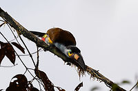 Plate-billed mountain toucan - rocket, La Planada Nature Reserve, Colombia Here it is, the treasure bird of La Planada Nature Reserve, the main reason for birders to visit, and thereby an important source of income.<br />
<br />
Within Colombia, The plate-billed mountain toucan is only found in the extreme south, in a tiny range of very wet cloud forests. <br />
<br />
On our last morning in La Planada Nature Reserve, we had our 3rd attempt of trying to find them. On the two days prior, we did hear them in the distance, but visibility was close to none. They are big, loud birds that move in pairs or even groups. So when in the right place, they aren't the hardest bird to discover. It is typical for them to attend the edge of a forest, moving to feed, and doing so loudly. Getting them in range, however, is harder, and was our main task ahead.<br />
<br />
As luck would have it, something magical happened. The "viewpoint" cleared up. We hadn't seen any sign of the sun in days, only thick white mist, but there it was. What was once plain white now revealed a beautiful deep forested valley several miles across. <br />
<br />
Now we could not only hear them, but also see them in the far distance, using binoculars. We counted six! The following hour was spent strategically luring them into our direction using well-timed playback. Sometimes they flew in the opposite direction, and we had to start all over again. <br />
<br />
Once within the 50 metres range, we tried to be smart and strategically wait out fruit trees we figured might be popular. But the birds aren't that simple minded, it seems. They do as they please. We had a good exercise running up and down hills at length to find small gaps in the canopy giving somewhat of a view.<br />
<br />
Ultimately, we captured 3 individuals, one of which is easy to recognize by its busted bill. Another interesting detail captured that is not always obvious from most photos is that plate-billed is to be taken literally. The "plate" really looks like somebody hammered a piece of wood to the side of the bill. <br />
<br />
I'll be sharing shots generously, including some that are "light-challenged". Simply because they are awesome birds and its a species worth documenting. They are under pressure due to their tiny range being fragmented, another threat is the pet trade. <br />
<br />
https://www.jungledragon.com/image/77510/plate-billed_mountain_toucan_-_first_sight_la_planada_nature_reserve_colombia.html<br />
https://www.jungledragon.com/image/77511/plate-billed_mountain_toucan_-_feeding_la_planada_nature_reserve_colombia.html<br />
https://www.jungledragon.com/image/77512/plate-billed_mountain_toucan_-_cleaning_la_planada_nature_reserve_colombia.html<br />
https://www.jungledragon.com/image/77513/plate-billed_mountain_toucan_-_frontal_la_planada_nature_reserve_colombia.html<br />
https://www.jungledragon.com/image/77514/plate-billed_mountain_toucan_-_canopy_la_planada_nature_reserve_colombia.html<br />
https://www.jungledragon.com/image/77515/plate-billed_mountain_toucan_-_closeup_la_planada_nature_reserve_colombia.html<br />
https://www.jungledragon.com/image/77516/plate-billed_mountain_toucan_-_pre-flight_la_planada_nature_reserve_colombia.html<br />
https://www.jungledragon.com/image/77517/plate-billed_mountain_toucan_-_close_perch_la_planada_nature_reserve_colombia.html<br />
https://www.jungledragon.com/image/77518/plate-billed_mountain_toucan_-_remote_perch_la_planada_nature_reserve_colombia.html<br />
https://www.jungledragon.com/image/77519/plate-billed_mountain_toucan_-_canopy_2_la_planada_nature_reserve_colombia.html<br />
https://www.jungledragon.com/image/77521/plate-billed_mountain_toucan_-_close_perch_frontal_la_planada_nature_reserve_colombia.html Andigena laminirostris,Colombia,Colombia 2018,Colombia South,Fall,Geotagged,La Planada Nature Reserve,Plate-billed mountain toucan,South America