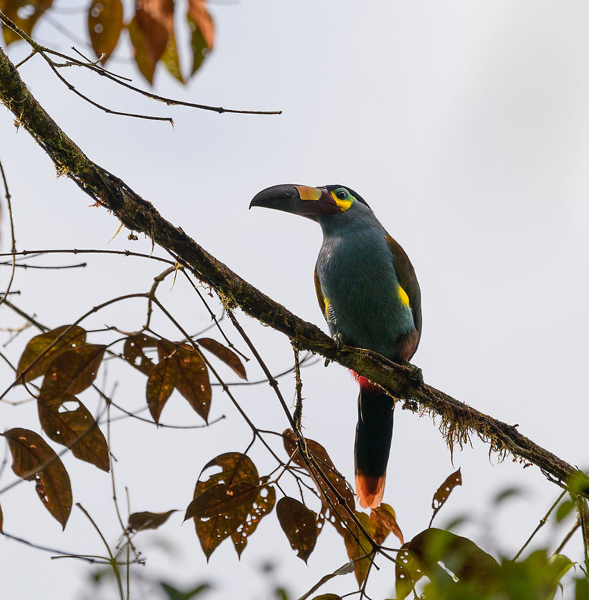 Plate-billed mountain toucan - close perch frontal, La Planada Nature Reserve, Colombia Here it is, the treasure bird of La Planada Nature Reserve, the main reason for birders to visit, and thereby an important source of income.<br />
<br />
Within Colombia, The plate-billed mountain toucan is only found in the extreme south, in a tiny range of very wet cloud forests. <br />
<br />
On our last morning in La Planada Nature Reserve, we had our 3rd attempt of trying to find them. On the two days prior, we did hear them in the distance, but visibility was close to none. They are big, loud birds that move in pairs or even groups. So when in the right place, they aren't the hardest bird to discover. It is typical for them to attend the edge of a forest, moving to feed, and doing so loudly. Getting them in range, however, is harder, and was our main task ahead.<br />
<br />
As luck would have it, something magical happened. The "viewpoint" cleared up. We hadn't seen any sign of the sun in days, only thick white mist, but there it was. What was once plain white now revealed a beautiful deep forested valley several miles across. <br />
<br />
Now we could not only hear them, but also see them in the far distance, using binoculars. We counted six! The following hour was spent strategically luring them into our direction using well-timed playback. Sometimes they flew in the opposite direction, and we had to start all over again. <br />
<br />
Once within the 50 metres range, we tried to be smart and strategically wait out fruit trees we figured might be popular. But the birds aren't that simple minded, it seems. They do as they please. We had a good exercise running up and down hills at length to find small gaps in the canopy giving somewhat of a view.<br />
<br />
Ultimately, we captured 3 individuals, one of which is easy to recognize by its busted bill. Another interesting detail captured that is not always obvious from most photos is that plate-billed is to be taken literally. The "plate" really looks like somebody hammered a piece of wood to the side of the bill. <br />
<br />
I'll be sharing shots generously, including some that are "light-challenged". Simply because they are awesome birds and its a species worth documenting. They are under pressure due to their tiny range being fragmented, another threat is the pet trade. <br />
<br />
<figure class="photo"><a href="https://www.jungledragon.com/image/77510/plate-billed_mountain_toucan_-_first_sight_la_planada_nature_reserve_colombia.html" title="Plate-billed mountain toucan - first sight, La Planada Nature Reserve, Colombia"><img src="https://s3.amazonaws.com/media.jungledragon.com/images/2/77510_thumb.jpg?AWSAccessKeyId=05GMT0V3GWVNE7GGM1R2&Expires=1770854410&Signature=JQC2oQYapudm7ugOwc9zNYVRtJQ%3D" width="200" height="134" alt="Plate-billed mountain toucan - first sight, La Planada Nature Reserve, Colombia Here it is, the treasure bird of La Planada Nature Reserve, the main reason for birders to visit, and thereby an important source of income.<br />
<br />
Within Colombia, The plate-billed mountain toucan is only found in the extreme south, in a tiny range of very wet cloud forests. <br />
<br />
On our last morning in La Planada Nature Reserve, we had our 3rd attempt of trying to find them. On the two days prior, we did hear them in the distance, but visibility was close to none. They are big, loud birds that move in pairs or even groups. So when in the right place, they aren't the hardest bird to discover. It is typical for them to attend the edge of a forest, moving to feed, and doing so loudly. Getting them in range, however, is harder, and was our main task ahead.<br />
<br />
As luck would have it, something magical happened. The "viewpoint" cleared up. We hadn't seen any sign of the sun in days, only thick white mist, but there it was. What was once plain white now revealed a beautiful deep forested valley several miles across. <br />
<br />
Now we could not only hear them, but also see them in the far distance, using binoculars. We counted six! The following hour was spent strategically luring them into our direction using well-timed playback. Sometimes they flew in the opposite direction, and we had to start all over again. <br />
<br />
Once within the 50 metres range, we tried to be smart and strategically wait out fruit trees we figured might be popular. But the birds aren't that simple minded, it seems. They do as they please. We had a good exercise running up and down hills at length to find small gaps in the canopy giving somewhat of a view.<br />
<br />
Ultimately, we captured 3 individuals, one of which is easy to recognize by its busted bill. Another interesting detail captured that is not always obvious from most photos is that plate-billed is to be taken literally. The "plate" really looks like somebody hammered a piece of wood to the side of the bill. <br />
<br />
I'll be sharing shots generously, including some that are "light-challenged". Simply because they are awesome birds and its a species worth documenting. They are under pressure due to their tiny range being fragmented, another threat is the pet trade. <br />
<br />
https://www.jungledragon.com/image/77511/plate-billed_mountain_toucan_-_feeding_la_planada_nature_reserve_colombia.html<br />
https://www.jungledragon.com/image/77512/plate-billed_mountain_toucan_-_cleaning_la_planada_nature_reserve_colombia.html<br />
https://www.jungledragon.com/image/77513/plate-billed_mountain_toucan_-_frontal_la_planada_nature_reserve_colombia.html<br />
https://www.jungledragon.com/image/77514/plate-billed_mountain_toucan_-_canopy_la_planada_nature_reserve_colombia.html<br />
https://www.jungledragon.com/image/77515/plate-billed_mountain_toucan_-_closeup_la_planada_nature_reserve_colombia.html<br />
https://www.jungledragon.com/image/77516/plate-billed_mountain_toucan_-_pre-flight_la_planada_nature_reserve_colombia.html<br />
https://www.jungledragon.com/image/77517/plate-billed_mountain_toucan_-_close_perch_la_planada_nature_reserve_colombia.html<br />
https://www.jungledragon.com/image/77518/plate-billed_mountain_toucan_-_remote_perch_la_planada_nature_reserve_colombia.html<br />
https://www.jungledragon.com/image/77519/plate-billed_mountain_toucan_-_canopy_2_la_planada_nature_reserve_colombia.html<br />
https://www.jungledragon.com/image/77520/plate-billed_mountain_toucan_-_rocket_la_planada_nature_reserve_colombia.html<br />
https://www.jungledragon.com/image/77521/plate-billed_mountain_toucan_-_close_perch_frontal_la_planada_nature_reserve_colombia.html Andigena laminirostris,Colombia,Colombia 2018,Colombia South,Fall,Geotagged,La Planada Nature Reserve,Plate-billed mountain toucan,South America" /></a></figure><br />
<figure class="photo"><a href="https://www.jungledragon.com/image/77511/plate-billed_mountain_toucan_-_feeding_la_planada_nature_reserve_colombia.html" title="Plate-billed mountain toucan - feeding, La Planada Nature Reserve, Colombia"><img src="https://s3.amazonaws.com/media.jungledragon.com/images/2/77511_thumb.jpg?AWSAccessKeyId=05GMT0V3GWVNE7GGM1R2&Expires=1770854410&Signature=PLNO7UEaCybc%2F4AFFTksISTJh0Q%3D" width="200" height="134" alt="Plate-billed mountain toucan - feeding, La Planada Nature Reserve, Colombia Here it is, the treasure bird of La Planada Nature Reserve, the main reason for birders to visit, and thereby an important source of income.<br />
<br />
Within Colombia, The plate-billed mountain toucan is only found in the extreme south, in a tiny range of very wet cloud forests. <br />
<br />
On our last morning in La Planada Nature Reserve, we had our 3rd attempt of trying to find them. On the two days prior, we did hear them in the distance, but visibility was close to none. They are big, loud birds that move in pairs or even groups. So when in the right place, they aren't the hardest bird to discover. It is typical for them to attend the edge of a forest, moving to feed, and doing so loudly. Getting them in range, however, is harder, and was our main task ahead.<br />
<br />
As luck would have it, something magical happened. The "viewpoint" cleared up. We hadn't seen any sign of the sun in days, only thick white mist, but there it was. What was once plain white now revealed a beautiful deep forested valley several miles across. <br />
<br />
Now we could not only hear them, but also see them in the far distance, using binoculars. We counted six! The following hour was spent strategically luring them into our direction using well-timed playback. Sometimes they flew in the opposite direction, and we had to start all over again. <br />
<br />
Once within the 50 metres range, we tried to be smart and strategically wait out fruit trees we figured might be popular. But the birds aren't that simple minded, it seems. They do as they please. We had a good exercise running up and down hills at length to find small gaps in the canopy giving somewhat of a view.<br />
<br />
Ultimately, we captured 3 individuals, one of which is easy to recognize by its busted bill. Another interesting detail captured that is not always obvious from most photos is that plate-billed is to be taken literally. The "plate" really looks like somebody hammered a piece of wood to the side of the bill. <br />
<br />
I'll be sharing shots generously, including some that are "light-challenged". Simply because they are awesome birds and its a species worth documenting. They are under pressure due to their tiny range being fragmented, another threat is the pet trade. <br />
<br />
https://www.jungledragon.com/image/77510/plate-billed_mountain_toucan_-_first_sight_la_planada_nature_reserve_colombia.html<br />
https://www.jungledragon.com/image/77512/plate-billed_mountain_toucan_-_cleaning_la_planada_nature_reserve_colombia.html<br />
https://www.jungledragon.com/image/77513/plate-billed_mountain_toucan_-_frontal_la_planada_nature_reserve_colombia.html<br />
https://www.jungledragon.com/image/77514/plate-billed_mountain_toucan_-_canopy_la_planada_nature_reserve_colombia.html<br />
https://www.jungledragon.com/image/77515/plate-billed_mountain_toucan_-_closeup_la_planada_nature_reserve_colombia.html<br />
https://www.jungledragon.com/image/77516/plate-billed_mountain_toucan_-_pre-flight_la_planada_nature_reserve_colombia.html<br />
https://www.jungledragon.com/image/77517/plate-billed_mountain_toucan_-_close_perch_la_planada_nature_reserve_colombia.html<br />
https://www.jungledragon.com/image/77518/plate-billed_mountain_toucan_-_remote_perch_la_planada_nature_reserve_colombia.html<br />
https://www.jungledragon.com/image/77519/plate-billed_mountain_toucan_-_canopy_2_la_planada_nature_reserve_colombia.html<br />
https://www.jungledragon.com/image/77520/plate-billed_mountain_toucan_-_rocket_la_planada_nature_reserve_colombia.html<br />
https://www.jungledragon.com/image/77521/plate-billed_mountain_toucan_-_close_perch_frontal_la_planada_nature_reserve_colombia.html Andigena laminirostris,Colombia,Colombia 2018,Colombia South,La Planada Nature Reserve,Plate-billed mountain toucan,South America" /></a></figure><br />
<figure class="photo"><a href="https://www.jungledragon.com/image/77512/plate-billed_mountain_toucan_-_cleaning_la_planada_nature_reserve_colombia.html" title="Plate-billed mountain toucan - cleaning, La Planada Nature Reserve, Colombia"><img src="https://s3.amazonaws.com/media.jungledragon.com/images/2/77512_thumb.jpg?AWSAccessKeyId=05GMT0V3GWVNE7GGM1R2&Expires=1770854410&Signature=oQG6zJitTfvWyUf9mO5nPB2cl3Y%3D" width="200" height="134" alt="Plate-billed mountain toucan - cleaning, La Planada Nature Reserve, Colombia Here it is, the treasure bird of La Planada Nature Reserve, the main reason for birders to visit, and thereby an important source of income.<br />
<br />
Within Colombia, The plate-billed mountain toucan is only found in the extreme south, in a tiny range of very wet cloud forests. <br />
<br />
On our last morning in La Planada Nature Reserve, we had our 3rd attempt of trying to find them. On the two days prior, we did hear them in the distance, but visibility was close to none. They are big, loud birds that move in pairs or even groups. So when in the right place, they aren't the hardest bird to discover. It is typical for them to attend the edge of a forest, moving to feed, and doing so loudly. Getting them in range, however, is harder, and was our main task ahead.<br />
<br />
As luck would have it, something magical happened. The "viewpoint" cleared up. We hadn't seen any sign of the sun in days, only thick white mist, but there it was. What was once plain white now revealed a beautiful deep forested valley several miles across. <br />
<br />
Now we could not only hear them, but also see them in the far distance, using binoculars. We counted six! The following hour was spent strategically luring them into our direction using well-timed playback. Sometimes they flew in the opposite direction, and we had to start all over again. <br />
<br />
Once within the 50 metres range, we tried to be smart and strategically wait out fruit trees we figured might be popular. But the birds aren't that simple minded, it seems. They do as they please. We had a good exercise running up and down hills at length to find small gaps in the canopy giving somewhat of a view.<br />
<br />
Ultimately, we captured 3 individuals, one of which is easy to recognize by its busted bill. Another interesting detail captured that is not always obvious from most photos is that plate-billed is to be taken literally. The "plate" really looks like somebody hammered a piece of wood to the side of the bill. <br />
<br />
I'll be sharing shots generously, including some that are "light-challenged". Simply because they are awesome birds and its a species worth documenting. They are under pressure due to their tiny range being fragmented, another threat is the pet trade. <br />
<br />
https://www.jungledragon.com/image/77510/plate-billed_mountain_toucan_-_first_sight_la_planada_nature_reserve_colombia.html<br />
https://www.jungledragon.com/image/77511/plate-billed_mountain_toucan_-_feeding_la_planada_nature_reserve_colombia.html<br />
https://www.jungledragon.com/image/77513/plate-billed_mountain_toucan_-_frontal_la_planada_nature_reserve_colombia.html<br />
https://www.jungledragon.com/image/77514/plate-billed_mountain_toucan_-_canopy_la_planada_nature_reserve_colombia.html<br />
https://www.jungledragon.com/image/77515/plate-billed_mountain_toucan_-_closeup_la_planada_nature_reserve_colombia.html<br />
https://www.jungledragon.com/image/77516/plate-billed_mountain_toucan_-_pre-flight_la_planada_nature_reserve_colombia.html<br />
https://www.jungledragon.com/image/77517/plate-billed_mountain_toucan_-_close_perch_la_planada_nature_reserve_colombia.html<br />
https://www.jungledragon.com/image/77518/plate-billed_mountain_toucan_-_remote_perch_la_planada_nature_reserve_colombia.html<br />
https://www.jungledragon.com/image/77519/plate-billed_mountain_toucan_-_canopy_2_la_planada_nature_reserve_colombia.html<br />
https://www.jungledragon.com/image/77520/plate-billed_mountain_toucan_-_rocket_la_planada_nature_reserve_colombia.html<br />
https://www.jungledragon.com/image/77521/plate-billed_mountain_toucan_-_close_perch_frontal_la_planada_nature_reserve_colombia.html Andigena laminirostris,Colombia,Colombia 2018,Colombia South,Fall,Geotagged,La Planada Nature Reserve,Plate-billed mountain toucan,South America" /></a></figure><br />
<figure class="photo"><a href="https://www.jungledragon.com/image/77513/plate-billed_mountain_toucan_-_frontal_la_planada_nature_reserve_colombia.html" title="Plate-billed mountain toucan - frontal, La Planada Nature Reserve, Colombia"><img src="https://s3.amazonaws.com/media.jungledragon.com/images/2/77513_thumb.jpg?AWSAccessKeyId=05GMT0V3GWVNE7GGM1R2&Expires=1770854410&Signature=C%2BETb6UedFych4V%2BmPgI%2FFoz9TQ%3D" width="102" height="152" alt="Plate-billed mountain toucan - frontal, La Planada Nature Reserve, Colombia Here it is, the treasure bird of La Planada Nature Reserve, the main reason for birders to visit, and thereby an important source of income.<br />
<br />
Within Colombia, The plate-billed mountain toucan is only found in the extreme south, in a tiny range of very wet cloud forests. <br />
<br />
On our last morning in La Planada Nature Reserve, we had our 3rd attempt of trying to find them. On the two days prior, we did hear them in the distance, but visibility was close to none. They are big, loud birds that move in pairs or even groups. So when in the right place, they aren't the hardest bird to discover. It is typical for them to attend the edge of a forest, moving to feed, and doing so loudly. Getting them in range, however, is harder, and was our main task ahead.<br />
<br />
As luck would have it, something magical happened. The "viewpoint" cleared up. We hadn't seen any sign of the sun in days, only thick white mist, but there it was. What was once plain white now revealed a beautiful deep forested valley several miles across. <br />
<br />
Now we could not only hear them, but also see them in the far distance, using binoculars. We counted six! The following hour was spent strategically luring them into our direction using well-timed playback. Sometimes they flew in the opposite direction, and we had to start all over again. <br />
<br />
Once within the 50 metres range, we tried to be smart and strategically wait out fruit trees we figured might be popular. But the birds aren't that simple minded, it seems. They do as they please. We had a good exercise running up and down hills at length to find small gaps in the canopy giving somewhat of a view.<br />
<br />
Ultimately, we captured 3 individuals, one of which is easy to recognize by its busted bill. Another interesting detail captured that is not always obvious from most photos is that plate-billed is to be taken literally. The "plate" really looks like somebody hammered a piece of wood to the side of the bill. <br />
<br />
I'll be sharing shots generously, including some that are "light-challenged". Simply because they are awesome birds and its a species worth documenting. They are under pressure due to their tiny range being fragmented, another threat is the pet trade. <br />
<br />
https://www.jungledragon.com/image/77510/plate-billed_mountain_toucan_-_first_sight_la_planada_nature_reserve_colombia.html<br />
https://www.jungledragon.com/image/77511/plate-billed_mountain_toucan_-_feeding_la_planada_nature_reserve_colombia.html<br />
https://www.jungledragon.com/image/77512/plate-billed_mountain_toucan_-_cleaning_la_planada_nature_reserve_colombia.html<br />
https://www.jungledragon.com/image/77514/plate-billed_mountain_toucan_-_canopy_la_planada_nature_reserve_colombia.html<br />
https://www.jungledragon.com/image/77515/plate-billed_mountain_toucan_-_closeup_la_planada_nature_reserve_colombia.html<br />
https://www.jungledragon.com/image/77516/plate-billed_mountain_toucan_-_pre-flight_la_planada_nature_reserve_colombia.html<br />
https://www.jungledragon.com/image/77517/plate-billed_mountain_toucan_-_close_perch_la_planada_nature_reserve_colombia.html<br />
https://www.jungledragon.com/image/77518/plate-billed_mountain_toucan_-_remote_perch_la_planada_nature_reserve_colombia.html<br />
https://www.jungledragon.com/image/77519/plate-billed_mountain_toucan_-_canopy_2_la_planada_nature_reserve_colombia.html<br />
https://www.jungledragon.com/image/77520/plate-billed_mountain_toucan_-_rocket_la_planada_nature_reserve_colombia.html<br />
https://www.jungledragon.com/image/77521/plate-billed_mountain_toucan_-_close_perch_frontal_la_planada_nature_reserve_colombia.html Andigena laminirostris,Colombia,Colombia 2018,Colombia South,Fall,Geotagged,La Planada Nature Reserve,Plate-billed mountain toucan,South America" /></a></figure><br />
<figure class="photo"><a href="https://www.jungledragon.com/image/77514/plate-billed_mountain_toucan_-_canopy_la_planada_nature_reserve_colombia.html" title="Plate-billed mountain toucan - canopy, La Planada Nature Reserve, Colombia"><img src="https://s3.amazonaws.com/media.jungledragon.com/images/2/77514_thumb.jpg?AWSAccessKeyId=05GMT0V3GWVNE7GGM1R2&Expires=1770854410&Signature=cWkKT68vuqIo96nYVWv3O5gRcos%3D" width="200" height="134" alt="Plate-billed mountain toucan - canopy, La Planada Nature Reserve, Colombia Here it is, the treasure bird of La Planada Nature Reserve, the main reason for birders to visit, and thereby an important source of income.<br />
<br />
Within Colombia, The plate-billed mountain toucan is only found in the extreme south, in a tiny range of very wet cloud forests. <br />
<br />
On our last morning in La Planada Nature Reserve, we had our 3rd attempt of trying to find them. On the two days prior, we did hear them in the distance, but visibility was close to none. They are big, loud birds that move in pairs or even groups. So when in the right place, they aren't the hardest bird to discover. It is typical for them to attend the edge of a forest, moving to feed, and doing so loudly. Getting them in range, however, is harder, and was our main task ahead.<br />
<br />
As luck would have it, something magical happened. The "viewpoint" cleared up. We hadn't seen any sign of the sun in days, only thick white mist, but there it was. What was once plain white now revealed a beautiful deep forested valley several miles across. <br />
<br />
Now we could not only hear them, but also see them in the far distance, using binoculars. We counted six! The following hour was spent strategically luring them into our direction using well-timed playback. Sometimes they flew in the opposite direction, and we had to start all over again. <br />
<br />
Once within the 50 metres range, we tried to be smart and strategically wait out fruit trees we figured might be popular. But the birds aren't that simple minded, it seems. They do as they please. We had a good exercise running up and down hills at length to find small gaps in the canopy giving somewhat of a view.<br />
<br />
Ultimately, we captured 3 individuals, one of which is easy to recognize by its busted bill. Another interesting detail captured that is not always obvious from most photos is that plate-billed is to be taken literally. The "plate" really looks like somebody hammered a piece of wood to the side of the bill. <br />
<br />
I'll be sharing shots generously, including some that are "light-challenged". Simply because they are awesome birds and its a species worth documenting. They are under pressure due to their tiny range being fragmented, another threat is the pet trade. <br />
<br />
https://www.jungledragon.com/image/77510/plate-billed_mountain_toucan_-_first_sight_la_planada_nature_reserve_colombia.html<br />
https://www.jungledragon.com/image/77511/plate-billed_mountain_toucan_-_feeding_la_planada_nature_reserve_colombia.html<br />
https://www.jungledragon.com/image/77512/plate-billed_mountain_toucan_-_cleaning_la_planada_nature_reserve_colombia.html<br />
https://www.jungledragon.com/image/77513/plate-billed_mountain_toucan_-_frontal_la_planada_nature_reserve_colombia.html<br />
https://www.jungledragon.com/image/77515/plate-billed_mountain_toucan_-_closeup_la_planada_nature_reserve_colombia.html<br />
https://www.jungledragon.com/image/77516/plate-billed_mountain_toucan_-_pre-flight_la_planada_nature_reserve_colombia.html<br />
https://www.jungledragon.com/image/77517/plate-billed_mountain_toucan_-_close_perch_la_planada_nature_reserve_colombia.html<br />
https://www.jungledragon.com/image/77518/plate-billed_mountain_toucan_-_remote_perch_la_planada_nature_reserve_colombia.html<br />
https://www.jungledragon.com/image/77519/plate-billed_mountain_toucan_-_canopy_2_la_planada_nature_reserve_colombia.html<br />
https://www.jungledragon.com/image/77520/plate-billed_mountain_toucan_-_rocket_la_planada_nature_reserve_colombia.html<br />
https://www.jungledragon.com/image/77521/plate-billed_mountain_toucan_-_close_perch_frontal_la_planada_nature_reserve_colombia.html Andigena laminirostris,Colombia,Colombia 2018,Colombia South,Fall,Geotagged,La Planada Nature Reserve,Plate-billed mountain toucan,South America" /></a></figure><br />
<figure class="photo"><a href="https://www.jungledragon.com/image/77515/plate-billed_mountain_toucan_-_closeup_la_planada_nature_reserve_colombia.html" title="Plate-billed mountain toucan - closeup, La Planada Nature Reserve, Colombia"><img src="https://s3.amazonaws.com/media.jungledragon.com/images/2/77515_thumb.jpg?AWSAccessKeyId=05GMT0V3GWVNE7GGM1R2&Expires=1770854410&Signature=Tj8ZowrbM2EeWzU9U%2Faf%2FaN7g4Q%3D" width="112" height="152" alt="Plate-billed mountain toucan - closeup, La Planada Nature Reserve, Colombia Here it is, the treasure bird of La Planada Nature Reserve, the main reason for birders to visit, and thereby an important source of income.<br />
<br />
Within Colombia, The plate-billed mountain toucan is only found in the extreme south, in a tiny range of very wet cloud forests. <br />
<br />
On our last morning in La Planada Nature Reserve, we had our 3rd attempt of trying to find them. On the two days prior, we did hear them in the distance, but visibility was close to none. They are big, loud birds that move in pairs or even groups. So when in the right place, they aren't the hardest bird to discover. It is typical for them to attend the edge of a forest, moving to feed, and doing so loudly. Getting them in range, however, is harder, and was our main task ahead.<br />
<br />
As luck would have it, something magical happened. The "viewpoint" cleared up. We hadn't seen any sign of the sun in days, only thick white mist, but there it was. What was once plain white now revealed a beautiful deep forested valley several miles across. <br />
<br />
Now we could not only hear them, but also see them in the far distance, using binoculars. We counted six! The following hour was spent strategically luring them into our direction using well-timed playback. Sometimes they flew in the opposite direction, and we had to start all over again. <br />
<br />
Once within the 50 metres range, we tried to be smart and strategically wait out fruit trees we figured might be popular. But the birds aren't that simple minded, it seems. They do as they please. We had a good exercise running up and down hills at length to find small gaps in the canopy giving somewhat of a view.<br />
<br />
Ultimately, we captured 3 individuals, one of which is easy to recognize by its busted bill. Another interesting detail captured that is not always obvious from most photos is that plate-billed is to be taken literally. The "plate" really looks like somebody hammered a piece of wood to the side of the bill. <br />
<br />
I'll be sharing shots generously, including some that are "light-challenged". Simply because they are awesome birds and its a species worth documenting. They are under pressure due to their tiny range being fragmented, another threat is the pet trade. <br />
<br />
https://www.jungledragon.com/image/77510/plate-billed_mountain_toucan_-_first_sight_la_planada_nature_reserve_colombia.html<br />
https://www.jungledragon.com/image/77511/plate-billed_mountain_toucan_-_feeding_la_planada_nature_reserve_colombia.html<br />
https://www.jungledragon.com/image/77512/plate-billed_mountain_toucan_-_cleaning_la_planada_nature_reserve_colombia.html<br />
https://www.jungledragon.com/image/77513/plate-billed_mountain_toucan_-_frontal_la_planada_nature_reserve_colombia.html<br />
https://www.jungledragon.com/image/77514/plate-billed_mountain_toucan_-_canopy_la_planada_nature_reserve_colombia.html<br />
https://www.jungledragon.com/image/77516/plate-billed_mountain_toucan_-_pre-flight_la_planada_nature_reserve_colombia.html<br />
https://www.jungledragon.com/image/77517/plate-billed_mountain_toucan_-_close_perch_la_planada_nature_reserve_colombia.html<br />
https://www.jungledragon.com/image/77518/plate-billed_mountain_toucan_-_remote_perch_la_planada_nature_reserve_colombia.html<br />
https://www.jungledragon.com/image/77519/plate-billed_mountain_toucan_-_canopy_2_la_planada_nature_reserve_colombia.html<br />
https://www.jungledragon.com/image/77520/plate-billed_mountain_toucan_-_rocket_la_planada_nature_reserve_colombia.html<br />
https://www.jungledragon.com/image/77521/plate-billed_mountain_toucan_-_close_perch_frontal_la_planada_nature_reserve_colombia.html Andigena laminirostris,Colombia,Colombia 2018,Colombia South,Fall,Geotagged,La Planada Nature Reserve,Plate-billed mountain toucan,South America" /></a></figure><br />
<figure class="photo"><a href="https://www.jungledragon.com/image/77516/plate-billed_mountain_toucan_-_pre-flight_la_planada_nature_reserve_colombia.html" title="Plate-billed mountain toucan - pre-flight, La Planada Nature Reserve, Colombia"><img src="https://s3.amazonaws.com/media.jungledragon.com/images/2/77516_thumb.jpg?AWSAccessKeyId=05GMT0V3GWVNE7GGM1R2&Expires=1770854410&Signature=p98X257Oln%2FhHkZ%2FtU7C4fCdqbE%3D" width="200" height="134" alt="Plate-billed mountain toucan - pre-flight, La Planada Nature Reserve, Colombia Here it is, the treasure bird of La Planada Nature Reserve, the main reason for birders to visit, and thereby an important source of income.<br />
<br />
Within Colombia, The plate-billed mountain toucan is only found in the extreme south, in a tiny range of very wet cloud forests. <br />
<br />
On our last morning in La Planada Nature Reserve, we had our 3rd attempt of trying to find them. On the two days prior, we did hear them in the distance, but visibility was close to none. They are big, loud birds that move in pairs or even groups. So when in the right place, they aren't the hardest bird to discover. It is typical for them to attend the edge of a forest, moving to feed, and doing so loudly. Getting them in range, however, is harder, and was our main task ahead.<br />
<br />
As luck would have it, something magical happened. The "viewpoint" cleared up. We hadn't seen any sign of the sun in days, only thick white mist, but there it was. What was once plain white now revealed a beautiful deep forested valley several miles across. <br />
<br />
Now we could not only hear them, but also see them in the far distance, using binoculars. We counted six! The following hour was spent strategically luring them into our direction using well-timed playback. Sometimes they flew in the opposite direction, and we had to start all over again. <br />
<br />
Once within the 50 metres range, we tried to be smart and strategically wait out fruit trees we figured might be popular. But the birds aren't that simple minded, it seems. They do as they please. We had a good exercise running up and down hills at length to find small gaps in the canopy giving somewhat of a view.<br />
<br />
Ultimately, we captured 3 individuals, one of which is easy to recognize by its busted bill. Another interesting detail captured that is not always obvious from most photos is that plate-billed is to be taken literally. The "plate" really looks like somebody hammered a piece of wood to the side of the bill. <br />
<br />
I'll be sharing shots generously, including some that are "light-challenged". Simply because they are awesome birds and its a species worth documenting. They are under pressure due to their tiny range being fragmented, another threat is the pet trade. <br />
<br />
https://www.jungledragon.com/image/77510/plate-billed_mountain_toucan_-_first_sight_la_planada_nature_reserve_colombia.html<br />
https://www.jungledragon.com/image/77511/plate-billed_mountain_toucan_-_feeding_la_planada_nature_reserve_colombia.html<br />
https://www.jungledragon.com/image/77512/plate-billed_mountain_toucan_-_cleaning_la_planada_nature_reserve_colombia.html<br />
https://www.jungledragon.com/image/77513/plate-billed_mountain_toucan_-_frontal_la_planada_nature_reserve_colombia.html<br />
https://www.jungledragon.com/image/77514/plate-billed_mountain_toucan_-_canopy_la_planada_nature_reserve_colombia.html<br />
https://www.jungledragon.com/image/77515/plate-billed_mountain_toucan_-_closeup_la_planada_nature_reserve_colombia.html<br />
https://www.jungledragon.com/image/77517/plate-billed_mountain_toucan_-_close_perch_la_planada_nature_reserve_colombia.html<br />
https://www.jungledragon.com/image/77518/plate-billed_mountain_toucan_-_remote_perch_la_planada_nature_reserve_colombia.html<br />
https://www.jungledragon.com/image/77519/plate-billed_mountain_toucan_-_canopy_2_la_planada_nature_reserve_colombia.html<br />
https://www.jungledragon.com/image/77520/plate-billed_mountain_toucan_-_rocket_la_planada_nature_reserve_colombia.html<br />
https://www.jungledragon.com/image/77521/plate-billed_mountain_toucan_-_close_perch_frontal_la_planada_nature_reserve_colombia.html Andigena laminirostris,Colombia,Colombia 2018,Colombia South,Fall,Geotagged,La Planada Nature Reserve,Plate-billed mountain toucan,South America" /></a></figure><br />
<figure class="photo"><a href="https://www.jungledragon.com/image/77517/plate-billed_mountain_toucan_-_close_perch_la_planada_nature_reserve_colombia.html" title="Plate-billed mountain toucan - close perch, La Planada Nature Reserve, Colombia"><img src="https://s3.amazonaws.com/media.jungledragon.com/images/2/77517_thumb.jpg?AWSAccessKeyId=05GMT0V3GWVNE7GGM1R2&Expires=1770854410&Signature=cs4dQWD7fo83uKHR8aWbzleGdxE%3D" width="200" height="198" alt="Plate-billed mountain toucan - close perch, La Planada Nature Reserve, Colombia Here it is, the treasure bird of La Planada Nature Reserve, the main reason for birders to visit, and thereby an important source of income.<br />
<br />
Within Colombia, The plate-billed mountain toucan is only found in the extreme south, in a tiny range of very wet cloud forests. <br />
<br />
On our last morning in La Planada Nature Reserve, we had our 3rd attempt of trying to find them. On the two days prior, we did hear them in the distance, but visibility was close to none. They are big, loud birds that move in pairs or even groups. So when in the right place, they aren't the hardest bird to discover. It is typical for them to attend the edge of a forest, moving to feed, and doing so loudly. Getting them in range, however, is harder, and was our main task ahead.<br />
<br />
As luck would have it, something magical happened. The "viewpoint" cleared up. We hadn't seen any sign of the sun in days, only thick white mist, but there it was. What was once plain white now revealed a beautiful deep forested valley several miles across. <br />
<br />
Now we could not only hear them, but also see them in the far distance, using binoculars. We counted six! The following hour was spent strategically luring them into our direction using well-timed playback. Sometimes they flew in the opposite direction, and we had to start all over again. <br />
<br />
Once within the 50 metres range, we tried to be smart and strategically wait out fruit trees we figured might be popular. But the birds aren't that simple minded, it seems. They do as they please. We had a good exercise running up and down hills at length to find small gaps in the canopy giving somewhat of a view.<br />
<br />
Ultimately, we captured 3 individuals, one of which is easy to recognize by its busted bill. Another interesting detail captured that is not always obvious from most photos is that plate-billed is to be taken literally. The "plate" really looks like somebody hammered a piece of wood to the side of the bill. <br />
<br />
I'll be sharing shots generously, including some that are "light-challenged". Simply because they are awesome birds and its a species worth documenting. They are under pressure due to their tiny range being fragmented, another threat is the pet trade. <br />
<br />
https://www.jungledragon.com/image/77510/plate-billed_mountain_toucan_-_first_sight_la_planada_nature_reserve_colombia.html<br />
https://www.jungledragon.com/image/77511/plate-billed_mountain_toucan_-_feeding_la_planada_nature_reserve_colombia.html<br />
https://www.jungledragon.com/image/77512/plate-billed_mountain_toucan_-_cleaning_la_planada_nature_reserve_colombia.html<br />
https://www.jungledragon.com/image/77513/plate-billed_mountain_toucan_-_frontal_la_planada_nature_reserve_colombia.html<br />
https://www.jungledragon.com/image/77514/plate-billed_mountain_toucan_-_canopy_la_planada_nature_reserve_colombia.html<br />
https://www.jungledragon.com/image/77515/plate-billed_mountain_toucan_-_closeup_la_planada_nature_reserve_colombia.html<br />
https://www.jungledragon.com/image/77516/plate-billed_mountain_toucan_-_pre-flight_la_planada_nature_reserve_colombia.html<br />
https://www.jungledragon.com/image/77518/plate-billed_mountain_toucan_-_remote_perch_la_planada_nature_reserve_colombia.html<br />
https://www.jungledragon.com/image/77519/plate-billed_mountain_toucan_-_canopy_2_la_planada_nature_reserve_colombia.html<br />
https://www.jungledragon.com/image/77520/plate-billed_mountain_toucan_-_rocket_la_planada_nature_reserve_colombia.html<br />
https://www.jungledragon.com/image/77521/plate-billed_mountain_toucan_-_close_perch_frontal_la_planada_nature_reserve_colombia.html Andigena laminirostris,Colombia,Colombia 2018,Colombia South,Fall,Geotagged,La Planada Nature Reserve,Plate-billed mountain toucan,South America" /></a></figure><br />
<figure class="photo"><a href="https://www.jungledragon.com/image/77518/plate-billed_mountain_toucan_-_remote_perch_la_planada_nature_reserve_colombia.html" title="Plate-billed mountain toucan - remote perch, La Planada Nature Reserve, Colombia"><img src="https://s3.amazonaws.com/media.jungledragon.com/images/2/77518_thumb.jpg?AWSAccessKeyId=05GMT0V3GWVNE7GGM1R2&Expires=1770854410&Signature=YvnmAMix6Z6Vc65td97gyQo4wRE%3D" width="200" height="134" alt="Plate-billed mountain toucan - remote perch, La Planada Nature Reserve, Colombia Here it is, the treasure bird of La Planada Nature Reserve, the main reason for birders to visit, and thereby an important source of income.<br />
<br />
Within Colombia, The plate-billed mountain toucan is only found in the extreme south, in a tiny range of very wet cloud forests. <br />
<br />
On our last morning in La Planada Nature Reserve, we had our 3rd attempt of trying to find them. On the two days prior, we did hear them in the distance, but visibility was close to none. They are big, loud birds that move in pairs or even groups. So when in the right place, they aren't the hardest bird to discover. It is typical for them to attend the edge of a forest, moving to feed, and doing so loudly. Getting them in range, however, is harder, and was our main task ahead.<br />
<br />
As luck would have it, something magical happened. The "viewpoint" cleared up. We hadn't seen any sign of the sun in days, only thick white mist, but there it was. What was once plain white now revealed a beautiful deep forested valley several miles across. <br />
<br />
Now we could not only hear them, but also see them in the far distance, using binoculars. We counted six! The following hour was spent strategically luring them into our direction using well-timed playback. Sometimes they flew in the opposite direction, and we had to start all over again. <br />
<br />
Once within the 50 metres range, we tried to be smart and strategically wait out fruit trees we figured might be popular. But the birds aren't that simple minded, it seems. They do as they please. We had a good exercise running up and down hills at length to find small gaps in the canopy giving somewhat of a view.<br />
<br />
Ultimately, we captured 3 individuals, one of which is easy to recognize by its busted bill. Another interesting detail captured that is not always obvious from most photos is that plate-billed is to be taken literally. The "plate" really looks like somebody hammered a piece of wood to the side of the bill. <br />
<br />
I'll be sharing shots generously, including some that are "light-challenged". Simply because they are awesome birds and its a species worth documenting. They are under pressure due to their tiny range being fragmented, another threat is the pet trade. <br />
<br />
https://www.jungledragon.com/image/77510/plate-billed_mountain_toucan_-_first_sight_la_planada_nature_reserve_colombia.html<br />
https://www.jungledragon.com/image/77511/plate-billed_mountain_toucan_-_feeding_la_planada_nature_reserve_colombia.html<br />
https://www.jungledragon.com/image/77512/plate-billed_mountain_toucan_-_cleaning_la_planada_nature_reserve_colombia.html<br />
https://www.jungledragon.com/image/77513/plate-billed_mountain_toucan_-_frontal_la_planada_nature_reserve_colombia.html<br />
https://www.jungledragon.com/image/77514/plate-billed_mountain_toucan_-_canopy_la_planada_nature_reserve_colombia.html<br />
https://www.jungledragon.com/image/77515/plate-billed_mountain_toucan_-_closeup_la_planada_nature_reserve_colombia.html<br />
https://www.jungledragon.com/image/77516/plate-billed_mountain_toucan_-_pre-flight_la_planada_nature_reserve_colombia.html<br />
https://www.jungledragon.com/image/77517/plate-billed_mountain_toucan_-_close_perch_la_planada_nature_reserve_colombia.html<br />
https://www.jungledragon.com/image/77519/plate-billed_mountain_toucan_-_canopy_2_la_planada_nature_reserve_colombia.html<br />
https://www.jungledragon.com/image/77520/plate-billed_mountain_toucan_-_rocket_la_planada_nature_reserve_colombia.html<br />
https://www.jungledragon.com/image/77521/plate-billed_mountain_toucan_-_close_perch_frontal_la_planada_nature_reserve_colombia.html Andigena laminirostris,Colombia,Colombia 2018,Colombia South,Fall,Geotagged,La Planada Nature Reserve,Plate-billed mountain toucan,South America" /></a></figure><br />
<figure class="photo"><a href="https://www.jungledragon.com/image/77519/plate-billed_mountain_toucan_-_canopy_2_la_planada_nature_reserve_colombia.html" title="Plate-billed mountain toucan - canopy 2, La Planada Nature Reserve, Colombia"><img src="https://s3.amazonaws.com/media.jungledragon.com/images/2/77519_thumb.jpg?AWSAccessKeyId=05GMT0V3GWVNE7GGM1R2&Expires=1770854410&Signature=YPVC340VIdX3ziufcigUnJ7BDL4%3D" width="200" height="134" alt="Plate-billed mountain toucan - canopy 2, La Planada Nature Reserve, Colombia Here it is, the treasure bird of La Planada Nature Reserve, the main reason for birders to visit, and thereby an important source of income.<br />
<br />
Within Colombia, The plate-billed mountain toucan is only found in the extreme south, in a tiny range of very wet cloud forests. <br />
<br />
On our last morning in La Planada Nature Reserve, we had our 3rd attempt of trying to find them. On the two days prior, we did hear them in the distance, but visibility was close to none. They are big, loud birds that move in pairs or even groups. So when in the right place, they aren't the hardest bird to discover. It is typical for them to attend the edge of a forest, moving to feed, and doing so loudly. Getting them in range, however, is harder, and was our main task ahead.<br />
<br />
As luck would have it, something magical happened. The "viewpoint" cleared up. We hadn't seen any sign of the sun in days, only thick white mist, but there it was. What was once plain white now revealed a beautiful deep forested valley several miles across. <br />
<br />
Now we could not only hear them, but also see them in the far distance, using binoculars. We counted six! The following hour was spent strategically luring them into our direction using well-timed playback. Sometimes they flew in the opposite direction, and we had to start all over again. <br />
<br />
Once within the 50 metres range, we tried to be smart and strategically wait out fruit trees we figured might be popular. But the birds aren't that simple minded, it seems. They do as they please. We had a good exercise running up and down hills at length to find small gaps in the canopy giving somewhat of a view.<br />
<br />
Ultimately, we captured 3 individuals, one of which is easy to recognize by its busted bill. Another interesting detail captured that is not always obvious from most photos is that plate-billed is to be taken literally. The "plate" really looks like somebody hammered a piece of wood to the side of the bill. <br />
<br />
I'll be sharing shots generously, including some that are "light-challenged". Simply because they are awesome birds and its a species worth documenting. They are under pressure due to their tiny range being fragmented, another threat is the pet trade. <br />
<br />
https://www.jungledragon.com/image/77510/plate-billed_mountain_toucan_-_first_sight_la_planada_nature_reserve_colombia.html<br />
https://www.jungledragon.com/image/77511/plate-billed_mountain_toucan_-_feeding_la_planada_nature_reserve_colombia.html<br />
https://www.jungledragon.com/image/77512/plate-billed_mountain_toucan_-_cleaning_la_planada_nature_reserve_colombia.html<br />
https://www.jungledragon.com/image/77513/plate-billed_mountain_toucan_-_frontal_la_planada_nature_reserve_colombia.html<br />
https://www.jungledragon.com/image/77514/plate-billed_mountain_toucan_-_canopy_la_planada_nature_reserve_colombia.html<br />
https://www.jungledragon.com/image/77515/plate-billed_mountain_toucan_-_closeup_la_planada_nature_reserve_colombia.html<br />
https://www.jungledragon.com/image/77516/plate-billed_mountain_toucan_-_pre-flight_la_planada_nature_reserve_colombia.html<br />
https://www.jungledragon.com/image/77517/plate-billed_mountain_toucan_-_close_perch_la_planada_nature_reserve_colombia.html<br />
https://www.jungledragon.com/image/77518/plate-billed_mountain_toucan_-_remote_perch_la_planada_nature_reserve_colombia.html<br />
https://www.jungledragon.com/image/77520/plate-billed_mountain_toucan_-_rocket_la_planada_nature_reserve_colombia.html<br />
https://www.jungledragon.com/image/77521/plate-billed_mountain_toucan_-_close_perch_frontal_la_planada_nature_reserve_colombia.html Andigena laminirostris,Colombia,Colombia 2018,Colombia South,Fall,Geotagged,La Planada Nature Reserve,Plate-billed mountain toucan,South America" /></a></figure><br />
<figure class="photo"><a href="https://www.jungledragon.com/image/77520/plate-billed_mountain_toucan_-_rocket_la_planada_nature_reserve_colombia.html" title="Plate-billed mountain toucan - rocket, La Planada Nature Reserve, Colombia"><img src="https://s3.amazonaws.com/media.jungledragon.com/images/2/77520_thumb.jpg?AWSAccessKeyId=05GMT0V3GWVNE7GGM1R2&Expires=1770854410&Signature=ip3Rry%2FX1HrAdX%2FVUb5LDoj1qjw%3D" width="200" height="134" alt="Plate-billed mountain toucan - rocket, La Planada Nature Reserve, Colombia Here it is, the treasure bird of La Planada Nature Reserve, the main reason for birders to visit, and thereby an important source of income.<br />
<br />
Within Colombia, The plate-billed mountain toucan is only found in the extreme south, in a tiny range of very wet cloud forests. <br />
<br />
On our last morning in La Planada Nature Reserve, we had our 3rd attempt of trying to find them. On the two days prior, we did hear them in the distance, but visibility was close to none. They are big, loud birds that move in pairs or even groups. So when in the right place, they aren't the hardest bird to discover. It is typical for them to attend the edge of a forest, moving to feed, and doing so loudly. Getting them in range, however, is harder, and was our main task ahead.<br />
<br />
As luck would have it, something magical happened. The "viewpoint" cleared up. We hadn't seen any sign of the sun in days, only thick white mist, but there it was. What was once plain white now revealed a beautiful deep forested valley several miles across. <br />
<br />
Now we could not only hear them, but also see them in the far distance, using binoculars. We counted six! The following hour was spent strategically luring them into our direction using well-timed playback. Sometimes they flew in the opposite direction, and we had to start all over again. <br />
<br />
Once within the 50 metres range, we tried to be smart and strategically wait out fruit trees we figured might be popular. But the birds aren't that simple minded, it seems. They do as they please. We had a good exercise running up and down hills at length to find small gaps in the canopy giving somewhat of a view.<br />
<br />
Ultimately, we captured 3 individuals, one of which is easy to recognize by its busted bill. Another interesting detail captured that is not always obvious from most photos is that plate-billed is to be taken literally. The "plate" really looks like somebody hammered a piece of wood to the side of the bill. <br />
<br />
I'll be sharing shots generously, including some that are "light-challenged". Simply because they are awesome birds and its a species worth documenting. They are under pressure due to their tiny range being fragmented, another threat is the pet trade. <br />
<br />
https://www.jungledragon.com/image/77510/plate-billed_mountain_toucan_-_first_sight_la_planada_nature_reserve_colombia.html<br />
https://www.jungledragon.com/image/77511/plate-billed_mountain_toucan_-_feeding_la_planada_nature_reserve_colombia.html<br />
https://www.jungledragon.com/image/77512/plate-billed_mountain_toucan_-_cleaning_la_planada_nature_reserve_colombia.html<br />
https://www.jungledragon.com/image/77513/plate-billed_mountain_toucan_-_frontal_la_planada_nature_reserve_colombia.html<br />
https://www.jungledragon.com/image/77514/plate-billed_mountain_toucan_-_canopy_la_planada_nature_reserve_colombia.html<br />
https://www.jungledragon.com/image/77515/plate-billed_mountain_toucan_-_closeup_la_planada_nature_reserve_colombia.html<br />
https://www.jungledragon.com/image/77516/plate-billed_mountain_toucan_-_pre-flight_la_planada_nature_reserve_colombia.html<br />
https://www.jungledragon.com/image/77517/plate-billed_mountain_toucan_-_close_perch_la_planada_nature_reserve_colombia.html<br />
https://www.jungledragon.com/image/77518/plate-billed_mountain_toucan_-_remote_perch_la_planada_nature_reserve_colombia.html<br />
https://www.jungledragon.com/image/77519/plate-billed_mountain_toucan_-_canopy_2_la_planada_nature_reserve_colombia.html<br />
https://www.jungledragon.com/image/77521/plate-billed_mountain_toucan_-_close_perch_frontal_la_planada_nature_reserve_colombia.html Andigena laminirostris,Colombia,Colombia 2018,Colombia South,Fall,Geotagged,La Planada Nature Reserve,Plate-billed mountain toucan,South America" /></a></figure> Andigena laminirostris,Colombia,Colombia 2018,Colombia South,Fall,Geotagged,La Planada Nature Reserve,Plate-billed mountain toucan,South America
