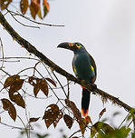 Plate-billed mountain toucan - close perch frontal, La Planada Nature Reserve, Colombia Here it is, the treasure bird of La Planada Nature Reserve, the main reason for birders to visit, and thereby an important source of income.<br />
<br />
Within Colombia, The plate-billed mountain toucan is only found in the extreme south, in a tiny range of very wet cloud forests. <br />
<br />
On our last morning in La Planada Nature Reserve, we had our 3rd attempt of trying to find them. On the two days prior, we did hear them in the distance, but visibility was close to none. They are big, loud birds that move in pairs or even groups. So when in the right place, they aren't the hardest bird to discover. It is typical for them to attend the edge of a forest, moving to feed, and doing so loudly. Getting them in range, however, is harder, and was our main task ahead.<br />
<br />
As luck would have it, something magical happened. The "viewpoint" cleared up. We hadn't seen any sign of the sun in days, only thick white mist, but there it was. What was once plain white now revealed a beautiful deep forested valley several miles across. <br />
<br />
Now we could not only hear them, but also see them in the far distance, using binoculars. We counted six! The following hour was spent strategically luring them into our direction using well-timed playback. Sometimes they flew in the opposite direction, and we had to start all over again. <br />
<br />
Once within the 50 metres range, we tried to be smart and strategically wait out fruit trees we figured might be popular. But the birds aren't that simple minded, it seems. They do as they please. We had a good exercise running up and down hills at length to find small gaps in the canopy giving somewhat of a view.<br />
<br />
Ultimately, we captured 3 individuals, one of which is easy to recognize by its busted bill. Another interesting detail captured that is not always obvious from most photos is that plate-billed is to be taken literally. The "plate" really looks like somebody hammered a piece of wood to the side of the bill. <br />
<br />
I'll be sharing shots generously, including some that are "light-challenged". Simply because they are awesome birds and its a species worth documenting. They are under pressure due to their tiny range being fragmented, another threat is the pet trade. <br />
<br />
https://www.jungledragon.com/image/77510/plate-billed_mountain_toucan_-_first_sight_la_planada_nature_reserve_colombia.html<br />
https://www.jungledragon.com/image/77511/plate-billed_mountain_toucan_-_feeding_la_planada_nature_reserve_colombia.html<br />
https://www.jungledragon.com/image/77512/plate-billed_mountain_toucan_-_cleaning_la_planada_nature_reserve_colombia.html<br />
https://www.jungledragon.com/image/77513/plate-billed_mountain_toucan_-_frontal_la_planada_nature_reserve_colombia.html<br />
https://www.jungledragon.com/image/77514/plate-billed_mountain_toucan_-_canopy_la_planada_nature_reserve_colombia.html<br />
https://www.jungledragon.com/image/77515/plate-billed_mountain_toucan_-_closeup_la_planada_nature_reserve_colombia.html<br />
https://www.jungledragon.com/image/77516/plate-billed_mountain_toucan_-_pre-flight_la_planada_nature_reserve_colombia.html<br />
https://www.jungledragon.com/image/77517/plate-billed_mountain_toucan_-_close_perch_la_planada_nature_reserve_colombia.html<br />
https://www.jungledragon.com/image/77518/plate-billed_mountain_toucan_-_remote_perch_la_planada_nature_reserve_colombia.html<br />
https://www.jungledragon.com/image/77519/plate-billed_mountain_toucan_-_canopy_2_la_planada_nature_reserve_colombia.html<br />
https://www.jungledragon.com/image/77520/plate-billed_mountain_toucan_-_rocket_la_planada_nature_reserve_colombia.html Andigena laminirostris,Colombia,Colombia 2018,Colombia South,Fall,Geotagged,La Planada Nature Reserve,Plate-billed mountain toucan,South America