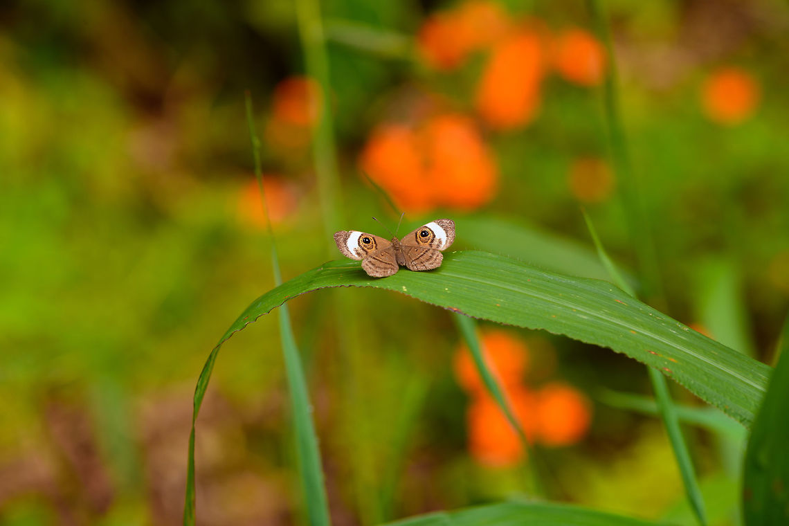 Zorea Eyemark, La Planada Nature Reserve, Colombia After successfully spotting the Plate-billed Mountain Toucan on our last morning in La Planada Nature Reserve, we returned to our lodge to pack up and leave. I could not resist making one last short stroll through the shrubs in the garden.<br />
<figure class="photo"><a href="https://www.jungledragon.com/image/77629/zorea_eyemark_-_closeup_la_planada_nature_reserve_colombia.html" title="Zorea Eyemark - closeup, La Planada Nature Reserve, Colombia"><img src="https://s3.amazonaws.com/media.jungledragon.com/images/2/77629_thumb.jpg?AWSAccessKeyId=05GMT0V3GWVNE7GGM1R2&Expires=1767225610&Signature=26GQ%2BTh6a6QI%2BlxX9sRuy%2FQHQPg%3D" width="200" height="134" alt="Zorea Eyemark - closeup, La Planada Nature Reserve, Colombia After successfully spotting the Plate-billed Mountain Toucan on our last morning in La Planada Nature Reserve, we returned to our lodge to pack up and leave. I could not resist making one last short stroll through the shrubs in the garden.<br />
https://www.jungledragon.com/image/77628/zorea_eyemark_la_planada_nature_reserve_colombia.html Colombia,Colombia 2018,Colombia South,Fall,Geotagged,La Planada Nature Reserve,Mesosemia zorea,South America,Zorea Eyemark" /></a></figure> Colombia,Colombia 2018,Colombia South,Fall,Geotagged,La Planada Nature Reserve,Mesosemia zorea,South America,Zorea Eyemark