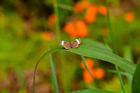 Zorea Eyemark, La Planada Nature Reserve, Colombia After successfully spotting the Plate-billed Mountain Toucan on our last morning in La Planada Nature Reserve, we returned to our lodge to pack up and leave. I could not resist making one last short stroll through the shrubs in the garden.<br />
https://www.jungledragon.com/image/77629/zorea_eyemark_-_closeup_la_planada_nature_reserve_colombia.html Colombia,Colombia 2018,Colombia South,Fall,Geotagged,La Planada Nature Reserve,Mesosemia zorea,South America,Zorea Eyemark