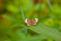 Zorea Eyemark - closeup, La Planada Nature Reserve, Colombia After successfully spotting the Plate-billed Mountain Toucan on our last morning in La Planada Nature Reserve, we returned to our lodge to pack up and leave. I could not resist making one last short stroll through the shrubs in the garden.<br />
https://www.jungledragon.com/image/77628/zorea_eyemark_la_planada_nature_reserve_colombia.html Colombia,Colombia 2018,Colombia South,Fall,Geotagged,La Planada Nature Reserve,Mesosemia zorea,South America,Zorea Eyemark