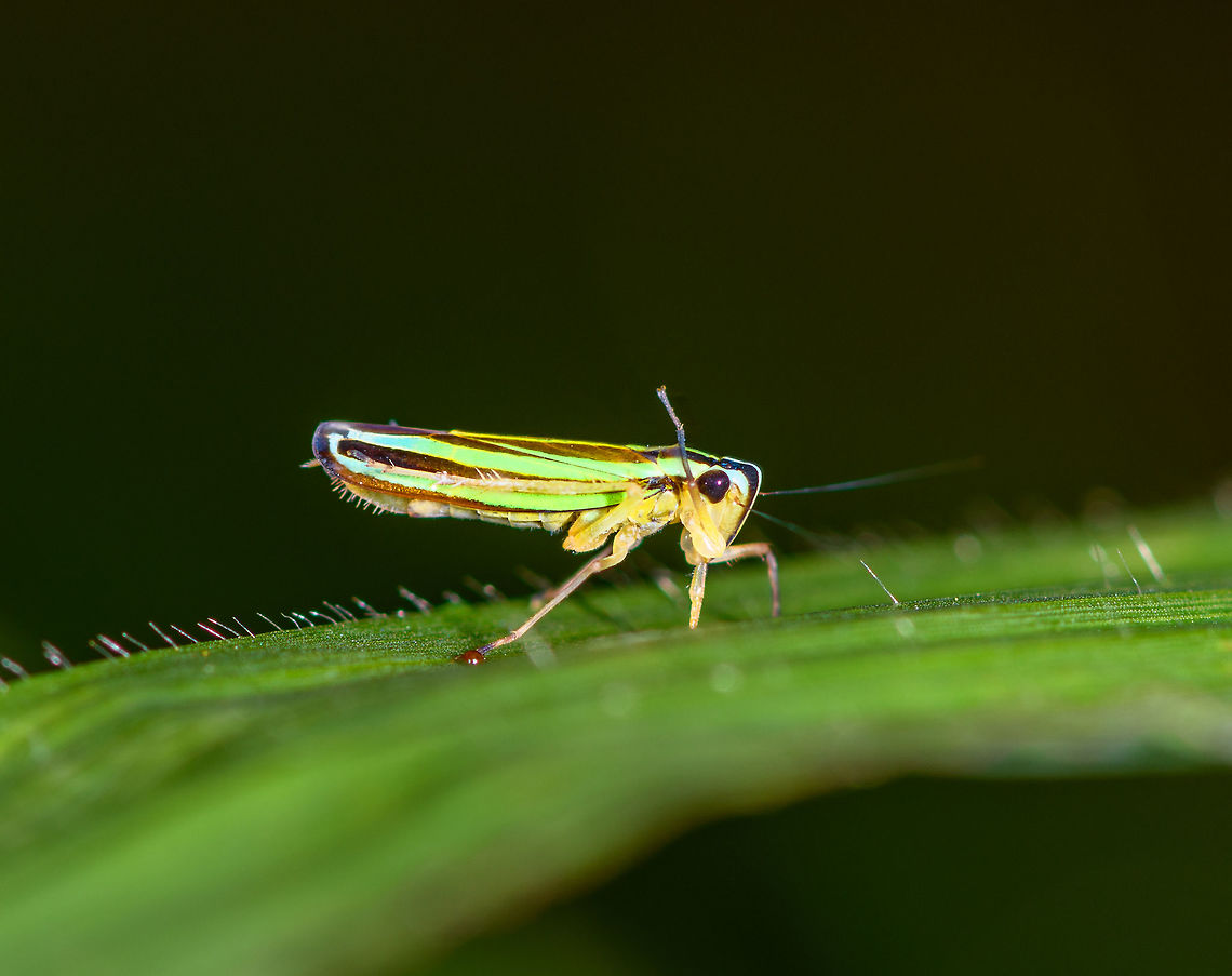 Colorful leafhopper, La Planada Nature Reserve, Colombia 0.5-0.7cm would be my guess. Colombia,Colombia 2018,Colombia South,Fall,Geotagged,La Planada Nature Reserve,South America