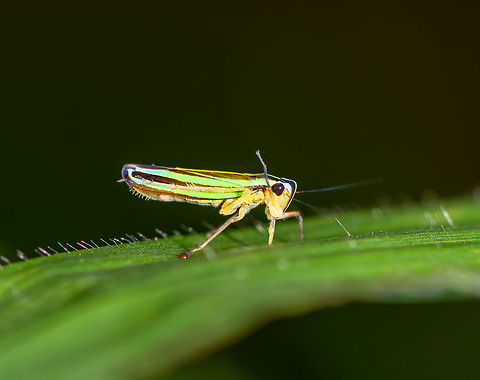 Colorful leafhopper, La Planada Nature Reserve, Colombia 0.5-0.7cm would be my guess. Colombia,Colombia 2018,Colombia South,Fall,Geotagged,La Planada Nature Reserve,South America