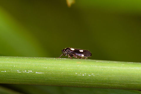 White-spotted froghopper, La Planada Nature Reserve, Colombia This is a giant crop, the hopper I estimate at about 3-5mm. Colombia,Colombia 2018,Colombia South,Fall,Geotagged,La Planada Nature Reserve,South America