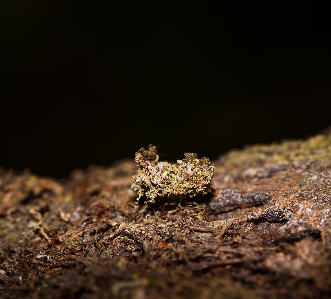 Trashbug on tree, La Planada Nature Reserve, Colombia Finally, we were all packed up and ready to leave La Planada Nature Reserve. I was waiting for the others near the entrance gate, leaning against a large tree. Next, from the corner of my eye I see part of the tree moving. <br />
<br />
It was a trash bug that broke its incredible camouflage. Reason enough to unpack the equipment. Now others were waiting for me :)<br />
<br />
Trash bugs are the larvae of lacewings, some of which carry large amounts of debris on their back for cover. The debris can consists of a variety of materials, including body parts of past prey. This is only the second one I&#039;ve seen in my life, and this individual was even more convincing than the first. There&#039;s a full texture and color match of the tree it was on, and I don&#039;t think one would ever find it without movement.  Colombia,Colombia 2018,Colombia South,La Planada Nature Reserve,South America