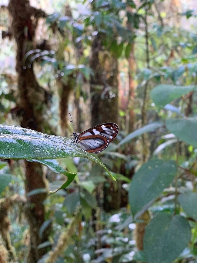 Clearwing, La Planada Nature Reserve, Colombia A quick smartphone snap of this clearwing whilst we were searching for the Plate-billed Mountain Toucan. Possibly Oleria amalda, but will try to get it verified.<br />
<figure class="photo"><a href="https://www.jungledragon.com/image/77638/clearwing_-_closeup_la_planada_nature_reserve_colombia.html" title="Clearwing - closeup, La Planada Nature Reserve, Colombia"><img src="https://s3.amazonaws.com/media.jungledragon.com/images/2/77638_thumb.jpg?AWSAccessKeyId=05GMT0V3GWVNE7GGM1R2&Expires=1770854410&Signature=1q0g%2Fz7pBHVHIYyPZh9aehY%2Biws%3D" width="200" height="150" alt="Clearwing - closeup, La Planada Nature Reserve, Colombia A quick smartphone snap of this clearwing whilst we were searching for the Plate-billed Mountain Toucan. Possibly Oleria amalda, but will try to get it verified.<br />
https://www.jungledragon.com/image/77636/clearwing_la_planada_nature_reserve_colombia.html Colombia,Fall,Geotagged" /></a></figure> Colombia,Colombia 2018,Colombia South,Fall,Geotagged,La Planada Nature Reserve,South America