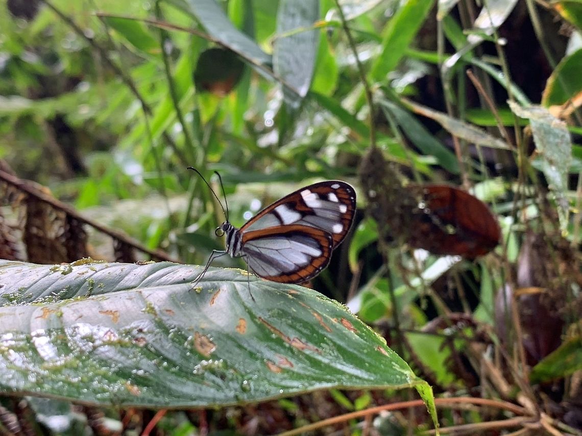 Clearwing - closeup, La Planada Nature Reserve, Colombia A quick smartphone snap of this clearwing whilst we were searching for the Plate-billed Mountain Toucan. Possibly Oleria amalda, but will try to get it verified.<br />
<figure class="photo"><a href="https://www.jungledragon.com/image/77636/clearwing_la_planada_nature_reserve_colombia.html" title="Clearwing, La Planada Nature Reserve, Colombia"><img src="https://s3.amazonaws.com/media.jungledragon.com/images/2/77636_thumb.jpg?AWSAccessKeyId=05GMT0V3GWVNE7GGM1R2&Expires=1770854410&Signature=XHk6JV5t1K0nISsfV1%2BEuulLjA8%3D" width="114" height="152" alt="Clearwing, La Planada Nature Reserve, Colombia A quick smartphone snap of this clearwing whilst we were searching for the Plate-billed Mountain Toucan. Possibly Oleria amalda, but will try to get it verified.<br />
https://www.jungledragon.com/image/77638/clearwing_-_closeup_la_planada_nature_reserve_colombia.html Colombia,Colombia 2018,Colombia South,Fall,Geotagged,La Planada Nature Reserve,South America" /></a></figure> Colombia,Fall,Geotagged