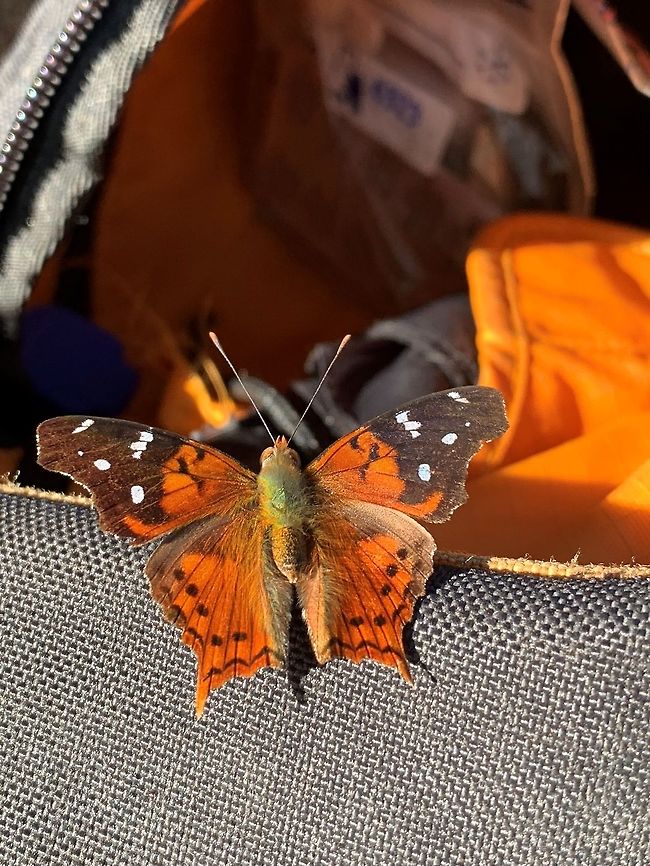 Cinderella Admiral, La Planada Nature Reserve, Colombia Captured the year before on our boots, this year on our bag. It seems quite attracted to us (our sweat). Cinderella Admiral,Colombia,Colombia 2018,Colombia South,Fall,Geotagged,Hypanartia cinderella,La Planada Nature Reserve
