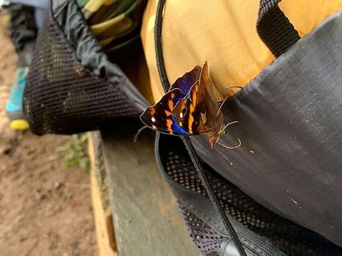 Epiphile epimenes - side view, La Planada Nature Reserve, Colombia No luck ID-ing this one yet. It has a very vibrant morpho-like blue, combined with orange marks on black. I'm thinking it may be a leafwing (Charaxinae).
https://www.jungledragon.com/image/77642/blue_orange_butterfly_la_planada_nature_reserve_colombia.html Colombia,Colombia 2018,Colombia South,Epiphile epimenes,Fall,Geotagged,La Planada Nature Reserve,South America