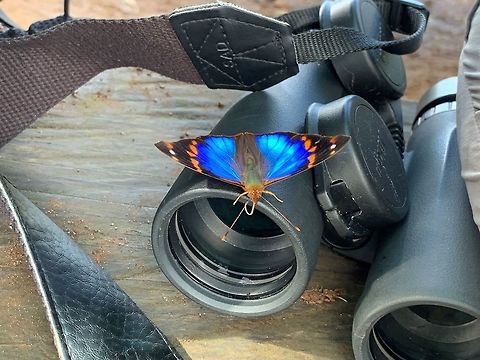 Epiphile epimenes, La Planada Nature Reserve, Colombia No luck ID-ing this one yet. It has a very vibrant morpho-like blue, combined with orange marks on black. I'm thinking it may be a leafwing (Charaxinae).
https://www.jungledragon.com/image/77641/blue_orange_butterfly_-_side_view_la_planada_nature_reserve_colombia.html Colombia,Colombia 2018,Colombia South,Epiphile epimenes,Fall,Geotagged,La Planada Nature Reserve,South America