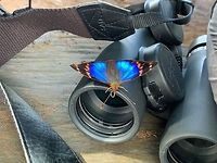 Epiphile epimenes, La Planada Nature Reserve, Colombia No luck ID-ing this one yet. It has a very vibrant morpho-like blue, combined with orange marks on black. I'm thinking it may be a leafwing (Charaxinae).<br />
https://www.jungledragon.com/image/77641/blue_orange_butterfly_-_side_view_la_planada_nature_reserve_colombia.html Colombia,Colombia 2018,Colombia South,Epiphile epimenes,Fall,Geotagged,La Planada Nature Reserve,South America