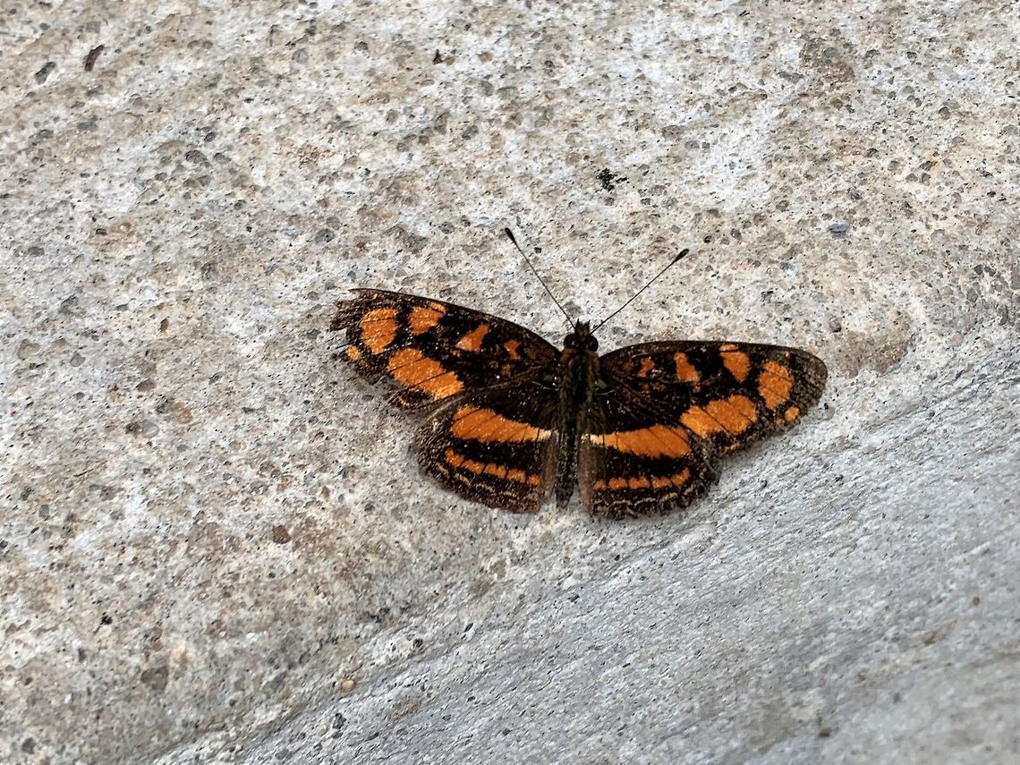Narrow-banded Crescent, La Planada Nature Reserve, Colombia Tentative ID, about 90% sure.  Colombia,Colombia 2018,Colombia South,Fall,Geotagged,La Planada Nature Reserve,South America