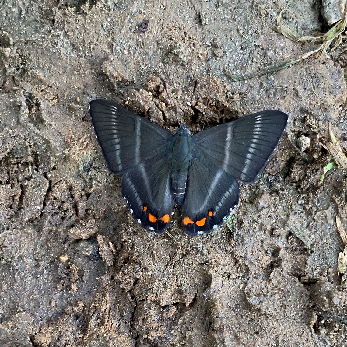 Aristotle's Duke, La Planada Nature Reserve, Colombia  Aristotle's Duke,Colombia,Colombia 2018,Colombia South,Fall,Geotagged,La Planada Nature Reserve,Siseme aristoteles,South America