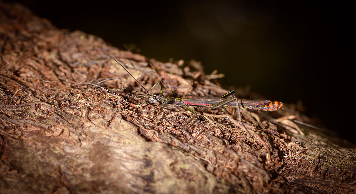 Colorful Phasmid, La Planada Nature Reserve, Colombia Here's the last observation from our visit to La Planada Nature Reserve, which spanned one afternoon and night, a full day, and a morning. <br />
<br />
Wrapping up the location:<br />
<br />
A gorgeous forest with major elevation changes, yet relatively easy and accessible paths. Conditions are extremely wet and misty (50% more rainfall than the average of Colombia, with Colombia being the wettest country in the world). Despite challenging conditions, we squeezed a lot of observations out of this place:<br />
<br />
- About 20 birds, with two major highlights: hoary puffleg and plate-billed mountain toucan<br />
- Miniature orchids in the wild and several more in the orchid research garden<br />
- Two highly productive moth nights<br />
- Several butterflies found on wider, open paths<br />
- Some frogs, surely there are many more here, we didn't focus much on it<br />
<br />
By contrast, we were not that productive in general macro/insect observations as well as fungi, as there's not much opportunity to go off-path, given the steep terrain.<br />
<br />
Up next: yet another cloud forest :) Colombia,Colombia 2018,Colombia South,La Planada Nature Reserve,South America