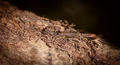 Colorful Phasmid, La Planada Nature Reserve, Colombia Here's the last observation from our visit to La Planada Nature Reserve, which spanned one afternoon and night, a full day, and a morning. 

Wrapping up the location:

A gorgeous forest with major elevation changes, yet relatively easy and accessible paths. Conditions are extremely wet and misty (50% more rainfall than the average of Colombia, with Colombia being the wettest country in the world). Despite challenging conditions, we squeezed a lot of observations out of this place:

- About 20 birds, with two major highlights: hoary puffleg and plate-billed mountain toucan
- Miniature orchids in the wild and several more in the orchid research garden
- Two highly productive moth nights
- Several butterflies found on wider, open paths
- Some frogs, surely there are many more here, we didn't focus much on it

By contrast, we were not that productive in general macro/insect observations as well as fungi, as there's not much opportunity to go off-path, given the steep terrain.

Up next: yet another cloud forest :) Colombia,Colombia 2018,Colombia South,La Planada Nature Reserve,South America