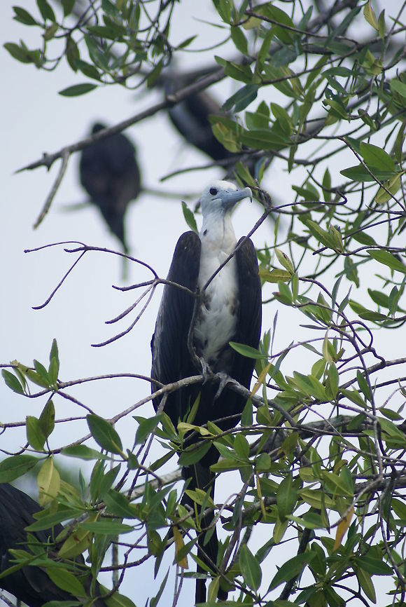 Female Magnificent Frigatebird One of many female frigratebirds as part of the harem of a single male in Costa Rica. Costa Rica,Fregata magnificens,Magnificent Frigatebird,birds