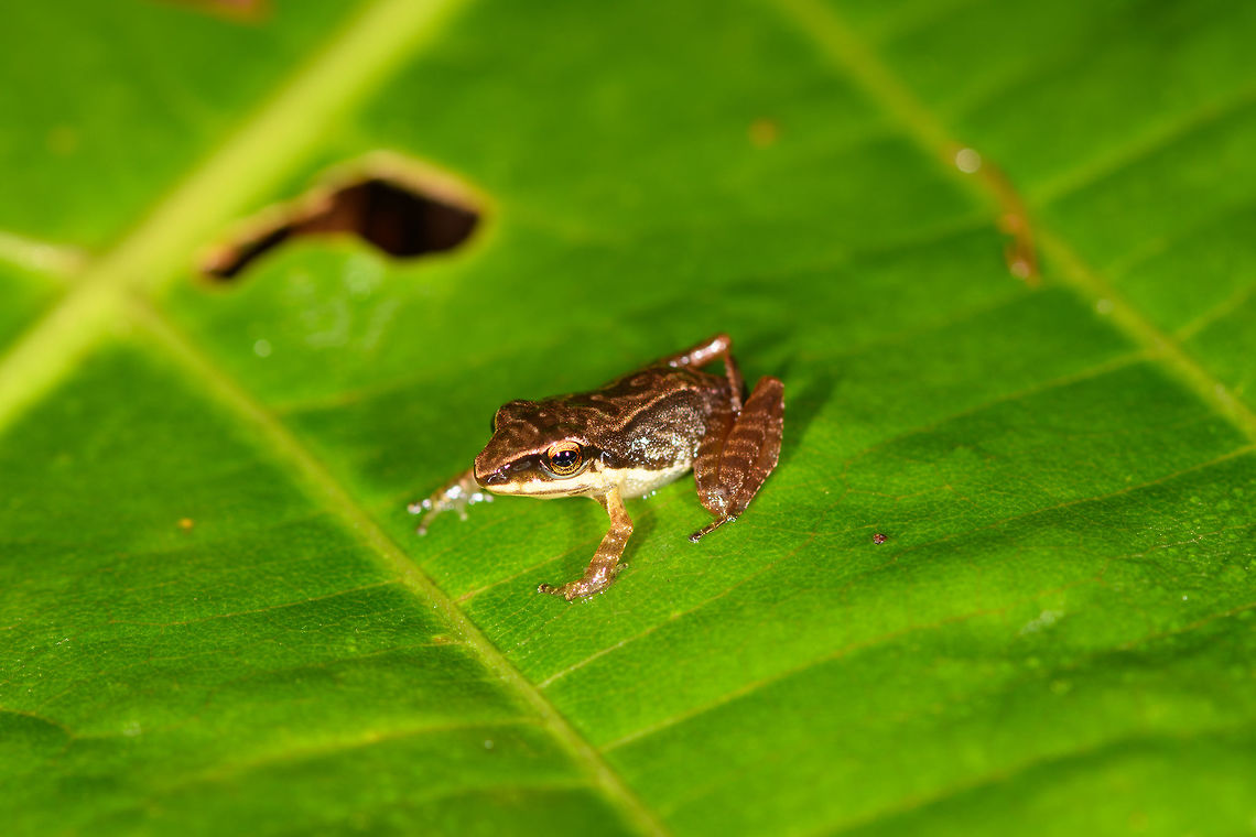 Patterned rainfrog, Rio &Ntilde;ambi, Colombia Opening up a new location: Rio &Ntilde;ambi. <br />
<br />
Setting foot in this forest is special. It's a stunning, dark, slimy pristine cloud forest. Together with our previous location, La Planada, Rio &Ntilde;ambi used to be a famous birding hotspot in the 90s. Until around 2000, the FARC moved in. Coca was planted, violence spread, and the reserves were forced to close. Some 95% of the population of nearby towns were displaced.<br />
<br />
The recent peace treaty cleared the path to reopen both reserves, and we attended both. In hindsight, I guess this explains why we were treated as if doing a state visit. Formalities, interviews, forced lectures on conservation programs, and being pulled into a local security council meeting. This is the turnaround point in history, where violence is replaced...with frogs! And many more cloud forest jewels. <br />
<br />
Welcome to Rio &Ntilde;ambi.<br />
<figure class="photo"><a href="https://www.jungledragon.com/image/77750/patterned_rainfrog_on_fallen_tree_rio_ambi_colombia.html" title="Patterned rainfrog on fallen tree, Rio &Ntilde;ambi, Colombia"><img src="https://s3.amazonaws.com/media.jungledragon.com/images/2/77750_thumb.jpg?AWSAccessKeyId=05GMT0V3GWVNE7GGM1R2&Expires=1769040010&Signature=aQGhIt5LIiEGCGsqFyVSHFnQVnY%3D" width="200" height="134" alt="Patterned rainfrog on fallen tree, Rio &Ntilde;ambi, Colombia Opening up a new location: Rio &Ntilde;ambi. <br />
<br />
Setting foot in this forest is special. It's a stunning, dark, slimy pristine cloud forest. Together with our previous location, La Planada, Rio &Ntilde;ambi used to be a famous birding hotspot in the 90s. Until around 2000, the FARC moved in. Coca was planted, violence spread, and the reserves were forced to close. Some 95% of the population of nearby towns were displaced.<br />
<br />
The recent peace treaty cleared the path to reopen both reserves, and we attended both. In hindsight, I guess this explains why we were treated as if doing a state visit. Formalities, interviews, forced lectures on conservation programs, and being pulled into a local security council meeting. This is the turnaround point in history, where violence is replaced...with frogs! And many more cloud forest jewels. <br />
<br />
Welcome to Rio &Ntilde;ambi.<br />
https://www.jungledragon.com/image/77749/patterned_rainfrog_rio_ambi_colombia.html<br />
https://www.jungledragon.com/image/77751/patterned_rainfrog_on_fallen_tree_-_top_view_rio_ambi_colombia.html<br />
https://www.jungledragon.com/image/77752/patterned_rainfrog_on_forest_floor_-_front_view_rio_ambi_colombia.html Colombia,Colombia 2018,Colombia South,Rio &Ntilde;ambi,South America" /></a></figure><br />
<figure class="photo"><a href="https://www.jungledragon.com/image/77751/patterned_rainfrog_on_fallen_tree_-_top_view_rio_ambi_colombia.html" title="Patterned rainfrog on fallen tree - top view, Rio &Ntilde;ambi, Colombia"><img src="https://s3.amazonaws.com/media.jungledragon.com/images/2/77751_thumb.jpg?AWSAccessKeyId=05GMT0V3GWVNE7GGM1R2&Expires=1769040010&Signature=Osw7z7U6%2FAbVMT%2FonpncDDqzqZo%3D" width="200" height="178" alt="Patterned rainfrog on fallen tree - top view, Rio &Ntilde;ambi, Colombia Opening up a new location: Rio &Ntilde;ambi. <br />
<br />
Setting foot in this forest is special. It's a stunning, dark, slimy pristine cloud forest. Together with our previous location, La Planada, Rio &Ntilde;ambi used to be a famous birding hotspot in the 90s. Until around 2000, the FARC moved in. Coca was planted, violence spread, and the reserves were forced to close. Some 95% of the population of nearby towns were displaced.<br />
<br />
The recent peace treaty cleared the path to reopen both reserves, and we attended both. In hindsight, I guess this explains why we were treated as if doing a state visit. Formalities, interviews, forced lectures on conservation programs, and being pulled into a local security council meeting. This is the turnaround point in history, where violence is replaced...with frogs! And many more cloud forest jewels. <br />
<br />
Welcome to Rio &Ntilde;ambi.<br />
https://www.jungledragon.com/image/77749/patterned_rainfrog_rio_ambi_colombia.html<br />
https://www.jungledragon.com/image/77750/patterned_rainfrog_on_fallen_tree_rio_ambi_colombia.html<br />
https://www.jungledragon.com/image/77752/patterned_rainfrog_on_forest_floor_-_front_view_rio_ambi_colombia.html Colombia,Colombia 2018,Colombia South,Rio &Ntilde;ambi,South America" /></a></figure><br />
<figure class="photo"><a href="https://www.jungledragon.com/image/77752/patterned_rainfrog_on_forest_floor_-_front_view_rio_ambi_colombia.html" title="Patterned rainfrog on forest floor - front view, Rio &Ntilde;ambi, Colombia"><img src="https://s3.amazonaws.com/media.jungledragon.com/images/2/77752_thumb.jpg?AWSAccessKeyId=05GMT0V3GWVNE7GGM1R2&Expires=1769040010&Signature=nVVrUTkGBFbZ0eWizyPhunZjMNw%3D" width="200" height="188" alt="Patterned rainfrog on forest floor - front view, Rio &Ntilde;ambi, Colombia Opening up a new location: Rio &Ntilde;ambi. <br />
<br />
Setting foot in this forest is special. It's a stunning, dark, slimy pristine cloud forest. Together with our previous location, La Planada, Rio &Ntilde;ambi used to be a famous birding hotspot in the 90s. Until around 2000, the FARC moved in. Coca was planted, violence spread, and the reserves were forced to close. Some 95% of the population of nearby towns were displaced.<br />
<br />
The recent peace treaty cleared the path to reopen both reserves, and we attended both. In hindsight, I guess this explains why we were treated as if doing a state visit. Formalities, interviews, forced lectures on conservation programs, and being pulled into a local security council meeting. This is the turnaround point in history, where violence is replaced...with frogs! And many more cloud forest jewels. <br />
<br />
Welcome to Rio &Ntilde;ambi.<br />
https://www.jungledragon.com/image/77749/patterned_rainfrog_rio_ambi_colombia.html<br />
https://www.jungledragon.com/image/77750/patterned_rainfrog_on_fallen_tree_rio_ambi_colombia.html<br />
https://www.jungledragon.com/image/77751/patterned_rainfrog_on_fallen_tree_-_top_view_rio_ambi_colombia.html Colombia,Colombia 2018,Colombia South,Rio &Ntilde;ambi,South America" /></a></figure> Colombia,Colombia 2018,Colombia South,Rio &Ntilde;ambi,South America