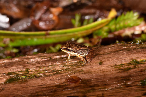 Patterned rainfrog on fallen tree, Rio &Ntilde;ambi, Colombia Opening up a new location: Rio &Ntilde;ambi. 

Setting foot in this forest is special. It's a stunning, dark, slimy pristine cloud forest. Together with our previous location, La Planada, Rio &Ntilde;ambi used to be a famous birding hotspot in the 90s. Until around 2000, the FARC moved in. Coca was planted, violence spread, and the reserves were forced to close. Some 95% of the population of nearby towns were displaced.

The recent peace treaty cleared the path to reopen both reserves, and we attended both. In hindsight, I guess this explains why we were treated as if doing a state visit. Formalities, interviews, forced lectures on conservation programs, and being pulled into a local security council meeting. This is the turnaround point in history, where violence is replaced...with frogs! And many more cloud forest jewels. 

Welcome to Rio &Ntilde;ambi.
https://www.jungledragon.com/image/77749/patterned_rainfrog_rio_ambi_colombia.html
https://www.jungledragon.com/image/77751/patterned_rainfrog_on_fallen_tree_-_top_view_rio_ambi_colombia.html
https://www.jungledragon.com/image/77752/patterned_rainfrog_on_forest_floor_-_front_view_rio_ambi_colombia.html Colombia,Colombia 2018,Colombia South,Rio &Ntilde;ambi,South America