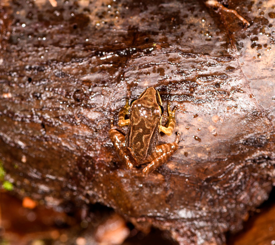 Patterned rainfrog on fallen tree - top view, Rio &Ntilde;ambi, Colombia Opening up a new location: Rio &Ntilde;ambi. <br />
<br />
Setting foot in this forest is special. It's a stunning, dark, slimy pristine cloud forest. Together with our previous location, La Planada, Rio &Ntilde;ambi used to be a famous birding hotspot in the 90s. Until around 2000, the FARC moved in. Coca was planted, violence spread, and the reserves were forced to close. Some 95% of the population of nearby towns were displaced.<br />
<br />
The recent peace treaty cleared the path to reopen both reserves, and we attended both. In hindsight, I guess this explains why we were treated as if doing a state visit. Formalities, interviews, forced lectures on conservation programs, and being pulled into a local security council meeting. This is the turnaround point in history, where violence is replaced...with frogs! And many more cloud forest jewels. <br />
<br />
Welcome to Rio &Ntilde;ambi.<br />
<figure class="photo"><a href="https://www.jungledragon.com/image/77749/patterned_rainfrog_rio_ambi_colombia.html" title="Patterned rainfrog, Rio &Ntilde;ambi, Colombia"><img src="https://s3.amazonaws.com/media.jungledragon.com/images/2/77749_thumb.jpg?AWSAccessKeyId=05GMT0V3GWVNE7GGM1R2&Expires=1769040010&Signature=l1EV%2Bk09ReZ2Y7bMEiqeWL3MFNY%3D" width="200" height="134" alt="Patterned rainfrog, Rio &Ntilde;ambi, Colombia Opening up a new location: Rio &Ntilde;ambi. <br />
<br />
Setting foot in this forest is special. It's a stunning, dark, slimy pristine cloud forest. Together with our previous location, La Planada, Rio &Ntilde;ambi used to be a famous birding hotspot in the 90s. Until around 2000, the FARC moved in. Coca was planted, violence spread, and the reserves were forced to close. Some 95% of the population of nearby towns were displaced.<br />
<br />
The recent peace treaty cleared the path to reopen both reserves, and we attended both. In hindsight, I guess this explains why we were treated as if doing a state visit. Formalities, interviews, forced lectures on conservation programs, and being pulled into a local security council meeting. This is the turnaround point in history, where violence is replaced...with frogs! And many more cloud forest jewels. <br />
<br />
Welcome to Rio &Ntilde;ambi.<br />
https://www.jungledragon.com/image/77750/patterned_rainfrog_on_fallen_tree_rio_ambi_colombia.html<br />
https://www.jungledragon.com/image/77751/patterned_rainfrog_on_fallen_tree_-_top_view_rio_ambi_colombia.html<br />
https://www.jungledragon.com/image/77752/patterned_rainfrog_on_forest_floor_-_front_view_rio_ambi_colombia.html Colombia,Colombia 2018,Colombia South,Rio &Ntilde;ambi,South America" /></a></figure><br />
<figure class="photo"><a href="https://www.jungledragon.com/image/77750/patterned_rainfrog_on_fallen_tree_rio_ambi_colombia.html" title="Patterned rainfrog on fallen tree, Rio &Ntilde;ambi, Colombia"><img src="https://s3.amazonaws.com/media.jungledragon.com/images/2/77750_thumb.jpg?AWSAccessKeyId=05GMT0V3GWVNE7GGM1R2&Expires=1769040010&Signature=aQGhIt5LIiEGCGsqFyVSHFnQVnY%3D" width="200" height="134" alt="Patterned rainfrog on fallen tree, Rio &Ntilde;ambi, Colombia Opening up a new location: Rio &Ntilde;ambi. <br />
<br />
Setting foot in this forest is special. It's a stunning, dark, slimy pristine cloud forest. Together with our previous location, La Planada, Rio &Ntilde;ambi used to be a famous birding hotspot in the 90s. Until around 2000, the FARC moved in. Coca was planted, violence spread, and the reserves were forced to close. Some 95% of the population of nearby towns were displaced.<br />
<br />
The recent peace treaty cleared the path to reopen both reserves, and we attended both. In hindsight, I guess this explains why we were treated as if doing a state visit. Formalities, interviews, forced lectures on conservation programs, and being pulled into a local security council meeting. This is the turnaround point in history, where violence is replaced...with frogs! And many more cloud forest jewels. <br />
<br />
Welcome to Rio &Ntilde;ambi.<br />
https://www.jungledragon.com/image/77749/patterned_rainfrog_rio_ambi_colombia.html<br />
https://www.jungledragon.com/image/77751/patterned_rainfrog_on_fallen_tree_-_top_view_rio_ambi_colombia.html<br />
https://www.jungledragon.com/image/77752/patterned_rainfrog_on_forest_floor_-_front_view_rio_ambi_colombia.html Colombia,Colombia 2018,Colombia South,Rio &Ntilde;ambi,South America" /></a></figure><br />
<figure class="photo"><a href="https://www.jungledragon.com/image/77752/patterned_rainfrog_on_forest_floor_-_front_view_rio_ambi_colombia.html" title="Patterned rainfrog on forest floor - front view, Rio &Ntilde;ambi, Colombia"><img src="https://s3.amazonaws.com/media.jungledragon.com/images/2/77752_thumb.jpg?AWSAccessKeyId=05GMT0V3GWVNE7GGM1R2&Expires=1769040010&Signature=nVVrUTkGBFbZ0eWizyPhunZjMNw%3D" width="200" height="188" alt="Patterned rainfrog on forest floor - front view, Rio &Ntilde;ambi, Colombia Opening up a new location: Rio &Ntilde;ambi. <br />
<br />
Setting foot in this forest is special. It's a stunning, dark, slimy pristine cloud forest. Together with our previous location, La Planada, Rio &Ntilde;ambi used to be a famous birding hotspot in the 90s. Until around 2000, the FARC moved in. Coca was planted, violence spread, and the reserves were forced to close. Some 95% of the population of nearby towns were displaced.<br />
<br />
The recent peace treaty cleared the path to reopen both reserves, and we attended both. In hindsight, I guess this explains why we were treated as if doing a state visit. Formalities, interviews, forced lectures on conservation programs, and being pulled into a local security council meeting. This is the turnaround point in history, where violence is replaced...with frogs! And many more cloud forest jewels. <br />
<br />
Welcome to Rio &Ntilde;ambi.<br />
https://www.jungledragon.com/image/77749/patterned_rainfrog_rio_ambi_colombia.html<br />
https://www.jungledragon.com/image/77750/patterned_rainfrog_on_fallen_tree_rio_ambi_colombia.html<br />
https://www.jungledragon.com/image/77751/patterned_rainfrog_on_fallen_tree_-_top_view_rio_ambi_colombia.html Colombia,Colombia 2018,Colombia South,Rio &Ntilde;ambi,South America" /></a></figure> Colombia,Colombia 2018,Colombia South,Rio &Ntilde;ambi,South America