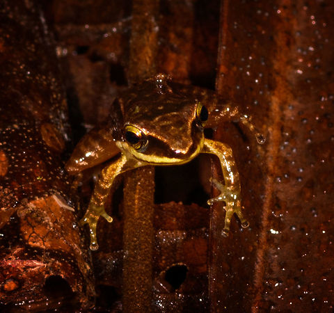 Patterned rainfrog on forest floor - front view, Rio &Ntilde;ambi, Colombia Opening up a new location: Rio &Ntilde;ambi. 

Setting foot in this forest is special. It's a stunning, dark, slimy pristine cloud forest. Together with our previous location, La Planada, Rio &Ntilde;ambi used to be a famous birding hotspot in the 90s. Until around 2000, the FARC moved in. Coca was planted, violence spread, and the reserves were forced to close. Some 95% of the population of nearby towns were displaced.

The recent peace treaty cleared the path to reopen both reserves, and we attended both. In hindsight, I guess this explains why we were treated as if doing a state visit. Formalities, interviews, forced lectures on conservation programs, and being pulled into a local security council meeting. This is the turnaround point in history, where violence is replaced...with frogs! And many more cloud forest jewels. 

Welcome to Rio &Ntilde;ambi.
https://www.jungledragon.com/image/77749/patterned_rainfrog_rio_ambi_colombia.html
https://www.jungledragon.com/image/77750/patterned_rainfrog_on_fallen_tree_rio_ambi_colombia.html
https://www.jungledragon.com/image/77751/patterned_rainfrog_on_fallen_tree_-_top_view_rio_ambi_colombia.html Colombia,Colombia 2018,Colombia South,Rio &Ntilde;ambi,South America
