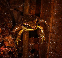 Patterned rainfrog on forest floor - front view, Rio Ñambi, Colombia Opening up a new location: Rio Ñambi. <br />
<br />
Setting foot in this forest is special. It's a stunning, dark, slimy pristine cloud forest. Together with our previous location, La Planada, Rio Ñambi used to be a famous birding hotspot in the 90s. Until around 2000, the FARC moved in. Coca was planted, violence spread, and the reserves were forced to close. Some 95% of the population of nearby towns were displaced.<br />
<br />
The recent peace treaty cleared the path to reopen both reserves, and we attended both. In hindsight, I guess this explains why we were treated as if doing a state visit. Formalities, interviews, forced lectures on conservation programs, and being pulled into a local security council meeting. This is the turnaround point in history, where violence is replaced...with frogs! And many more cloud forest jewels. <br />
<br />
Welcome to Rio Ñambi.<br />
https://www.jungledragon.com/image/77749/patterned_rainfrog_rio_ambi_colombia.html<br />
https://www.jungledragon.com/image/77750/patterned_rainfrog_on_fallen_tree_rio_ambi_colombia.html<br />
https://www.jungledragon.com/image/77751/patterned_rainfrog_on_fallen_tree_-_top_view_rio_ambi_colombia.html Colombia,Colombia 2018,Colombia South,Rio Ñambi,South America