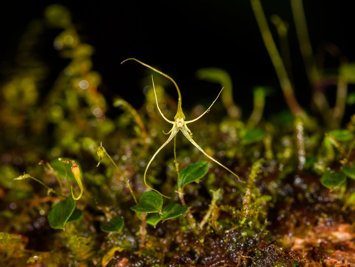 Lepanthes filamentosa, Rio Ñambi, Colombia To make it to our lodge in the middle of the Rio &Ntilde;ambi forest, we had to hike a 2km trail, which was more like 4km. This cloud forest is dark and so slimy that it feels like walking on soap. Ideal lepanthes territory. This one is large for a lepanthes, at 1.5cm.<br />
<figure class="photo"><a href="https://www.jungledragon.com/image/77757/lepanthes_filamentosa_-_closeup_rio_ambi_colombia.html" title="Lepanthes filamentosa - closeup, Rio &Ntilde;ambi, Colombia"><img src="https://s3.amazonaws.com/media.jungledragon.com/images/2/77757_thumb.jpg?AWSAccessKeyId=05GMT0V3GWVNE7GGM1R2&Expires=1759968010&Signature=6gcwtLhi3buZGD4MmXQek%2F922Ik%3D" width="200" height="200" alt="Lepanthes filamentosa - closeup, Rio &Ntilde;ambi, Colombia To make it to our lodge in the middle of the Rio &Ntilde;ambi forest, we had to hike a 2km trail, which was more like 4km. This cloud forest is dark and so slimy that it feels like walking on soap. Ideal lepanthes territory. This one is large for a lepanthes, at 1.5cm.<br />
https://www.jungledragon.com/image/77756/lepanthes_filamentosa_rio_ambi_colombia.html Colombia,Colombia 2018,Colombia South,Filamentous Lepanthes,Lepanthes filamentosa,Rio &Ntilde;ambi,South America" /></a></figure> Colombia,Colombia 2018,Colombia South,Filamentous Lepanthes,Lepanthes filamentosa,Rio Ñambi,South America