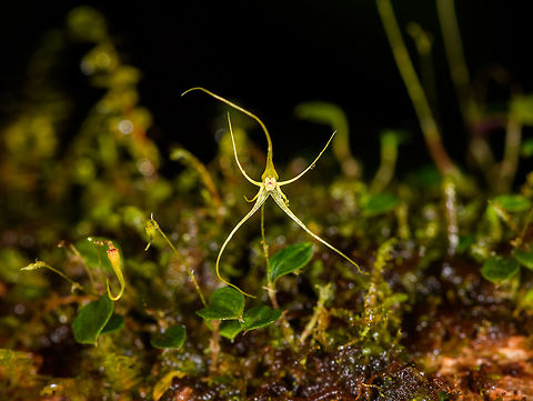 Lepanthes filamentosa, Rio &Ntilde;ambi, Colombia To make it to our lodge in the middle of the Rio &Ntilde;ambi forest, we had to hike a 2km trail, which was more like 4km. This cloud forest is dark and so slimy that it feels like walking on soap. Ideal lepanthes territory. This one is large for a lepanthes, at 1.5cm.
https://www.jungledragon.com/image/77757/lepanthes_filamentosa_-_closeup_rio_ambi_colombia.html Colombia,Colombia 2018,Colombia South,Filamentous Lepanthes,Lepanthes filamentosa,Rio &Ntilde;ambi,South America