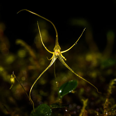 Lepanthes filamentosa - closeup, Rio &Ntilde;ambi, Colombia To make it to our lodge in the middle of the Rio &Ntilde;ambi forest, we had to hike a 2km trail, which was more like 4km. This cloud forest is dark and so slimy that it feels like walking on soap. Ideal lepanthes territory. This one is large for a lepanthes, at 1.5cm.
https://www.jungledragon.com/image/77756/lepanthes_filamentosa_rio_ambi_colombia.html Colombia,Colombia 2018,Colombia South,Filamentous Lepanthes,Lepanthes filamentosa,Rio &Ntilde;ambi,South America