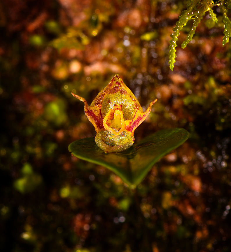 Pleurothallis sp., Rio Ñambi, Colombia  Colombia,Colombia 2018,Colombia South,Rio Ñambi,South America