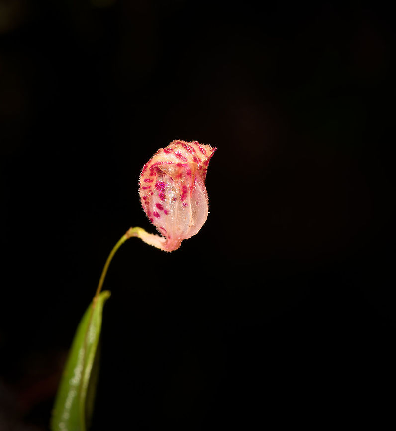 Lepanthes ribes, Rio Ñambi, Colombia Flower size: 1cm.<br />
<figure class="photo"><a href="https://www.jungledragon.com/image/77760/lepanthes_ribes_-_top_view_rio_ambi_colombia.html" title="Lepanthes ribes - top view, Rio &Ntilde;ambi, Colombia"><img src="https://s3.amazonaws.com/media.jungledragon.com/images/2/77760_thumb.jpg?AWSAccessKeyId=05GMT0V3GWVNE7GGM1R2&Expires=1759968010&Signature=OVUePwSnTp3o8adzzt0g7H3uYdQ%3D" width="122" height="152" alt="Lepanthes ribes - top view, Rio &Ntilde;ambi, Colombia Flower size: 1cm.<br />
https://www.jungledragon.com/image/77759/lepanthes_ribes_rio_ambi_colombia.html<br />
https://www.jungledragon.com/image/77761/lepanthes_filamentosa_-_full_plant_rio_ambi_colombia.html<br />
https://www.jungledragon.com/image/77762/lepanthes_ribes_-_full_plant_2_rio_ambi_colombia.html<br />
https://www.jungledragon.com/image/77763/lepanthes_ribes_-macro_rio_ambi_colombia.html<br />
https://www.jungledragon.com/image/77766/lepanthes_ribes_-_full_plant_3_rio_ambi_colombia.html<br />
 Colombia,Colombia 2018,Colombia South,Lepanthes ribes,Rio &Ntilde;ambi,South America" /></a></figure><br />
<figure class="photo"><a href="https://www.jungledragon.com/image/77761/lepanthes_filamentosa_-_full_plant_rio_ambi_colombia.html" title="Lepanthes filamentosa - full plant, Rio &Ntilde;ambi, Colombia"><img src="https://s3.amazonaws.com/media.jungledragon.com/images/2/77761_thumb.jpg?AWSAccessKeyId=05GMT0V3GWVNE7GGM1R2&Expires=1759968010&Signature=rFcLGW3kpB7txiggMxeXI21C%2BCI%3D" width="94" height="152" alt="Lepanthes filamentosa - full plant, Rio &Ntilde;ambi, Colombia Flower size: 1cm.<br />
https://www.jungledragon.com/image/77759/lepanthes_ribes_rio_ambi_colombia.html<br />
https://www.jungledragon.com/image/77760/lepanthes_ribes_-_top_view_rio_ambi_colombia.html<br />
https://www.jungledragon.com/image/77762/lepanthes_ribes_-_full_plant_2_rio_ambi_colombia.html<br />
https://www.jungledragon.com/image/77763/lepanthes_ribes_-macro_rio_ambi_colombia.html<br />
https://www.jungledragon.com/image/77766/lepanthes_ribes_-_full_plant_3_rio_ambi_colombia.html<br />
 Colombia,Colombia 2018,Colombia South,Lepanthes ribes,Rio &Ntilde;ambi,South America" /></a></figure><br />
<figure class="photo"><a href="https://www.jungledragon.com/image/77762/lepanthes_ribes_-_full_plant_2_rio_ambi_colombia.html" title="Lepanthes ribes - full plant 2, Rio &Ntilde;ambi, Colombia"><img src="https://s3.amazonaws.com/media.jungledragon.com/images/2/77762_thumb.jpg?AWSAccessKeyId=05GMT0V3GWVNE7GGM1R2&Expires=1759968010&Signature=5Mca1MXM0EFAlZvdKYnN5dqg3AU%3D" width="102" height="152" alt="Lepanthes ribes - full plant 2, Rio &Ntilde;ambi, Colombia Flower size: 1cm.<br />
https://www.jungledragon.com/image/77759/lepanthes_ribes_rio_ambi_colombia.html<br />
https://www.jungledragon.com/image/77760/lepanthes_ribes_-_top_view_rio_ambi_colombia.html<br />
https://www.jungledragon.com/image/77761/lepanthes_filamentosa_-_full_plant_rio_ambi_colombia.html<br />
https://www.jungledragon.com/image/77763/lepanthes_ribes_-macro_rio_ambi_colombia.html<br />
https://www.jungledragon.com/image/77766/lepanthes_ribes_-_full_plant_3_rio_ambi_colombia.html<br />
 Colombia,Colombia 2018,Colombia South,Lepanthes ribes,Rio &Ntilde;ambi,South America" /></a></figure><br />
<figure class="photo"><a href="https://www.jungledragon.com/image/77763/lepanthes_ribes_-macro_rio_ambi_colombia.html" title="Lepanthes ribes -macro, Rio &Ntilde;ambi, Colombia"><img src="https://s3.amazonaws.com/media.jungledragon.com/images/2/77763_thumb.jpg?AWSAccessKeyId=05GMT0V3GWVNE7GGM1R2&Expires=1759968010&Signature=w8rGCpl6LyyewLkiPzKMeaYV0xA%3D" width="200" height="174" alt="Lepanthes ribes -macro, Rio &Ntilde;ambi, Colombia Flower size: 1cm.<br />
https://www.jungledragon.com/image/77759/lepanthes_ribes_rio_ambi_colombia.html<br />
https://www.jungledragon.com/image/77760/lepanthes_ribes_-_top_view_rio_ambi_colombia.html<br />
https://www.jungledragon.com/image/77761/lepanthes_filamentosa_-_full_plant_rio_ambi_colombia.html<br />
https://www.jungledragon.com/image/77762/lepanthes_ribes_-_full_plant_2_rio_ambi_colombia.html<br />
https://www.jungledragon.com/image/77766/lepanthes_ribes_-_full_plant_3_rio_ambi_colombia.html<br />
 Colombia,Colombia 2018,Colombia South,Lepanthes ribes,Rio &Ntilde;ambi,South America" /></a></figure><br />
<figure class="photo"><a href="https://www.jungledragon.com/image/77766/lepanthes_ribes_-_full_plant_3_rio_ambi_colombia.html" title="Lepanthes ribes - full plant 3, Rio &Ntilde;ambi, Colombia"><img src="https://s3.amazonaws.com/media.jungledragon.com/images/2/77766_thumb.jpg?AWSAccessKeyId=05GMT0V3GWVNE7GGM1R2&Expires=1759968010&Signature=obT7q1vWboB0ae%2FKk6pe%2F8b5ARU%3D" width="200" height="134" alt="Lepanthes ribes - full plant 3, Rio &Ntilde;ambi, Colombia Flower size: 1cm.<br />
https://www.jungledragon.com/image/77759/lepanthes_ribes_rio_ambi_colombia.html<br />
https://www.jungledragon.com/image/77760/lepanthes_ribes_-_top_view_rio_ambi_colombia.html<br />
https://www.jungledragon.com/image/77761/lepanthes_filamentosa_-_full_plant_rio_ambi_colombia.html<br />
https://www.jungledragon.com/image/77762/lepanthes_ribes_-_full_plant_2_rio_ambi_colombia.html<br />
https://www.jungledragon.com/image/77763/lepanthes_ribes_-macro_rio_ambi_colombia.html Colombia,Colombia 2018,Colombia South,Lepanthes ribes,Rio &Ntilde;ambi,South America" /></a></figure><br />
 Colombia,Colombia 2018,Colombia South,Lepanthes ribes,Rio Ñambi,South America
