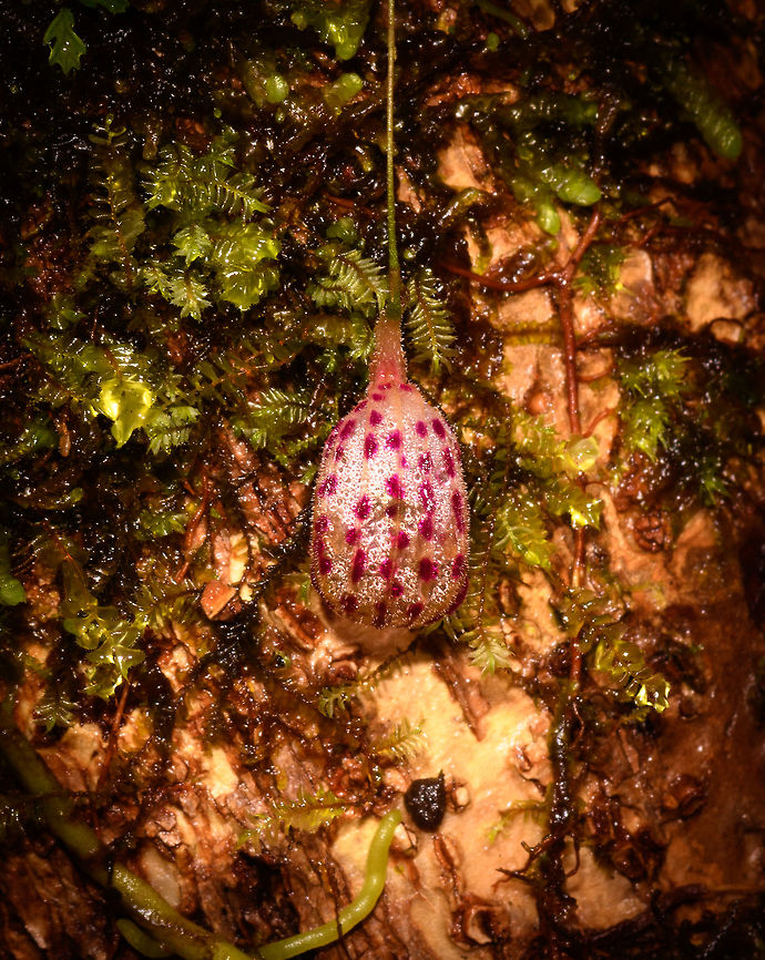 Lepanthes ribes - top view, Rio &Ntilde;ambi, Colombia Flower size: 1cm.<br />
<figure class="photo"><a href="https://www.jungledragon.com/image/77759/lepanthes_ribes_rio_ambi_colombia.html" title="Lepanthes ribes, Rio &Ntilde;ambi, Colombia"><img src="https://s3.amazonaws.com/media.jungledragon.com/images/2/77759_thumb.jpg?AWSAccessKeyId=05GMT0V3GWVNE7GGM1R2&Expires=1770854410&Signature=DIYRa38nyzPb4HHvuMjXaUyqjpE%3D" width="140" height="152" alt="Lepanthes ribes, Rio &Ntilde;ambi, Colombia Flower size: 1cm.<br />
https://www.jungledragon.com/image/77760/lepanthes_ribes_-_top_view_rio_ambi_colombia.html<br />
https://www.jungledragon.com/image/77761/lepanthes_filamentosa_-_full_plant_rio_ambi_colombia.html<br />
https://www.jungledragon.com/image/77762/lepanthes_ribes_-_full_plant_2_rio_ambi_colombia.html<br />
https://www.jungledragon.com/image/77763/lepanthes_ribes_-macro_rio_ambi_colombia.html<br />
https://www.jungledragon.com/image/77766/lepanthes_ribes_-_full_plant_3_rio_ambi_colombia.html<br />
 Colombia,Colombia 2018,Colombia South,Lepanthes ribes,Rio &Ntilde;ambi,South America" /></a></figure><br />
<figure class="photo"><a href="https://www.jungledragon.com/image/77761/lepanthes_filamentosa_-_full_plant_rio_ambi_colombia.html" title="Lepanthes filamentosa - full plant, Rio &Ntilde;ambi, Colombia"><img src="https://s3.amazonaws.com/media.jungledragon.com/images/2/77761_thumb.jpg?AWSAccessKeyId=05GMT0V3GWVNE7GGM1R2&Expires=1770854410&Signature=yTXbBX%2BtBsm0Rwcjdxri9I%2Ff2h4%3D" width="94" height="152" alt="Lepanthes filamentosa - full plant, Rio &Ntilde;ambi, Colombia Flower size: 1cm.<br />
https://www.jungledragon.com/image/77759/lepanthes_ribes_rio_ambi_colombia.html<br />
https://www.jungledragon.com/image/77760/lepanthes_ribes_-_top_view_rio_ambi_colombia.html<br />
https://www.jungledragon.com/image/77762/lepanthes_ribes_-_full_plant_2_rio_ambi_colombia.html<br />
https://www.jungledragon.com/image/77763/lepanthes_ribes_-macro_rio_ambi_colombia.html<br />
https://www.jungledragon.com/image/77766/lepanthes_ribes_-_full_plant_3_rio_ambi_colombia.html<br />
 Colombia,Colombia 2018,Colombia South,Lepanthes ribes,Rio &Ntilde;ambi,South America" /></a></figure><br />
<figure class="photo"><a href="https://www.jungledragon.com/image/77762/lepanthes_ribes_-_full_plant_2_rio_ambi_colombia.html" title="Lepanthes ribes - full plant 2, Rio &Ntilde;ambi, Colombia"><img src="https://s3.amazonaws.com/media.jungledragon.com/images/2/77762_thumb.jpg?AWSAccessKeyId=05GMT0V3GWVNE7GGM1R2&Expires=1770854410&Signature=5tV4lTs%2B4fkmUoRE5SBGmuLvzKo%3D" width="102" height="152" alt="Lepanthes ribes - full plant 2, Rio &Ntilde;ambi, Colombia Flower size: 1cm.<br />
https://www.jungledragon.com/image/77759/lepanthes_ribes_rio_ambi_colombia.html<br />
https://www.jungledragon.com/image/77760/lepanthes_ribes_-_top_view_rio_ambi_colombia.html<br />
https://www.jungledragon.com/image/77761/lepanthes_filamentosa_-_full_plant_rio_ambi_colombia.html<br />
https://www.jungledragon.com/image/77763/lepanthes_ribes_-macro_rio_ambi_colombia.html<br />
https://www.jungledragon.com/image/77766/lepanthes_ribes_-_full_plant_3_rio_ambi_colombia.html<br />
 Colombia,Colombia 2018,Colombia South,Lepanthes ribes,Rio &Ntilde;ambi,South America" /></a></figure><br />
<figure class="photo"><a href="https://www.jungledragon.com/image/77763/lepanthes_ribes_-macro_rio_ambi_colombia.html" title="Lepanthes ribes -macro, Rio &Ntilde;ambi, Colombia"><img src="https://s3.amazonaws.com/media.jungledragon.com/images/2/77763_thumb.jpg?AWSAccessKeyId=05GMT0V3GWVNE7GGM1R2&Expires=1770854410&Signature=66cD1Go2iURqqHDe9sl8KgnLwqk%3D" width="200" height="174" alt="Lepanthes ribes -macro, Rio &Ntilde;ambi, Colombia Flower size: 1cm.<br />
https://www.jungledragon.com/image/77759/lepanthes_ribes_rio_ambi_colombia.html<br />
https://www.jungledragon.com/image/77760/lepanthes_ribes_-_top_view_rio_ambi_colombia.html<br />
https://www.jungledragon.com/image/77761/lepanthes_filamentosa_-_full_plant_rio_ambi_colombia.html<br />
https://www.jungledragon.com/image/77762/lepanthes_ribes_-_full_plant_2_rio_ambi_colombia.html<br />
https://www.jungledragon.com/image/77766/lepanthes_ribes_-_full_plant_3_rio_ambi_colombia.html<br />
 Colombia,Colombia 2018,Colombia South,Lepanthes ribes,Rio &Ntilde;ambi,South America" /></a></figure><br />
<figure class="photo"><a href="https://www.jungledragon.com/image/77766/lepanthes_ribes_-_full_plant_3_rio_ambi_colombia.html" title="Lepanthes ribes - full plant 3, Rio &Ntilde;ambi, Colombia"><img src="https://s3.amazonaws.com/media.jungledragon.com/images/2/77766_thumb.jpg?AWSAccessKeyId=05GMT0V3GWVNE7GGM1R2&Expires=1770854410&Signature=W4WqdsT3LoAPcloe1nzgN%2BorEBg%3D" width="200" height="134" alt="Lepanthes ribes - full plant 3, Rio &Ntilde;ambi, Colombia Flower size: 1cm.<br />
https://www.jungledragon.com/image/77759/lepanthes_ribes_rio_ambi_colombia.html<br />
https://www.jungledragon.com/image/77760/lepanthes_ribes_-_top_view_rio_ambi_colombia.html<br />
https://www.jungledragon.com/image/77761/lepanthes_filamentosa_-_full_plant_rio_ambi_colombia.html<br />
https://www.jungledragon.com/image/77762/lepanthes_ribes_-_full_plant_2_rio_ambi_colombia.html<br />
https://www.jungledragon.com/image/77763/lepanthes_ribes_-macro_rio_ambi_colombia.html Colombia,Colombia 2018,Colombia South,Lepanthes ribes,Rio &Ntilde;ambi,South America" /></a></figure><br />
 Colombia,Colombia 2018,Colombia South,Lepanthes ribes,Rio &Ntilde;ambi,South America