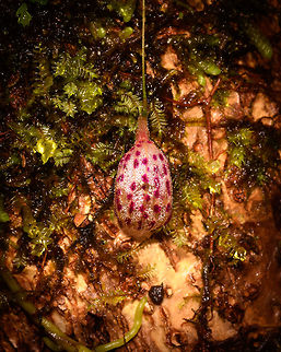 Lepanthes ribes - top view, Rio Ñambi, Colombia Flower size: 1cm.
https://www.jungledragon.com/image/77759/lepanthes_ribes_rio_ambi_colombia.html
https://www.jungledragon.com/image/77761/lepanthes_filamentosa_-_full_plant_rio_ambi_colombia.html
https://www.jungledragon.com/image/77762/lepanthes_ribes_-_full_plant_2_rio_ambi_colombia.html
https://www.jungledragon.com/image/77763/lepanthes_ribes_-macro_rio_ambi_colombia.html
https://www.jungledragon.com/image/77766/lepanthes_ribes_-_full_plant_3_rio_ambi_colombia.html
 Colombia,Colombia 2018,Colombia South,Lepanthes ribes,Rio Ñambi,South America