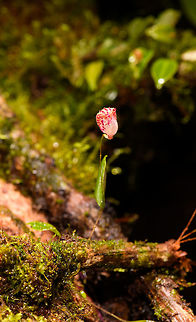 Lepanthes filamentosa - full plant, Rio &Ntilde;ambi, Colombia Flower size: 1cm.
https://www.jungledragon.com/image/77759/lepanthes_ribes_rio_ambi_colombia.html
https://www.jungledragon.com/image/77760/lepanthes_ribes_-_top_view_rio_ambi_colombia.html
https://www.jungledragon.com/image/77762/lepanthes_ribes_-_full_plant_2_rio_ambi_colombia.html
https://www.jungledragon.com/image/77763/lepanthes_ribes_-macro_rio_ambi_colombia.html
https://www.jungledragon.com/image/77766/lepanthes_ribes_-_full_plant_3_rio_ambi_colombia.html
 Colombia,Colombia 2018,Colombia South,Lepanthes ribes,Rio &Ntilde;ambi,South America