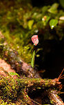 Lepanthes filamentosa - full plant, Rio Ñambi, Colombia Flower size: 1cm.<br />
https://www.jungledragon.com/image/77759/lepanthes_ribes_rio_ambi_colombia.html<br />
https://www.jungledragon.com/image/77760/lepanthes_ribes_-_top_view_rio_ambi_colombia.html<br />
https://www.jungledragon.com/image/77762/lepanthes_ribes_-_full_plant_2_rio_ambi_colombia.html<br />
https://www.jungledragon.com/image/77763/lepanthes_ribes_-macro_rio_ambi_colombia.html<br />
https://www.jungledragon.com/image/77766/lepanthes_ribes_-_full_plant_3_rio_ambi_colombia.html<br />
 Colombia,Colombia 2018,Colombia South,Lepanthes ribes,Rio Ñambi,South America