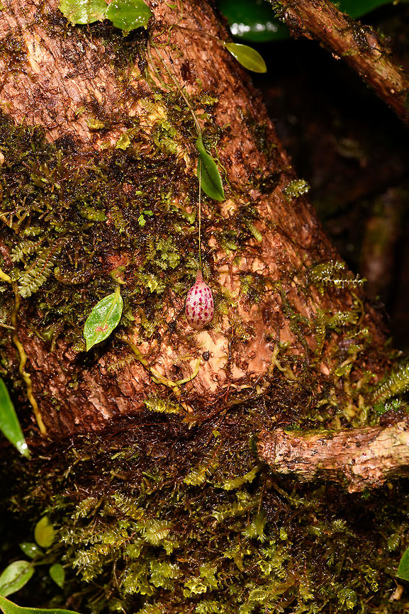 Lepanthes ribes - full plant 2, Rio &Ntilde;ambi, Colombia Flower size: 1cm.<br />
<figure class="photo"><a href="https://www.jungledragon.com/image/77759/lepanthes_ribes_rio_ambi_colombia.html" title="Lepanthes ribes, Rio &Ntilde;ambi, Colombia"><img src="https://s3.amazonaws.com/media.jungledragon.com/images/2/77759_thumb.jpg?AWSAccessKeyId=05GMT0V3GWVNE7GGM1R2&Expires=1770854410&Signature=DIYRa38nyzPb4HHvuMjXaUyqjpE%3D" width="140" height="152" alt="Lepanthes ribes, Rio &Ntilde;ambi, Colombia Flower size: 1cm.<br />
https://www.jungledragon.com/image/77760/lepanthes_ribes_-_top_view_rio_ambi_colombia.html<br />
https://www.jungledragon.com/image/77761/lepanthes_filamentosa_-_full_plant_rio_ambi_colombia.html<br />
https://www.jungledragon.com/image/77762/lepanthes_ribes_-_full_plant_2_rio_ambi_colombia.html<br />
https://www.jungledragon.com/image/77763/lepanthes_ribes_-macro_rio_ambi_colombia.html<br />
https://www.jungledragon.com/image/77766/lepanthes_ribes_-_full_plant_3_rio_ambi_colombia.html<br />
 Colombia,Colombia 2018,Colombia South,Lepanthes ribes,Rio &Ntilde;ambi,South America" /></a></figure><br />
<figure class="photo"><a href="https://www.jungledragon.com/image/77760/lepanthes_ribes_-_top_view_rio_ambi_colombia.html" title="Lepanthes ribes - top view, Rio &Ntilde;ambi, Colombia"><img src="https://s3.amazonaws.com/media.jungledragon.com/images/2/77760_thumb.jpg?AWSAccessKeyId=05GMT0V3GWVNE7GGM1R2&Expires=1770854410&Signature=Nf5ND%2F1CAipDt%2F5xsYNgSwAZHM8%3D" width="122" height="152" alt="Lepanthes ribes - top view, Rio &Ntilde;ambi, Colombia Flower size: 1cm.<br />
https://www.jungledragon.com/image/77759/lepanthes_ribes_rio_ambi_colombia.html<br />
https://www.jungledragon.com/image/77761/lepanthes_filamentosa_-_full_plant_rio_ambi_colombia.html<br />
https://www.jungledragon.com/image/77762/lepanthes_ribes_-_full_plant_2_rio_ambi_colombia.html<br />
https://www.jungledragon.com/image/77763/lepanthes_ribes_-macro_rio_ambi_colombia.html<br />
https://www.jungledragon.com/image/77766/lepanthes_ribes_-_full_plant_3_rio_ambi_colombia.html<br />
 Colombia,Colombia 2018,Colombia South,Lepanthes ribes,Rio &Ntilde;ambi,South America" /></a></figure><br />
<figure class="photo"><a href="https://www.jungledragon.com/image/77761/lepanthes_filamentosa_-_full_plant_rio_ambi_colombia.html" title="Lepanthes filamentosa - full plant, Rio &Ntilde;ambi, Colombia"><img src="https://s3.amazonaws.com/media.jungledragon.com/images/2/77761_thumb.jpg?AWSAccessKeyId=05GMT0V3GWVNE7GGM1R2&Expires=1770854410&Signature=yTXbBX%2BtBsm0Rwcjdxri9I%2Ff2h4%3D" width="94" height="152" alt="Lepanthes filamentosa - full plant, Rio &Ntilde;ambi, Colombia Flower size: 1cm.<br />
https://www.jungledragon.com/image/77759/lepanthes_ribes_rio_ambi_colombia.html<br />
https://www.jungledragon.com/image/77760/lepanthes_ribes_-_top_view_rio_ambi_colombia.html<br />
https://www.jungledragon.com/image/77762/lepanthes_ribes_-_full_plant_2_rio_ambi_colombia.html<br />
https://www.jungledragon.com/image/77763/lepanthes_ribes_-macro_rio_ambi_colombia.html<br />
https://www.jungledragon.com/image/77766/lepanthes_ribes_-_full_plant_3_rio_ambi_colombia.html<br />
 Colombia,Colombia 2018,Colombia South,Lepanthes ribes,Rio &Ntilde;ambi,South America" /></a></figure><br />
<figure class="photo"><a href="https://www.jungledragon.com/image/77763/lepanthes_ribes_-macro_rio_ambi_colombia.html" title="Lepanthes ribes -macro, Rio &Ntilde;ambi, Colombia"><img src="https://s3.amazonaws.com/media.jungledragon.com/images/2/77763_thumb.jpg?AWSAccessKeyId=05GMT0V3GWVNE7GGM1R2&Expires=1770854410&Signature=66cD1Go2iURqqHDe9sl8KgnLwqk%3D" width="200" height="174" alt="Lepanthes ribes -macro, Rio &Ntilde;ambi, Colombia Flower size: 1cm.<br />
https://www.jungledragon.com/image/77759/lepanthes_ribes_rio_ambi_colombia.html<br />
https://www.jungledragon.com/image/77760/lepanthes_ribes_-_top_view_rio_ambi_colombia.html<br />
https://www.jungledragon.com/image/77761/lepanthes_filamentosa_-_full_plant_rio_ambi_colombia.html<br />
https://www.jungledragon.com/image/77762/lepanthes_ribes_-_full_plant_2_rio_ambi_colombia.html<br />
https://www.jungledragon.com/image/77766/lepanthes_ribes_-_full_plant_3_rio_ambi_colombia.html<br />
 Colombia,Colombia 2018,Colombia South,Lepanthes ribes,Rio &Ntilde;ambi,South America" /></a></figure><br />
<figure class="photo"><a href="https://www.jungledragon.com/image/77766/lepanthes_ribes_-_full_plant_3_rio_ambi_colombia.html" title="Lepanthes ribes - full plant 3, Rio &Ntilde;ambi, Colombia"><img src="https://s3.amazonaws.com/media.jungledragon.com/images/2/77766_thumb.jpg?AWSAccessKeyId=05GMT0V3GWVNE7GGM1R2&Expires=1770854410&Signature=W4WqdsT3LoAPcloe1nzgN%2BorEBg%3D" width="200" height="134" alt="Lepanthes ribes - full plant 3, Rio &Ntilde;ambi, Colombia Flower size: 1cm.<br />
https://www.jungledragon.com/image/77759/lepanthes_ribes_rio_ambi_colombia.html<br />
https://www.jungledragon.com/image/77760/lepanthes_ribes_-_top_view_rio_ambi_colombia.html<br />
https://www.jungledragon.com/image/77761/lepanthes_filamentosa_-_full_plant_rio_ambi_colombia.html<br />
https://www.jungledragon.com/image/77762/lepanthes_ribes_-_full_plant_2_rio_ambi_colombia.html<br />
https://www.jungledragon.com/image/77763/lepanthes_ribes_-macro_rio_ambi_colombia.html Colombia,Colombia 2018,Colombia South,Lepanthes ribes,Rio &Ntilde;ambi,South America" /></a></figure><br />
 Colombia,Colombia 2018,Colombia South,Lepanthes ribes,Rio &Ntilde;ambi,South America