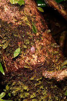 Lepanthes ribes - full plant 2, Rio Ñambi, Colombia Flower size: 1cm.
https://www.jungledragon.com/image/77759/lepanthes_ribes_rio_ambi_colombia.html
https://www.jungledragon.com/image/77760/lepanthes_ribes_-_top_view_rio_ambi_colombia.html
https://www.jungledragon.com/image/77761/lepanthes_filamentosa_-_full_plant_rio_ambi_colombia.html
https://www.jungledragon.com/image/77763/lepanthes_ribes_-macro_rio_ambi_colombia.html
https://www.jungledragon.com/image/77766/lepanthes_ribes_-_full_plant_3_rio_ambi_colombia.html
 Colombia,Colombia 2018,Colombia South,Lepanthes ribes,Rio Ñambi,South America