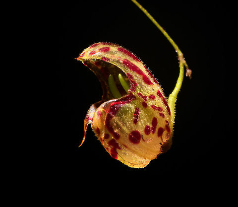 Lepanthes ribes -macro, Rio &Ntilde;ambi, Colombia Flower size: 1cm.
https://www.jungledragon.com/image/77759/lepanthes_ribes_rio_ambi_colombia.html
https://www.jungledragon.com/image/77760/lepanthes_ribes_-_top_view_rio_ambi_colombia.html
https://www.jungledragon.com/image/77761/lepanthes_filamentosa_-_full_plant_rio_ambi_colombia.html
https://www.jungledragon.com/image/77762/lepanthes_ribes_-_full_plant_2_rio_ambi_colombia.html
https://www.jungledragon.com/image/77766/lepanthes_ribes_-_full_plant_3_rio_ambi_colombia.html
 Colombia,Colombia 2018,Colombia South,Lepanthes ribes,Rio &Ntilde;ambi,South America