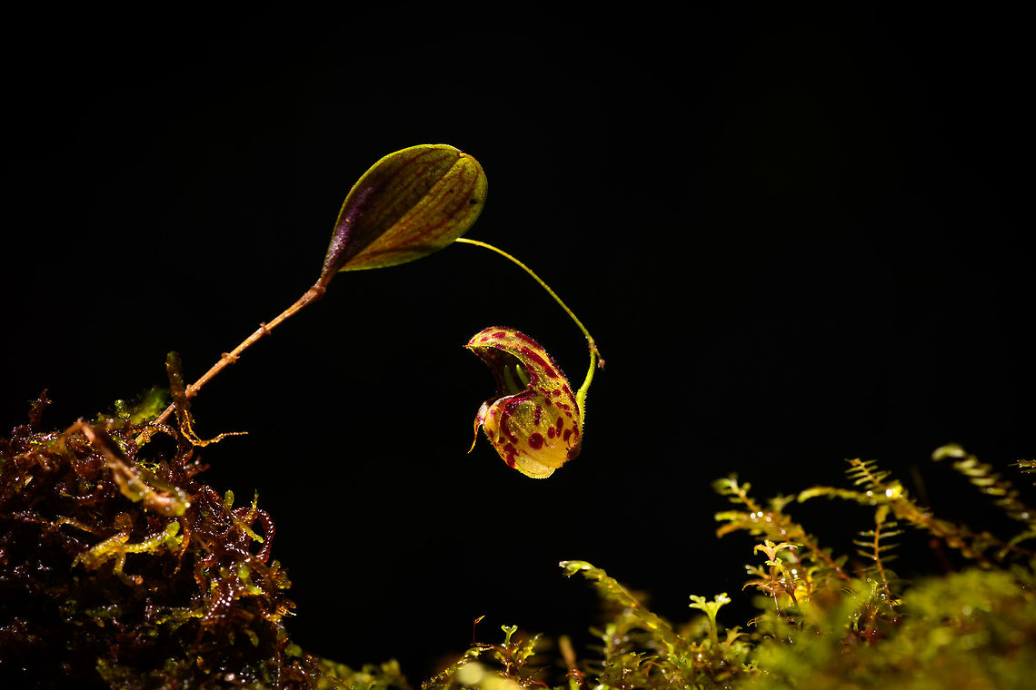 Lepanthes ribes - full plant 3, Rio Ñambi, Colombia Flower size: 1cm.<br />
<figure class="photo"><a href="https://www.jungledragon.com/image/77759/lepanthes_ribes_rio_ambi_colombia.html" title="Lepanthes ribes, Rio &Ntilde;ambi, Colombia"><img src="https://s3.amazonaws.com/media.jungledragon.com/images/2/77759_thumb.jpg?AWSAccessKeyId=05GMT0V3GWVNE7GGM1R2&Expires=1759968010&Signature=MWBNfS8nb0Yxa7LN3dx0Ci1UZzQ%3D" width="140" height="152" alt="Lepanthes ribes, Rio &Ntilde;ambi, Colombia Flower size: 1cm.<br />
https://www.jungledragon.com/image/77760/lepanthes_ribes_-_top_view_rio_ambi_colombia.html<br />
https://www.jungledragon.com/image/77761/lepanthes_filamentosa_-_full_plant_rio_ambi_colombia.html<br />
https://www.jungledragon.com/image/77762/lepanthes_ribes_-_full_plant_2_rio_ambi_colombia.html<br />
https://www.jungledragon.com/image/77763/lepanthes_ribes_-macro_rio_ambi_colombia.html<br />
https://www.jungledragon.com/image/77766/lepanthes_ribes_-_full_plant_3_rio_ambi_colombia.html<br />
 Colombia,Colombia 2018,Colombia South,Lepanthes ribes,Rio &Ntilde;ambi,South America" /></a></figure><br />
<figure class="photo"><a href="https://www.jungledragon.com/image/77760/lepanthes_ribes_-_top_view_rio_ambi_colombia.html" title="Lepanthes ribes - top view, Rio &Ntilde;ambi, Colombia"><img src="https://s3.amazonaws.com/media.jungledragon.com/images/2/77760_thumb.jpg?AWSAccessKeyId=05GMT0V3GWVNE7GGM1R2&Expires=1759968010&Signature=OVUePwSnTp3o8adzzt0g7H3uYdQ%3D" width="122" height="152" alt="Lepanthes ribes - top view, Rio &Ntilde;ambi, Colombia Flower size: 1cm.<br />
https://www.jungledragon.com/image/77759/lepanthes_ribes_rio_ambi_colombia.html<br />
https://www.jungledragon.com/image/77761/lepanthes_filamentosa_-_full_plant_rio_ambi_colombia.html<br />
https://www.jungledragon.com/image/77762/lepanthes_ribes_-_full_plant_2_rio_ambi_colombia.html<br />
https://www.jungledragon.com/image/77763/lepanthes_ribes_-macro_rio_ambi_colombia.html<br />
https://www.jungledragon.com/image/77766/lepanthes_ribes_-_full_plant_3_rio_ambi_colombia.html<br />
 Colombia,Colombia 2018,Colombia South,Lepanthes ribes,Rio &Ntilde;ambi,South America" /></a></figure><br />
<figure class="photo"><a href="https://www.jungledragon.com/image/77761/lepanthes_filamentosa_-_full_plant_rio_ambi_colombia.html" title="Lepanthes filamentosa - full plant, Rio &Ntilde;ambi, Colombia"><img src="https://s3.amazonaws.com/media.jungledragon.com/images/2/77761_thumb.jpg?AWSAccessKeyId=05GMT0V3GWVNE7GGM1R2&Expires=1759968010&Signature=rFcLGW3kpB7txiggMxeXI21C%2BCI%3D" width="94" height="152" alt="Lepanthes filamentosa - full plant, Rio &Ntilde;ambi, Colombia Flower size: 1cm.<br />
https://www.jungledragon.com/image/77759/lepanthes_ribes_rio_ambi_colombia.html<br />
https://www.jungledragon.com/image/77760/lepanthes_ribes_-_top_view_rio_ambi_colombia.html<br />
https://www.jungledragon.com/image/77762/lepanthes_ribes_-_full_plant_2_rio_ambi_colombia.html<br />
https://www.jungledragon.com/image/77763/lepanthes_ribes_-macro_rio_ambi_colombia.html<br />
https://www.jungledragon.com/image/77766/lepanthes_ribes_-_full_plant_3_rio_ambi_colombia.html<br />
 Colombia,Colombia 2018,Colombia South,Lepanthes ribes,Rio &Ntilde;ambi,South America" /></a></figure><br />
<figure class="photo"><a href="https://www.jungledragon.com/image/77762/lepanthes_ribes_-_full_plant_2_rio_ambi_colombia.html" title="Lepanthes ribes - full plant 2, Rio &Ntilde;ambi, Colombia"><img src="https://s3.amazonaws.com/media.jungledragon.com/images/2/77762_thumb.jpg?AWSAccessKeyId=05GMT0V3GWVNE7GGM1R2&Expires=1759968010&Signature=5Mca1MXM0EFAlZvdKYnN5dqg3AU%3D" width="102" height="152" alt="Lepanthes ribes - full plant 2, Rio &Ntilde;ambi, Colombia Flower size: 1cm.<br />
https://www.jungledragon.com/image/77759/lepanthes_ribes_rio_ambi_colombia.html<br />
https://www.jungledragon.com/image/77760/lepanthes_ribes_-_top_view_rio_ambi_colombia.html<br />
https://www.jungledragon.com/image/77761/lepanthes_filamentosa_-_full_plant_rio_ambi_colombia.html<br />
https://www.jungledragon.com/image/77763/lepanthes_ribes_-macro_rio_ambi_colombia.html<br />
https://www.jungledragon.com/image/77766/lepanthes_ribes_-_full_plant_3_rio_ambi_colombia.html<br />
 Colombia,Colombia 2018,Colombia South,Lepanthes ribes,Rio &Ntilde;ambi,South America" /></a></figure><br />
<figure class="photo"><a href="https://www.jungledragon.com/image/77763/lepanthes_ribes_-macro_rio_ambi_colombia.html" title="Lepanthes ribes -macro, Rio &Ntilde;ambi, Colombia"><img src="https://s3.amazonaws.com/media.jungledragon.com/images/2/77763_thumb.jpg?AWSAccessKeyId=05GMT0V3GWVNE7GGM1R2&Expires=1759968010&Signature=w8rGCpl6LyyewLkiPzKMeaYV0xA%3D" width="200" height="174" alt="Lepanthes ribes -macro, Rio &Ntilde;ambi, Colombia Flower size: 1cm.<br />
https://www.jungledragon.com/image/77759/lepanthes_ribes_rio_ambi_colombia.html<br />
https://www.jungledragon.com/image/77760/lepanthes_ribes_-_top_view_rio_ambi_colombia.html<br />
https://www.jungledragon.com/image/77761/lepanthes_filamentosa_-_full_plant_rio_ambi_colombia.html<br />
https://www.jungledragon.com/image/77762/lepanthes_ribes_-_full_plant_2_rio_ambi_colombia.html<br />
https://www.jungledragon.com/image/77766/lepanthes_ribes_-_full_plant_3_rio_ambi_colombia.html<br />
 Colombia,Colombia 2018,Colombia South,Lepanthes ribes,Rio &Ntilde;ambi,South America" /></a></figure> Colombia,Colombia 2018,Colombia South,Lepanthes ribes,Rio Ñambi,South America