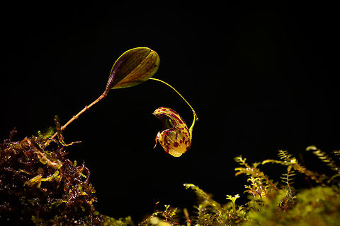 Lepanthes ribes