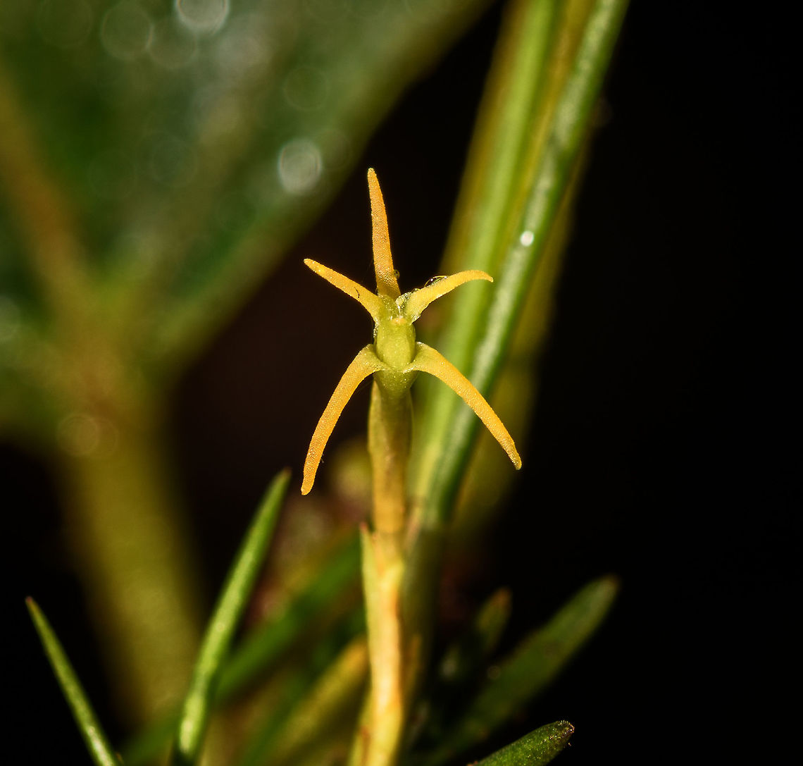 Cryptocentrum sp., Rio &Ntilde;ambi, Colombia  Colombia,Colombia 2018,Colombia South,Rio &Ntilde;ambi,South America