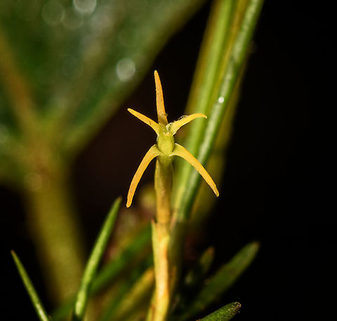 Cryptocentrum sp., Rio Ñambi, Colombia  Colombia,Colombia 2018,Colombia South,Rio Ñambi,South America