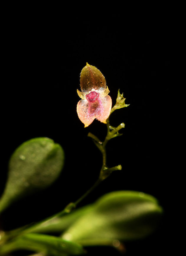Platystele sp, Rio Ñambi, Colombia  Colombia,Colombia 2018,Colombia South,Rio Ñambi,South America