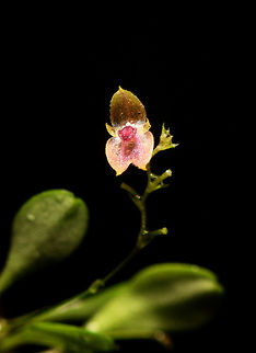 Platystele sp, Rio Ñambi, Colombia  Colombia,Colombia 2018,Colombia South,Rio Ñambi,South America